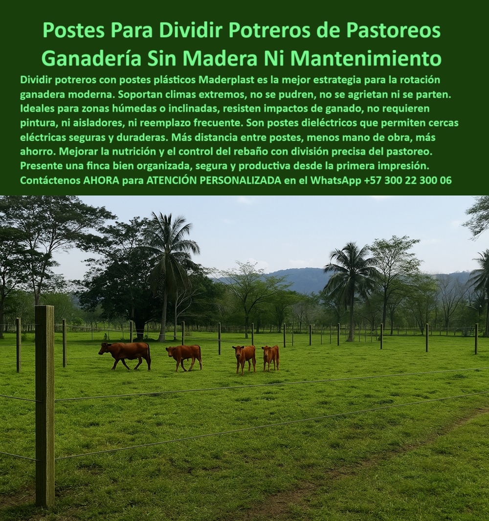 Cómo Dividir Potrero Para Ganado Con Cercas Eléctricas Postes Cercados Maderplast poste sin corrosión para terrenos de ganadería, - poste para dividir potreros húmedos sin pintura, - poste-ganadero-para-zonas-húmedas, - poste para rotación ganadera sin concreto ni pintura, - poste-sin-aisladores-para-pastoreo, - Potrero húmedo con postes sólidos de polímero verde, - Estacas plásticas en finca ganadera tropical con cercado, - poste plástico dieléctrico para división de potrero, - poste con propiedades aislantes para cercas rurales, - poste flexible y firme para zonas húmedas, - Potrero verde cercado con postes resistentes sin aisladores, - La imagen muestra un potrero dividido con postes plásticos Maderplast alineados en perfecta separación, sin uso de aisladores ni concreto. Estos postes Maderplast son ideales para cercas ganaderas eléctricas en sistemas de pastoreo rotacional. Están fabricados con polímero reciclado, resisten humedad, sol, impacto animal y no requieren mantenimiento. Con memoria plástica, son seguros, ecológicos y eficientes en terrenos húmedos o inclinados. La división precisa mejora la nutrición del ganado y la productividad., - poste sin concreto para potreros divididos, - poste eléctrico de alta duración sin óxido, - poste sin aisladores para pastoreo rotacional, - poste liviano para ganadería sostenible intensiva, - Ganado joven caminando entre cerca con postes reciclados, - poste ideal para subdivisión de lotes ganaderos, - poste modular ecológico para sistemas ganaderos, - poste fuerte para rotación de praderas, - poste-reciclado-para-dividir-fincas, - poste de polímero para terrenos rurales inclinados, - Finca rural dividida con postes plásticos durables, - poste para alambre de púas con distancia real, - poste sin mantenimiento para linderos ganaderos, - Postes firmes y rectos marcando división de terreno, - poste resistente para cercas eléctricas ganaderas, - poste dieléctrico para dividir potreros sin aisladores, - poste-plástico-para-cercas-ganaderas, - poste verde para cercas ganaderas económicas, - ¿Dónde comprar postes dieléctricos sin mantenimiento?, - poste-dieléctrico-para-división-de-potreros, - ¿Poste que no necesita aislador para cerca eléctrica?, - poste con más distancia entre estacas, - ¿Qué poste usar para dividir potreros de forma eficiente?, - Cercado dieléctrico con postes reciclables ecológicos, - poste para cercas en zonas inclinadas o tropicales, - poste-liviano-para-potreros-inclinados, - poste estructural para separación de potreros, - poste rural para dividir ganado en finca tropical, - poste-para-rotación-de-pastos, - poste-verde-para-cercas-eléctricas, - poste que no se pudre ni se astilla, - poste plástico técnico para manejo de pastoreo, - ¿Cuál es el mejor poste plástico para cercas ganaderas?, - poste para cercas técnicas ganaderas con impacto fuerte, - poste-plastico-dielectrico-para-dividir-potreros-sin-mantenimiento.jpg, - poste-sin-concreto-y-sin-pintura, - poste-para-linderos-con-alta-duración, - Postes verdes alineados en potrero dividido por cercas, - poste ecológico sin mantenimiento para zonas húmedas, - poste ganadero profesional para alta eficiencia, - poste reforzado contra rayos UV y humedad, - Ganadería moderna usando postes sin pintura ni óxido, - División de pasto ganadero con postes plásticos verticales, - poste reciclado resistente al impacto de ganado, - ¿Qué poste funciona para dividir potreros inclinados? 0 cercas ganaderas económicas Dividir Potrero, - Postes plásticos verdes montaña inclinada Dividir Potrero, - poste aislante dieléctrico Dividir Potrero Cómo Dividir Potrero Para Ganado Con Cercas Eléctricas Postes Cercados Maderplast 0 cercas ganaderas económicas Dividir Potrero Postes plásticos verdes montaña inclinada Dividir Potrero poste aislante dieléctrico poste sin corrosión para terrenos de ganadería, - poste para dividir potreros húmedos sin pintura, - poste-ganadero-para-zonas-húmedas, - poste para rotación ganadera sin concreto ni pintura, - poste-sin-aisladores-para-pastoreo, - Potrero húmedo con postes sólidos de polímero verde, - Estacas plásticas en finca ganadera tropical con cercado, - poste plástico dieléctrico para división de potrero, - poste con propiedades aislantes para cercas rurales, - poste flexible y firme para zonas húmedas, - Potrero verde cercado con postes resistentes sin aisladores, - La imagen muestra un potrero dividido con postes plásticos Maderplast alineados en perfecta separación, sin uso de aisladores ni concreto. Estos postes Maderplast son ideales para cercas ganaderas eléctricas en sistemas de pastoreo rotacional. Están fabricados con polímero reciclado, resisten humedad, sol, impacto animal y no requieren mantenimiento. Con memoria plástica, son seguros, ecológicos y eficientes en terrenos húmedos o inclinados. La división precisa mejora la nutrición del ganado y la productividad., - poste sin concreto para potreros divididos, - poste eléctrico de alta duración sin óxido, - poste sin aisladores para pastoreo rotacional, - poste liviano para ganadería sostenible intensiva, - Ganado joven caminando entre cerca con postes reciclados, - poste ideal para subdivisión de lotes ganaderos, - poste modular ecológico para sistemas ganaderos, - poste fuerte para rotación de praderas, - poste-reciclado-para-dividir-fincas, - poste de polímero para terrenos rurales inclinados, - Finca rural dividida con postes plásticos durables, - poste para alambre de púas con distancia real, - poste sin mantenimiento para linderos ganaderos, - Postes firmes y rectos marcando división de terreno, - poste resistente para cercas eléctricas ganaderas, - poste dieléctrico para dividir potreros sin aisladores, - poste-plástico-para-cercas-ganaderas, - poste verde para cercas ganaderas económicas, - ¿Dónde comprar postes dieléctricos sin mantenimiento?, - poste-dieléctrico-para-división-de-potreros, - ¿Poste que no necesita aislador para cerca eléctrica?, - poste con más distancia entre estacas, - ¿Qué poste usar para dividir potreros de forma eficiente?, - Cercado dieléctrico con postes reciclables ecológicos, - poste para cercas en zonas inclinadas o tropicales, - poste-liviano-para-potreros-inclinados, - poste estructural para separación de potreros, - poste rural para dividir ganado en finca tropical, - poste-para-rotación-de-pastos, - poste-verde-para-cercas-eléctricas, - poste que no se pudre ni se astilla, - poste plástico técnico para manejo de pastoreo, - ¿Cuál es el mejor poste plástico para cercas ganaderas?, - poste para cercas técnicas ganaderas con impacto fuerte, - poste-plastico-dielectrico-para-dividir-potreros-sin-mantenimiento.jpg, - poste-sin-concreto-y-sin-pintura, - poste-para-linderos-con-alta-duración, - Postes verdes alineados en potrero dividido por cercas, - poste ecológico sin mantenimiento para zonas húmedas, - poste ganadero profesional para alta eficiencia, - poste reforzado contra rayos UV y humedad, - Ganadería moderna usando postes sin pintura ni óxido, - División de pasto ganadero con postes plásticos verticales, - poste reciclado resistente al impacto de ganado, - ¿Qué poste funciona para dividir potreros inclinados? Dividir Potrero 0 Cómo Dividir Potrero Para Ganado Con Cercas Eléctricas Postes Cercados Maderplast 0 cercas ganaderas económicas Dividir Potrero, - Postes plásticos verdes montaña inclinada Dividir Potrero, - poste aislante dieléctrico Dividir Potrero