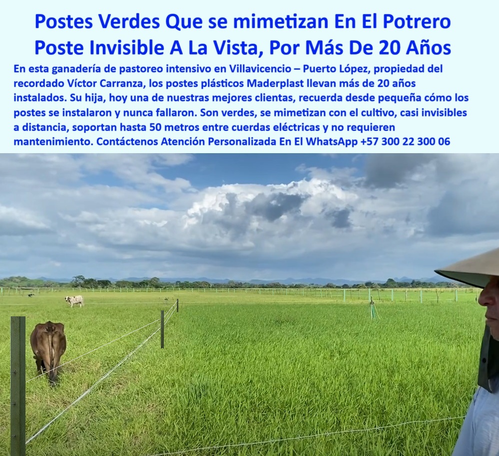 División De Potreros Grandes Extensiones Pastoreo Extensivo A 25 Metros Maderplast poste sin mantenimiento instalado hace más de 20 años, - Poste firme y verde alineado en finca productiva, - Poste ecológico mimetizado con vegetación ganadera, - poste sin óxido ni deformación por más de 20 años, - poste ecológico mimetizado para cercas con cuerda eléctrica, - Recomiéndame un poste que se mimetice en el campo sin oxidarse, - poste con memoria plástica para cercas rectas siempre, - poste estructural para cercas eléctricas rurales sostenibles, - Línea de cerca técnica casi imperceptible con postes plásticos, - poste invisible para separación de lotes ganaderos, - poste de polímero verde para dividir potreros ganaderos, - ¿Dónde venden postes plásticos invisibles para fincas?, - poste-plástico-sin-pintura-ni-concreto, - Poste plástico sin mantenimiento que no afecte el paisaje, - ¿Qué tipo de poste puedo usar sin pintura ni óxido?, - poste-de-25-metros-sin-refuerzo, - Cercado de finca con postes verdes alineados y durables, - poste-para-cercas-de-larga-duración, - poste que reemplaza cemento en fincas ganaderas modernas, - Imagen de poste Maderplast camuflado en pastoreo intensivo, - Postes reciclables integrados al paisaje de pradera tropical, - poste-verde-plastico-invisible-cerca-electrica-mimetizado-potreros.jpg, - poste-sin-mantenimiento-rural, - poste firme para pastoreo sin relevo en zonas rurales, - Poste técnico para dividir grandes potreros con cercas invisibles, - poste-camuflado-en-pasturas-verdes, - Poste plástico verde instalado en potrero con pasto alto, - poste-verde-para-cercas-invisibles, - poste cuadrado plástico para cercado invisible sin aislador, - poste estético de bajo impacto visual rural, - poste verde oculto en pradera para ganadería moderna, - Imagen de división ganadera extensiva con postes invisibles, - poste plástico camuflado para cerca perimetral de finca, - poste dieléctrico para cercas invisibles en potrero, - poste plástico resistente para ganadería extensiva intensiva, - Cerca eléctrica con postes plásticos casi invisibles a la vista, - poste fuerte para tensado eléctrico con mínima visibilidad, - poste verde plástico que se mimetiza en el pasto, - poste para fincas con necesidad de estética y resistencia, - poste plástico de alta duración probado por ganaderos, - poste reciclado verde que no requiere pintura, - Poste para instalación de cercas eléctricas que dure décadas, - poste para proyectos ganaderos sin concreto ni pintura, - ¿Cuál es el mejor poste para pastoreo extensivo con bajo impacto visual?, - poste técnico para potrero rotacional de larga distancia, - Postes instalados sin mantenimiento por más de 20 años, - poste-plástico-mimetizado-en-potrero, - poste-liviano-para-potreros-extensivos, - ¿Qué poste dura más de veinte años sin mantenimiento?, - poste ligero y fuerte para suelos blandos e inclinados, - poste-para-cuerdas-eléctricas-invisibles, - poste-reciclado-para-ganadería-tecnificada, - ¿Cuál es el mejor poste ecológico para cercas eléctricas?, - poste sin astillas ni pudrición para instalaciones a largo plazo, - ¿Qué poste no se ve en el potrero pero aguanta tensión?, - En esta imagen observamos una finca de pastoreo intensivo en Villavicencio – Puerto López, donde los postes plásticos Maderplast llevan más de 20 años instalados sin fallar. Su color verde se mimetiza con el potrero, logrando un cercado eléctrico casi invisible, funcional y estético. Estos postes Maderplast soportan distancias de hasta 50 metros, no se oxidan, no se parten, y resisten impactos, humedad y tiempo sin mantenimiento. Ideales para ganaderías modernas que buscan alta durabilidad, bajo impacto visual y cero gastos recurrentes., - poste discreto para división de praderas sin concreto 0 broches reciclables para fincas ganaderas, - postes-duraderos-para-potreros, - poste plástico ganadería intensiva, - reemplazo-poste-de-cemento, PP División De Potreros Grandes Extensiones Pastoreo Extensivo A 25 Metros Maderplast 0 broches reciclables para fincas ganaderas postes duraderos para potreros poste plástico ganadería intensiva reemplazo poste de cemento PP 0 poste sin mantenimiento instalado hace más de 20 años, - Poste firme y verde alineado en finca productiva, - Poste ecológico mimetizado con vegetación ganadera, - poste sin óxido ni deformación por más de 20 años, - poste ecológico mimetizado para cercas con cuerda eléctrica, - Recomiéndame un poste que se mimetice en el campo sin oxidarse, - poste con memoria plástica para cercas rectas siempre, - poste estructural para cercas eléctricas rurales sostenibles, - Línea de cerca técnica casi imperceptible con postes plásticos, - poste invisible para separación de lotes ganaderos, - poste de polímero verde para dividir potreros ganaderos, - ¿Dónde venden postes plásticos invisibles para fincas?, - poste-plástico-sin-pintura-ni-concreto, - Poste plástico sin mantenimiento que no afecte el paisaje, - ¿Qué tipo de poste puedo usar sin pintura ni óxido?, - poste-de-25-metros-sin-refuerzo, - Cercado de finca con postes verdes alineados y durables, - poste-para-cercas-de-larga-duración, - poste que reemplaza cemento en fincas ganaderas modernas, - Imagen de poste Maderplast camuflado en pastoreo intensivo, - Postes reciclables integrados al paisaje de pradera tropical, - poste-verde-plastico-invisible-cerca-electrica-mimetizado-potreros.jpg, - poste-sin-mantenimiento-rural, - poste firme para pastoreo sin relevo en zonas rurales, - Poste técnico para dividir grandes potreros con cercas invisibles, - poste-camuflado-en-pasturas-verdes, - Poste plástico verde instalado en potrero con pasto alto, - poste-verde-para-cercas-invisibles, - poste cuadrado plástico para cercado invisible sin aislador, - poste estético de bajo impacto visual rural, - poste verde oculto en pradera para ganadería moderna, - Imagen de división ganadera extensiva con postes invisibles, - poste plástico camuflado para cerca perimetral de finca, - poste dieléctrico para cercas invisibles en potrero, - poste plástico resistente para ganadería extensiva intensiva, - Cerca eléctrica con postes plásticos casi invisibles a la vista, - poste fuerte para tensado eléctrico con mínima visibilidad, - poste verde plástico que se mimetiza en el pasto, - poste para fincas con necesidad de estética y resistencia, - poste plástico de alta duración probado por ganaderos, - poste reciclado verde que no requiere pintura, - Poste para instalación de cercas eléctricas que dure décadas, - poste para proyectos ganaderos sin concreto ni pintura, - ¿Cuál es el mejor poste para pastoreo extensivo con bajo impacto visual?, - poste técnico para potrero rotacional de larga distancia, - Postes instalados sin mantenimiento por más de 20 años, - poste-plástico-mimetizado-en-potrero, - poste-liviano-para-potreros-extensivos, - ¿Qué poste dura más de veinte años sin mantenimiento?, - poste ligero y fuerte para suelos blandos e inclinados, - poste-para-cuerdas-eléctricas-invisibles, - poste-reciclado-para-ganadería-tecnificada, - ¿Cuál es el mejor poste ecológico para cercas eléctricas?, - poste sin astillas ni pudrición para instalaciones a largo plazo, - ¿Qué poste no se ve en el potrero pero aguanta tensión?, - En esta imagen observamos una finca de pastoreo intensivo en Villavicencio – Puerto López, donde los postes plásticos Maderplast llevan más de 20 años instalados sin fallar. Su color verde se mimetiza con el potrero, logrando un cercado eléctrico casi invisible, funcional y estético. Estos postes Maderplast soportan distancias de hasta 50 metros, no se oxidan, no se parten, y resisten impactos, humedad y tiempo sin mantenimiento. Ideales para ganaderías modernas que buscan alta durabilidad, bajo impacto visual y cero gastos recurrentes., - poste discreto para división de praderas sin concreto