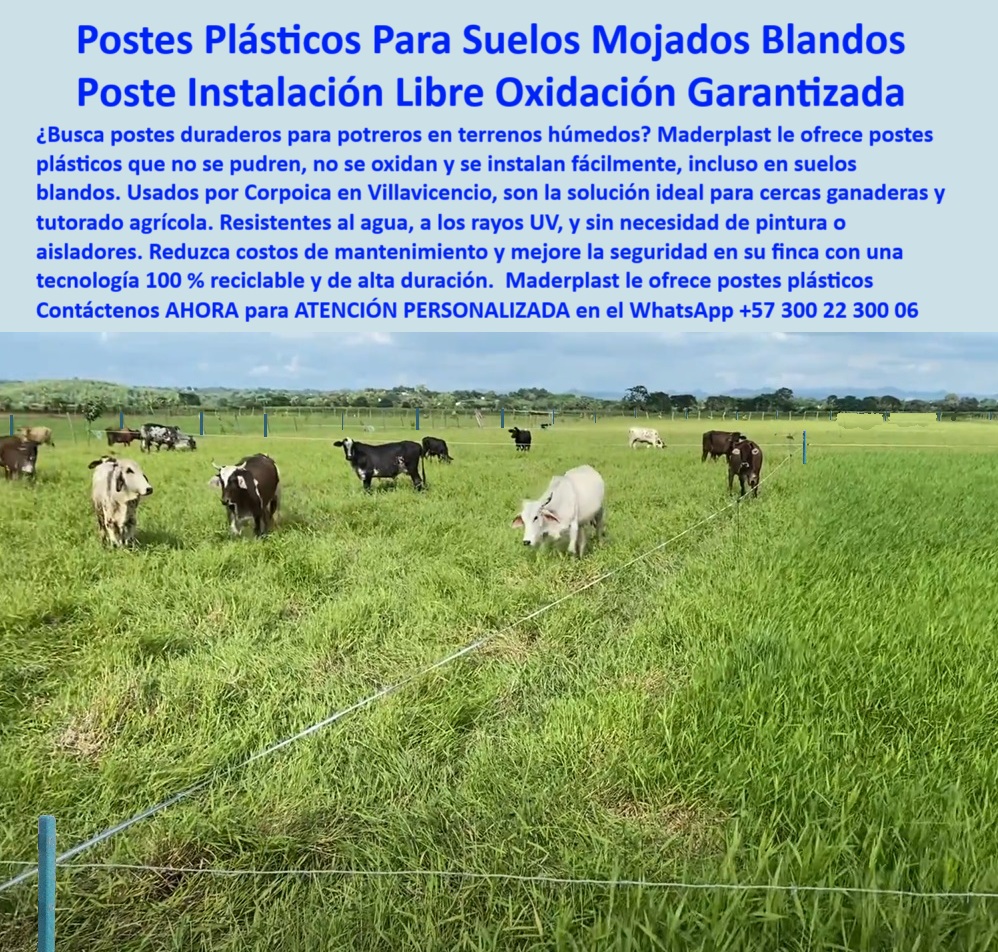 División De Potreros Grandes Extensiones Pastoreo Extensivo A 25 Metros Maderplast Poste plástico en finca agrícola sin necesidad de aislador, - poste para cercas eléctricas sin pintura, - poste-dieléctrico-para-ganado, - En esta imagen tomada en el Magdalena Alto, Bolívar – Colombia, se observa una instalación de cercas ganaderas con postes Maderplast separados a 25 metros. Los postes plásticos Maderplast son la mejor opción para terrenos húmedos, ya que no se oxidan, no se parten y no requieren aisladores ni mantenimiento. Su resistencia al fuego, humedad y golpes los hace ideales para dividir potreros y proteger cultivos en zonas tropicales., - poste duradero instalado en Magdalena Alto, - Línea ganadera cercada con poste resistente a lluvias, - Cercado agrícola con postes plásticos reciclables verdes, - poste plástico resistente para terrenos húmedos, - Línea recta de postes dieléctricos en Bolívar Colombia, - Instalación rural de postes ecológicos a gran escala, - poste de polietileno resistente a humedad, - poste para finca ganadera sin concreto, - poste sin pudrición para finca ganadera, - sistemas de cercas sin aislador para ganado, - poste que no se oxida en terrenos mojados, - cerca eléctrica con postes de 25 metros, - poste-plastico-terreno-humedo-bolivar-magdalena-alto-maderplast.jpg, - ¿Qué poste usar para cercas en terrenos húmedos?, - sistemas-de-cercado-eficientes, - Poste para cercas amplias en clima tropical lluvioso, - poste plástico reforzado para finca ganadera, - poste para línea de alambre sin aisladores, - Poste Maderplast instalado a 25 metros en terreno húmedo, - Ganado rodeado por cerca plástica ecológica, - poste-plástico-para-potreros, - cerca eléctrica con poste plástico de 25 metros, - poste que reemplaza madera en terreno fangoso, - poste plástico para zonas húmedas agrícolas en Colombia, - poste para división de potreros agrícolas, - sistema de cercado rural con poste plástico, - Potrero húmedo dividido con postes sin oxidación, - poste plástico Corpoica Villavicencio instalación rural, - cercas-sin-aisladores-eléctricos, - poste-finca-plástico-maderplast, - poste agrícola para zonas de lluvias intensas, - instalación de postes sin aisladores eléctricos, - ¿Qué poste resiste mejor la lluvia y el sol?, - poste para pastoreo extensivo con durabilidad, - cerca con poste dieléctrico Maderplast, - instalación-en-magdalena-alto, - ¿Cuál poste es mejor para pastoreo rotacional?, - poste plástico sin mantenimiento para Corpoica, - poste plástico fuerte para ganado en pastoreo, - poste plástico para cerca de 25 metros, - poste-reciclado-resistente-humedad, - poste que no se raja con calor o sol, - poste ecológico para zonas agrícolas de Colombia, - cerca-sin-mantenimiento-maderplast, - poste plástico reciclado para agricultura moderna, - campo-agricola-zona-bolivar, - poste dieléctrico para zonas húmedas de Bolívar, - poste sin mantenimiento para clima tropical, - Cultivo con división plástica resistente y segura, - ¿Dónde comprar poste plástico para potrero en Bolívar?, - ¿Cómo dividir potrero sin usar concreto?, - pastoreo-extensivo-con-cercas, - poste dieléctrico Maderplast zona Magdalena Alto Bolívar0 poste plástico para terrenos mojados, - Cuál es el mejor sistema para poda y tutorado agrícola, - postes plásticos instalados corpoica Villavicencio División De Potreros Grandes Extensiones Pastoreo Extensivo A 25 Metros Maderplast 0 poste plástico para terrenos mojados Cuál es el mejor sistema para poda y tutorado agrícola postes plásticos instalados corporice Poste plástico en finca agrícola sin necesidad de aislador, - poste para cercas eléctricas sin pintura, - poste-dieléctrico-para-ganado, - En esta imagen tomada en el Magdalena Alto, Bolívar – Colombia, se observa una instalación de cercas ganaderas con postes Maderplast separados a 25 metros. Los postes plásticos Maderplast son la mejor opción para terrenos húmedos, ya que no se oxidan, no se parten y no requieren aisladores ni mantenimiento. Su resistencia al fuego, humedad y golpes los hace ideales para dividir potreros y proteger cultivos en zonas tropicales., - poste duradero instalado en Magdalena Alto, - Línea ganadera cercada con poste resistente a lluvias, - Cercado agrícola con postes plásticos reciclables verdes, - poste plástico resistente para terrenos húmedos, - Línea recta de postes dieléctricos en Bolívar Colombia, - Instalación rural de postes ecológicos a gran escala, - poste de polietileno resistente a humedad, - poste para finca ganadera sin concreto, - poste sin pudrición para finca ganadera, - sistemas de cercas sin aislador para ganado, - poste que no se oxida en terrenos mojados, - cerca eléctrica con postes de 25 metros, - poste-plastico-terreno-humedo-bolivar-magdalena-alto-maderplast.jpg, - ¿Qué poste usar para cercas en terrenos húmedos?, - sistemas-de-cercado-eficientes, - Poste para cercas amplias en clima tropical lluvioso, - poste plástico reforzado para finca ganadera, - poste para línea de alambre sin aisladores, - Poste Maderplast instalado a 25 metros en terreno húmedo, - Ganado rodeado por cerca plástica ecológica, - poste-plástico-para-potreros, - cerca eléctrica con poste plástico de 25 metros, - poste que reemplaza madera en terreno fangoso, - poste plástico para zonas húmedas agrícolas en Colombia, - poste para división de potreros agrícolas, - sistema de cercado rural con poste plástico, - Potrero húmedo dividido con postes sin oxidación, - poste plástico Corpoica Villavicencio instalación rural, - cercas-sin-aisladores-eléctricos, - poste-finca-plástico-maderplast, - poste agrícola para zonas de lluvias intensas, - instalación de postes sin aisladores eléctricos, - ¿Qué poste resiste mejor la lluvia y el sol?, - poste para pastoreo extensivo con durabilidad, - cerca con poste dieléctrico Maderplast, - instalación-en-magdalena-alto, - ¿Cuál poste es mejor para pastoreo rotacional?, - poste plástico sin mantenimiento para Corpoica, - poste plástico fuerte para ganado en pastoreo, - poste plástico para cerca de 25 metros, - poste-reciclado-resistente-humedad, - poste que no se raja con calor o sol, - poste ecológico para zonas agrícolas de Colombia, - cerca-sin-mantenimiento-maderplast, - poste plástico reciclado para agricultura moderna, - campo-agricola-zona-bolivar, - poste dieléctrico para zonas húmedas de Bolívar, - poste sin mantenimiento para clima tropical, - Cultivo con división plástica resistente y segura, - ¿Dónde comprar poste plástico para potrero en Bolívar?, - ¿Cómo dividir potrero sin usar concreto?, - pastoreo-extensivo-con-cercas, - poste dieléctrico Maderplast zona Magdalena Alto Bolívar Villavicencio 0 División De Potreros Grandes Extensiones Pastoreo Extensivo A 25 Metros Maderplast 0 poste plástico para terrenos mojados, - Cuál es el mejor sistema para poda y tutorado agrícola, - postes plásticos instalados corpoica Villavicencio