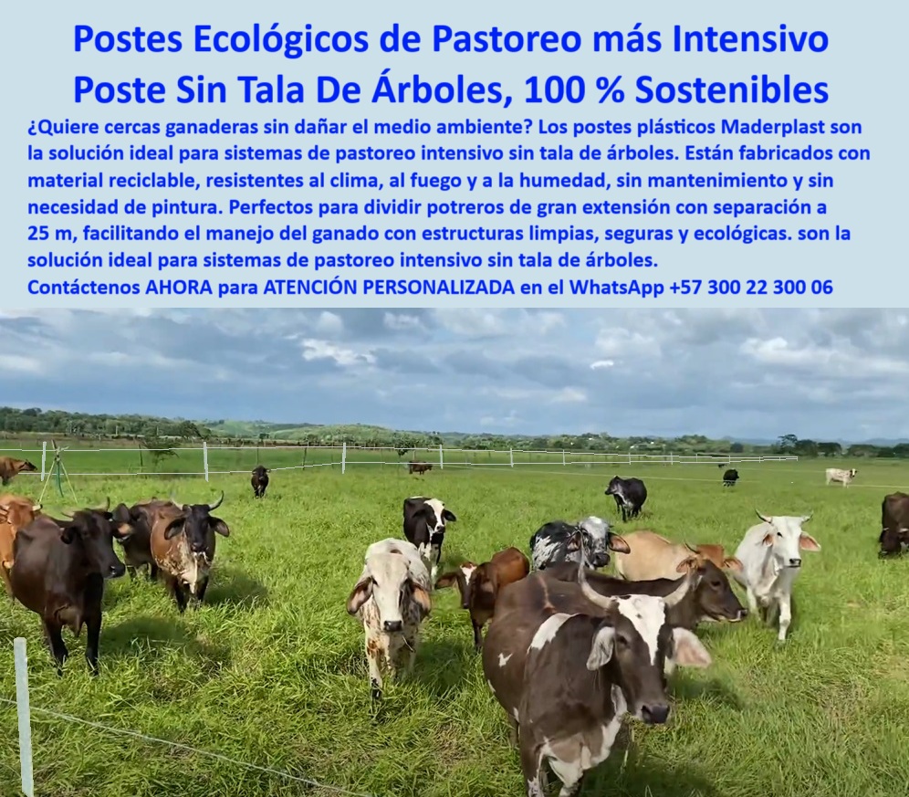 División De Potreros Grandes Extensiones Pastoreo Extensivo A 25 Metros Maderplast poste plástico para grandes extensiones, - poste reciclado para pasturas ganaderas, - poste para cercas limpias y seguras, - Postes ecológicos instalados a gran distancia sin deformarse, - poste sin químicos ni pintura, - poste-agrícola-sostenible, - poste liviano para fincas rurales, - poste para finca agroecológica, - poste ganadero sin impacto ambiental, - poste duradero sin pintura, - poste-sin-mantenimiento, - poste plástico sin pudrición, - poste para pastoreo regenerativo, - poste ideal para ganadería sostenible, - Cerca eléctrica visible y firme en potrero abierto, - ¿Poste plástico para ganadería intensiva?, - Pastizales abiertos divididos con postes plásticos blancos, - Poste durable para ganadería extensiva sin tala, - Escenario rural verde con postes blancos reciclados, - poste para separación de ganado, - ¿Qué poste no necesita mantenimiento?, - poste plástico para ganadería sin tala, - poste sin mantenimiento para potreros, - poste-para-cerca-eléctrica, - poste-para-pastoreo-intensivo, - Postes plásticos firmes sin aisladores ni concreto, - poste para agricultura ambientalmente responsable, - poste para dividir potreros ecológicos, - poste-ambientalmente-responsable, - poste para manejo eficiente de potreros, - poste-sin-tala-de-árboles, - Poste plástico sin pintura ni óxido, - poste con instalación a 25 metros, - Poste para dividir potreros sin dañar el medio ambiente, - ¿Poste resistente a humedad y calor?, - poste-reciclado-para-potreros, - poste-liviano-y-resistente, - Finca ganadera sostenible con cerca limpia sin tala, - ¿Cuál es el poste más ecológico para potreros?, - poste plástico para pastoreo intensivo, - poste para cercas sin tala de árboles, - Postes alineados en potrero verde bajo cielo despejado, - Los postes plásticos para pastoreo intensivo permiten dividir potreros de gran extensión sin tala de árboles ni mantenimiento. En la finca Rancho La Angostura, en Agua de Dios, Cundinamarca, estos postes se instalaron a 25 metros de separación, demostrando su resistencia al clima, a la humedad y a la presión del ganado. Maderplast ofrece una solución ecológica, segura y duradera para cercas ganaderas sin impacto ambiental., - Ganado rodeado por cerca sin madera ni óxido, - poste resistente al clima y humedad, - poste fuerte sin oxido ni termitas, - ¿Dónde compro postes sin tala de árboles?, - División de potrero sin árboles talados ni químicos, - poste ecológico para cerca eléctrica, - poste-ecologico-pastoreo-intensivo-finca-la-angostura.jpg, - poste para sistemas rotacionales, - Poste ideal para pastoreo intensivo ecológico, - poste-ecológico-ganadero, - Alternativa sostenible al poste de madera, - Ganado pastando entre postes plásticos blancos resistentes, - poste-plástico-sin-pudrirse, - poste para zonas cálidas ganaderas 0 postes para cercas sin tala de árboles, - sistemas de protección vegetal con estructuras plásticas, - Qué tipo de poste es ideal pastoreo intensivos División De Potreros Grandes Extensiones Pastoreo Extensivo A 25 Metros Maderplast 0 postes para cercas sin tala de árboles sistemas de protección vegetal con estructuras plásticas Qué tipo de poste es ideal pastoreo intensivos poste plástico para grandes extensiones, - poste reciclado para pasturas ganaderas, - poste para cercas limpias y seguras, - Postes ecológicos instalados a gran distancia sin deformarse, - poste sin químicos ni pintura, - poste-agrícola-sostenible, - poste liviano para fincas rurales, - poste para finca agroecológica, - poste ganadero sin impacto ambiental, - poste duradero sin pintura, - poste-sin-mantenimiento, - poste plástico sin pudrición, - poste para pastoreo regenerativo, - poste ideal para ganadería sostenible, - Cerca eléctrica visible y firme en potrero abierto, - ¿Poste plástico para ganadería intensiva?, - Pastizales abiertos divididos con postes plásticos blancos, - Poste durable para ganadería extensiva sin tala, - Escenario rural verde con postes blancos reciclados, - poste para separación de ganado, - ¿Qué poste no necesita mantenimiento?, - poste plástico para ganadería sin tala, - poste sin mantenimiento para potreros, - poste-para-cerca-eléctrica, - poste-para-pastoreo-intensivo, - Postes plásticos firmes sin aisladores ni concreto, - poste para agricultura ambientalmente responsable, - poste para dividir potreros ecológicos, - poste-ambientalmente-responsable, - poste para manejo eficiente de potreros, - poste-sin-tala-de-árboles, - Poste plástico sin pintura ni óxido, - poste con instalación a 25 metros, - Poste para dividir potreros sin dañar el medio ambiente, - ¿Poste resistente a humedad y calor?, - poste-reciclado-para-potreros, - poste-liviano-y-resistente, - Finca ganadera sostenible con cerca limpia sin tala, - ¿Cuál es el poste más ecológico para potreros?, - poste plástico para pastoreo intensivo, - poste para cercas sin tala de árboles, - Postes alineados en potrero verde bajo cielo despejado, - Los postes plásticos para pastoreo intensivo permiten dividir potreros de gran extensión sin tala de árboles ni mantenimiento. En la finca Rancho La Angostura, en Agua de Dios, Cundinamarca, estos postes se instalaron a 25 metros de separación, demostrando su resistencia al clima, a la humedad y a la presión del ganado. Maderplast ofrece una solución ecológica, segura y duradera para cercas ganaderas sin impacto ambiental., - Ganado rodeado por cerca sin madera ni óxido, - poste resistente al clima y humedad, - poste fuerte sin oxido ni termitas, - ¿Dónde compro postes sin tala de árboles?, - División de potrero sin árboles talados ni químicos, - poste ecológico para cerca eléctrica, - poste-ecologico-pastoreo-intensivo-finca-la-angostura.jpg, - poste para sistemas rotacionales, - Poste ideal para pastoreo intensivo ecológico, - poste-ecológico-ganadero, - Alternativa sostenible al poste de madera, - Ganado pastando entre postes plásticos blancos resistentes, - poste-plástico-sin-pudrirse, - poste para zonas cálidas ganaderas 0 División De Potreros Grandes Extensiones Pastoreo Extensivo A 25 Metros Maderplast 0 postes para cercas sin tala de árboles, - sistemas de protección vegetal con estructuras plásticas, - Qué tipo de poste es ideal pastoreo intensivos
