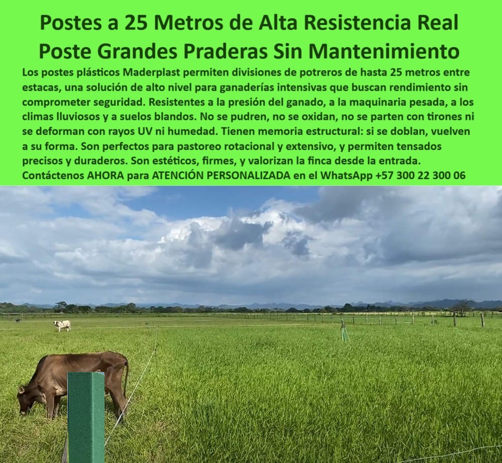 División De Potreros Grandes Extensiones Pastoreo Extensivo A 25 Metros Maderplast poste para cercas visibles y valorización predial, - Cerco con poste plástico que no se oxida ni se quiebra, - poste-de-polímero-sólido-ganadero, - Postes alineados en potrero de rotación ganadera intensiva, - poste plástico resistente a presión ganadera, - poste con memoria estructural para tensado de alambre, - poste-flexible-de-alta-duración, - poste ecológico para rotación de pasturas, - poste para optimizar separación en fincas ganaderas, - poste-para-pastoreo-intensivo-extensivo, - Cerca con postes separados a 25 metros en finca ganadera, - poste plástico para maquinaria pesada en praderas, - Poste resistente en suelo blando y clima lluvioso extremo, - poste reforzado para cargas ganaderas intensas, - ¿Dónde comprar postes plásticos para maquinaria pesada?, - poste para dividir grandes potreros sin mantenimiento, - poste flexible que no se quiebra bajo tensión, - poste sin mantenimiento para ganadería moderna, - poste-sin-mantenimiento-ni-pintura, - Postes plásticos firmes sobre praderas intensas de Meta, - poste de alta resistencia a jalones de alambre, - poste para campos ganaderos con praderas extensas, - poste-plástico-para-zonas-lluviosas, - Poste técnico para ganaderías de alta eficiencia rural, - poste agrícola para terrenos húmedos sin oxidación, - poste largo que no se dobla con el tiempo, - poste plástico sólido con memoria estructural, - poste-de-división-eficiente-de-fincas, - poste ideal para potreros con alta presión animal, - Estacones plásticos soportan presión sin doblarse, - poste para suelos húmedos y clima lluvioso, - poste que reduce mano de obra en instalación, - Cercado plástico sin deterioro por humedad ni rayos UV, - poste-para-suelos-blandos-y-praderas, - Poste de color verde sobre fondo de sabana de Puerto Gaitán, - poste estructural para suelos blandos y lluvia constante, - ¿Qué poste aguanta 25 metros entre estacas?, - poste dieléctrico para tensado en zonas húmedas, - poste plástico sin pintura ni corrosión, - poste ideal para hatos ganaderos tecnificados, - ¿Cuál es el poste más resistente para pastoreo?, - ¿Qué poste usar en zonas de lluvia para ganado?, - poste-plastico-ganadero-25-metros-puerto-gaitan-meta.jpg, - poste con alta durabilidad en zonas lluviosas, - poste plástico para divisiones ganaderas de 25 metros, - poste para cerco eficiente en suelos mojados, - Poste que no requiere pintura ni aislador para tensado, - poste que soporta maquinaria sin partirse, - poste reciclado de ingeniería avanzada rural, - poste que soporta impacto animal sin aflojarse, - poste-contra-maquinaria-pesada, - poste-anti-humedad-para-ganadería, - poste plástico para pastoreo intensivo y extensivo, - ¿Qué postes duran más sin mantenimiento en praderas?, - La imagen muestra un poste plástico Maderplast instalado en el Hato El Portal, en Puerto Gaitán, Meta, donde el clima lluvioso, la presión del ganado y los suelos blandos exigen materiales de máxima resistencia. Con una separación real de 25 metros entre estacas, los postes demuestran su capacidad estructural frente a condiciones exigentes. Este poste de polímero sólido no se pudre, no se oxida, no requiere pintura y resiste impactos de maquinaria pesada sin quebrarse ni perder alineación. Gracias a su memoria plástica, incluso si se dobla vuelve a su forma original, lo que lo hace ideal para pastoreo extensivo, rotacional y zonas propensas a humedad permanente. Además, su color estético mejora visualmente la finca, aportando valor desde la entrada. Maderplast garantiza más de 30 años sin reemplazos ni mantenimiento, haciendo de este poste una inversión definitiva para ganaderos que buscan eficiencia, sostenibilidad y rendimiento a largo plazo. Instale calidad comprobada donde realmente importa: en el campo., - poste-para-potreros-de-25-metros, - poste para cercas durables sin reemplazo frecuente 0 técnicas de tensado en zonas lluviosas, - estacón para maquinaria pesada, - Qué tipo de postes aguantan la presión del ganado sin romperse, poste PP División De Potreros Grandes Extensiones Pastoreo Extensivo A 25 Metros Maderplast 0 técnicas de tensado en zonas lluviosas estacón para maquinaria pesada Qué tipo de postes aguantan la presión del ganado sin romperse poste PP poste para cercas visibles y valorización predial, - Cerco con poste plástico que no se oxida ni se quiebra, - poste-de-polímero-sólido-ganadero, - Postes alineados en potrero de rotación ganadera intensiva, - poste plástico resistente a presión ganadera, - poste con memoria estructural para tensado de alambre, - poste-flexible-de-alta-duración, - poste ecológico para rotación de pasturas, - poste para optimizar separación en fincas ganaderas, - poste-para-pastoreo-intensivo-extensivo, - Cerca con postes separados a 25 metros en finca ganadera, - poste plástico para maquinaria pesada en praderas, - Poste resistente en suelo blando y clima lluvioso extremo, - poste reforzado para cargas ganaderas intensas, - ¿Dónde comprar postes plásticos para maquinaria pesada?, - poste para dividir grandes potreros sin mantenimiento, - poste flexible que no se quiebra bajo tensión, - poste sin mantenimiento para ganadería moderna, - poste-sin-mantenimiento-ni-pintura, - Postes plásticos firmes sobre praderas intensas de Meta, - poste de alta resistencia a jalones de alambre, - poste para campos ganaderos con praderas extensas, - poste-plástico-para-zonas-lluviosas, - Poste técnico para ganaderías de alta eficiencia rural, - poste agrícola para terrenos húmedos sin oxidación, - poste largo que no se dobla con el tiempo, - poste plástico sólido con memoria estructural, - poste-de-división-eficiente-de-fincas, - poste ideal para potreros con alta presión animal, - Estacones plásticos soportan presión sin doblarse, - poste para suelos húmedos y clima lluvioso, - poste que reduce mano de obra en instalación, - Cercado plástico sin deterioro por humedad ni rayos UV, - poste-para-suelos-blandos-y-praderas, - Poste de color verde sobre fondo de sabana de Puerto Gaitán, - poste estructural para suelos blandos y lluvia constante, - ¿Qué poste aguanta 25 metros entre estacas?, - poste dieléctrico para tensado en zonas húmedas, - poste plástico sin pintura ni corrosión, - poste ideal para hatos ganaderos tecnificados, - ¿Cuál es el poste más resistente para pastoreo?, - ¿Qué poste usar en zonas de lluvia para ganado?, - poste-plastico-ganadero-25-metros-puerto-gaitan-meta.jpg, - poste con alta durabilidad en zonas lluviosas, - poste plástico para divisiones ganaderas de 25 metros, - poste para cerco eficiente en suelos mojados, - Poste que no requiere pintura ni aislador para tensado, - poste que soporta maquinaria sin partirse, - poste reciclado de ingeniería avanzada rural, - poste que soporta impacto animal sin aflojarse, - poste-contra-maquinaria-pesada, - poste-anti-humedad-para-ganadería, - poste plástico para pastoreo intensivo y extensivo, - ¿Qué postes duran más sin mantenimiento en praderas?, - La imagen muestra un poste plástico Maderplast instalado en el Hato El Portal, en Puerto Gaitán, Meta, donde el clima lluvioso, la presión del ganado y los suelos blandos exigen materiales de máxima resistencia. Con una separación real de 25 metros entre estacas, los postes demuestran su capacidad estructural frente a condiciones exigentes. Este poste de polímero sólido no se pudre, no se oxida, no requiere pintura y resiste impactos de maquinaria pesada sin quebrarse ni perder alineación. Gracias a su memoria plástica, incluso si se dobla vuelve a su forma original, lo que lo hace ideal para pastoreo extensivo, rotacional y zonas propensas a humedad permanente. Además, su color estético mejora visualmente la finca, aportando valor desde la entrada. Maderplast garantiza más de 30 años sin reemplazos ni mantenimiento, haciendo de este poste una inversión definitiva para ganaderos que buscan eficiencia, sostenibilidad y rendimiento a largo plazo. Instale calidad comprobada donde realmente importa: en el campo., - poste-para-potreros-de-25-metros, - poste para cercas durables sin reemplazo frecuente 0 División De Potreros Grandes Extensiones Pastoreo Extensivo A 25 Metros Maderplast 0 técnicas de tensado en zonas lluviosas, - estacón para maquinaria pesada, - Qué tipo de postes aguantan la presión del ganado sin romperse, poste PP