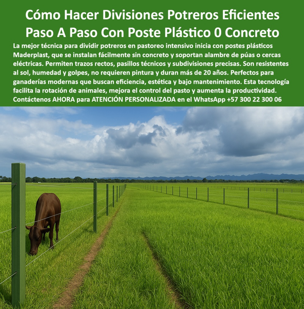 División profesional de cerca ganadera postes pastoreo postes ganaderos Maderplast poste plástico para dividir potrero intensivo, - poste-plástico-de-alta-resistencia, - poste técnico para rotación de animales, - instalación paso a paso de poste sin concreto, - poste firme para división sin concreto, - poste ideal para subdividir parcelas, - poste de plástico reciclado ignífugo, - poste recto para alineación precisa, - poste-maderplast-para-division-potreros-sin-concreto.jpg, - poste ecológico para zonas húmedas, - poste-sin-pintura-ni-mantenimiento, - poste estructural para potreros eficientes, - Subdivisión de praderas con postes verdes Maderplast, - Ganado pastando entre subdivisiones con varas verdes, - poste-maderplast-subdivisiones, - poste Maderplast sin concreto ni pintura, - Cerca ganadera Maderplast para rotación de animales, - poste que dura más de 20 años, - poste plástico con instalación rápida, - poste-técnico-control-de-ganado, - Vista aérea de potrero organizado con postes reciclados, - poste dieléctrico de larga duración Maderplast, - poste para cerca eléctrica reciclado, - poste plástico resistente al sol y agua, - poste plástico para división de potreros, - poste reciclado para subdivisión ganadera, - poste para subdivisiones ganaderas modernas, - poste para control de pasto en finca, - División de potreros con postes sin concreto, - Potrero dividido con estructura plástica sin aisladores, - Pasillos técnicos con postes Maderplast resistentes, - poste para subdividir pastos intensivos, - poste-plástico-sin-concreto, - Postes para pastos intensivos en sabana húmeda, - poste para ganado sin mantenimiento, - poste-con-memoria-plástica-rural, - cerca plástica para pastoreo en finca moderna, - poste para subdivisión de pastos en finca, - poste-para-pastoreo-rotacional, - poste plástico económico y profesional, - poste rural para subdivisión ecológica, - ¿Postes plásticos para rotación de animales?, - ¿Cuál es el mejor poste para ganadería intensiva?, - poste fácil de instalar en finca, - poste dieléctrico sin aisladores, - poste-para-potrero-sostenible, - ¿Dónde comprar postes Maderplast reciclados?, - Postes reciclados alineados en potreros de alta eficiencia, - poste seguro para ganado intensivo, - ¿Cómo dividir potreros sin usar concreto?, - poste-reciclado-ganadero, - La foto muestra una imagen real de una finca tecnificada en pastoreo intensivo, donde una vaca pasta tranquilamente entre divisiones perfectamente alineadas con postes plásticos Maderplast. Cada poste, de color verde profundo, está firmemente enterrado sobre terreno húmedo, sin concreto ni pintura. Su instalación es rápida y precisa, permitiendo subdivisiones largas, exactas y sin deformaciones. Estos postes Maderplast destacan por su resistencia al sol, la lluvia y los impactos del ganado. Son ideales para ganaderos que buscan eficiencia con sostenibilidad, sin aislamientos ni mantenimientos. Su estructura dieléctrica natural elimina riesgos eléctricos. Los caminos y pasillos formados entre potreros reflejan orden, control y aprovechamiento del pasto. Este sistema mejora la rotación de animales y reduce costos operativos. Perfecto para fincas ganaderas modernas. Tecnología probada en campo, que transforma el manejo de la finca., - poste sin óxido ni astillas para ganado, - ¿Qué poste sirve para subdividir pastos?, - poste plástico para pastoreo rotacional, - Postes verdes plásticos alineados en campo abierto, - poste-fácil-de-instalar-en-finca 0 Postes plásticos reutilizables control de potreros, - infraestructura-ganadera, - estructuras recicladas con protección ignífuga, - varas plásticas 0 División profesional de cerca ganadera postes pastoreo postes ganaderos Maderplast 0 Postes plásticos reutilizables control de potreros infraestructura ganadera estructuras recicladas con protección ignífuga varas plásticas poste plástico para dividir potrero intensivo, - poste-plástico-de-alta-resistencia, - poste técnico para rotación de animales, - instalación paso a paso de poste sin concreto, - poste firme para división sin concreto, - poste ideal para subdividir parcelas, - poste de plástico reciclado ignífugo, - poste recto para alineación precisa, - poste-maderplast-para-division-potreros-sin-concreto.jpg, - poste ecológico para zonas húmedas, - poste-sin-pintura-ni-mantenimiento, - poste estructural para potreros eficientes, - Subdivisión de praderas con postes verdes Maderplast, - Ganado pastando entre subdivisiones con varas verdes, - poste-maderplast-subdivisiones, - poste Maderplast sin concreto ni pintura, - Cerca ganadera Maderplast para rotación de animales, - poste que dura más de 20 años, - poste plástico con instalación rápida, - poste-técnico-control-de-ganado, - Vista aérea de potrero organizado con postes reciclados, - poste dieléctrico de larga duración Maderplast, - poste para cerca eléctrica reciclado, - poste plástico resistente al sol y agua, - poste plástico para división de potreros, - poste reciclado para subdivisión ganadera, - poste para subdivisiones ganaderas modernas, - poste para control de pasto en finca, - División de potreros con postes sin concreto, - Potrero dividido con estructura plástica sin aisladores, - Pasillos técnicos con postes Maderplast resistentes, - poste para subdividir pastos intensivos, - poste-plástico-sin-concreto, - Postes para pastos intensivos en sabana húmeda, - poste para ganado sin mantenimiento, - poste-con-memoria-plástica-rural, - cerca plástica para pastoreo en finca moderna, - poste para subdivisión de pastos en finca, - poste-para-pastoreo-rotacional, - poste plástico económico y profesional, - poste rural para subdivisión ecológica, - ¿Postes plásticos para rotación de animales?, - ¿Cuál es el mejor poste para ganadería intensiva?, - poste fácil de instalar en finca, - poste dieléctrico sin aisladores, - poste-para-potrero-sostenible, - ¿Dónde comprar postes Maderplast reciclados?, - Postes reciclados alineados en potreros de alta eficiencia, - poste seguro para ganado intensivo, - ¿Cómo dividir potreros sin usar concreto?, - poste-reciclado-ganadero, - La foto muestra una imagen real de una finca tecnificada en pastoreo intensivo, donde una vaca pasta tranquilamente entre divisiones perfectamente alineadas con postes plásticos Maderplast. Cada poste, de color verde profundo, está firmemente enterrado sobre terreno húmedo, sin concreto ni pintura. Su instalación es rápida y precisa, permitiendo subdivisiones largas, exactas y sin deformaciones. Estos postes Maderplast destacan por su resistencia al sol, la lluvia y los impactos del ganado. Son ideales para ganaderos que buscan eficiencia con sostenibilidad, sin aislamientos ni mantenimientos. Su estructura dieléctrica natural elimina riesgos eléctricos. Los caminos y pasillos formados entre potreros reflejan orden, control y aprovechamiento del pasto. Este sistema mejora la rotación de animales y reduce costos operativos. Perfecto para fincas ganaderas modernas. Tecnología probada en campo, que transforma el manejo de la finca., - poste sin óxido ni astillas para ganado, - ¿Qué poste sirve para subdividir pastos?, - poste plástico para pastoreo rotacional, - Postes verdes plásticos alineados en campo abierto, - poste-fácil-de-instalar-en-finca 0 División profesional de cerca ganadera postes pastoreo postes ganaderos Maderplast 0 Postes plásticos reutilizables control de potreros, - infraestructura-ganadera, - estructuras recicladas con protección ignífuga, - varas plásticas 0