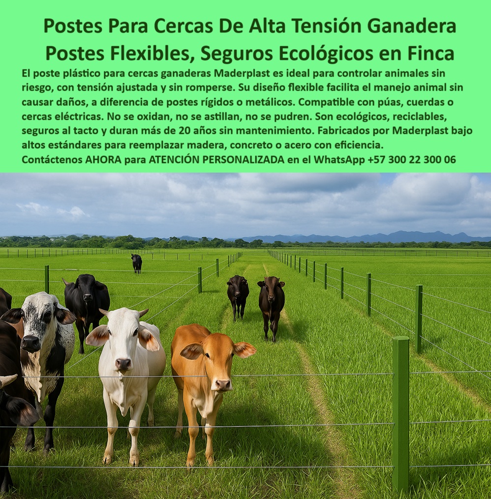 División profesional de cerca ganadera postes pastoreo postes ganaderos Maderplast poste ecológico para potrero sin mantenimiento, - poste-ganadero-para-pastoreo-extensivo, - poste que soporta tensión sin romperse, - poste innovador para cercas con menos mantenimiento, - División simétrica de potreros con postes sin desgaste, - Ganado controlado sin riesgo de heridas o choques, - poste ecológico para reemplazo de madera y metal, - ¿Qué poste es mejor para ganado sin lastimarlo?, - poste duradero para cercas con cuerda o hilo, - Cercas con alambre de púas y postes ecológicos, - poste con diseño técnico para potreros grandes, - poste plástico compatible con alambre de púas, - Separación de potreros extensivos con postes reciclados, - poste-compatible-con-cuerda-y-púas, - poste plástico seguro para división de ganado, - poste para proteger ganado sin riesgo, - Postes plásticos con soporte firme en finca ganadera, - poste-ecológico-sin-mantenimiento, - poste para tensión de cuerda sin deformación, - poste plástico para división de pastoreo intensivo, - poste para reemplazo de madera y acero en cercas, - Postes alineados y tensados con cuerda visible, - poste que no se oxida ni astilla ni pudre, - poste seguro para animales sin riesgo de herida, - poste de alta calidad para cerca ganadera, - poste plástico para sistemas de pasto controlado, - poste para ganadería extensiva sin corrosión, - poste-plastico-flexible-cerca-ganadera-la-fazenda-meta.jpg, - poste-dieléctrico-de-alta-seguridad, - poste reciclado para manejo de ganado en finca, - ¿Qué poste aguanta tensión sin romperse?, - poste para pastoreo rotacional sin mantenimiento, - poste-de-división-para-pastos, - poste estético para potreros sin químicos, - poste plástico flexible para cercas ganaderas, - Pastizales bien divididos por postes dieléctricos duraderos, - poste dieléctrico para cercas de ganadería, - poste para cerca eléctrica de alta seguridad, - ¿Dónde consigo postes plásticos para cercas con púa?, - Sistema de cercas estéticas y sin mantenimiento, - poste estructural para división ganadera profesional, - poste resistente para ganadería tecnificada, - poste-plástico-flexible-para-ganado, - poste para cercas con cuerda eléctrica o alambre, - poste-que-no-oxida-ni-astilla, - poste-para-fincas-en-puerto-gaitán, - Poste plástico verde en finca ganadera La Fazenda Meta, - poste-seguro-para-animales-en-cerca, - poste flexible para cercas ganaderas sostenibles, - ¿Qué poste no se oxida ni se parte con el tiempo?, - La imagen muestra una cerca ganadera profesional instalada en la finca La Fazenda, en Puerto Gaitán, Meta, donde se aprecia el uso de postes plásticos Maderplast flexibles, ecológicos y duraderos para dividir potreros extensivos. Cada poste soporta la tensión de alambres de púas perfectamente alineados, sin oxidarse, astillarse o romperse, garantizando una barrera segura para el manejo del ganado sin riesgos de lesiones. A diferencia de postes metálicos o de madera, estos postes plásticos no requieren pintura, no generan residuos tóxicos ni plagas, y resisten la intemperie por más de 20 años sin mantenimiento. Su flexibilidad los hace ideales para cercas que necesitan tensado constante sin comprometer la firmeza estructural. La imagen evidencia un sistema de cerca moderno, sostenible y optimizado, donde los postes Maderplast aportan estética, seguridad y tecnología para ganaderos que priorizan inversión inteligente y bienestar animal. Con Maderplast, invierte una vez y olvida los reemplazos., - Ganado seguro entre cercas sin óxido ni fracturas, - poste-para-potreros-profesionales, - poste plástico para cercas rurales económicas, - poste ideal para fincas sostenibles, - ¿Cuál es el poste más seguro para cerca ganadera?, - poste sin pintura ni aisladores eléctricos0 paso a paso instalación de cercas con púas, - postes flexibles manejo animal, - cercas-para-ganado, - tensión-cuerda-poste, - sustitutos-ecológicos 0 División profesional de cerca ganadera postes pastoreo postes ganaderos Maderplast 0 paso a paso instalación de cercas con púas postes flexibles manejo animal cercas para ganado tensión cuerda poste sustitutos ecológicos poste ecológico para potrero sin mantenimiento, - poste-ganadero-para-pastoreo-extensivo, - poste que soporta tensión sin romperse, - poste innovador para cercas con menos mantenimiento, - División simétrica de potreros con postes sin desgaste, - Ganado controlado sin riesgo de heridas o choques, - poste ecológico para reemplazo de madera y metal, - ¿Qué poste es mejor para ganado sin lastimarlo?, - poste duradero para cercas con cuerda o hilo, - Cercas con alambre de púas y postes ecológicos, - poste con diseño técnico para potreros grandes, - poste plástico compatible con alambre de púas, - Separación de potreros extensivos con postes reciclados, - poste-compatible-con-cuerda-y-púas, - poste plástico seguro para división de ganado, - poste para proteger ganado sin riesgo, - Postes plásticos con soporte firme en finca ganadera, - poste-ecológico-sin-mantenimiento, - poste para tensión de cuerda sin deformación, - poste plástico para división de pastoreo intensivo, - poste para reemplazo de madera y acero en cercas, - Postes alineados y tensados con cuerda visible, - poste que no se oxida ni astilla ni pudre, - poste seguro para animales sin riesgo de herida, - poste de alta calidad para cerca ganadera, - poste plástico para sistemas de pasto controlado, - poste para ganadería extensiva sin corrosión, - poste-plastico-flexible-cerca-ganadera-la-fazenda-meta.jpg, - poste-dieléctrico-de-alta-seguridad, - poste reciclado para manejo de ganado en finca, - ¿Qué poste aguanta tensión sin romperse?, - poste para pastoreo rotacional sin mantenimiento, - poste-de-división-para-pastos, - poste estético para potreros sin químicos, - poste plástico flexible para cercas ganaderas, - Pastizales bien divididos por postes dieléctricos duraderos, - poste dieléctrico para cercas de ganadería, - poste para cerca eléctrica de alta seguridad, - ¿Dónde consigo postes plásticos para cercas con púa?, - Sistema de cercas estéticas y sin mantenimiento, - poste estructural para división ganadera profesional, - poste resistente para ganadería tecnificada, - poste-plástico-flexible-para-ganado, - poste para cercas con cuerda eléctrica o alambre, - poste-que-no-oxida-ni-astilla, - poste-para-fincas-en-puerto-gaitán, - Poste plástico verde en finca ganadera La Fazenda Meta, - poste-seguro-para-animales-en-cerca, - poste flexible para cercas ganaderas sostenibles, - ¿Qué poste no se oxida ni se parte con el tiempo?, - La imagen muestra una cerca ganadera profesional instalada en la finca La Fazenda, en Puerto Gaitán, Meta, donde se aprecia el uso de postes plásticos Maderplast flexibles, ecológicos y duraderos para dividir potreros extensivos. Cada poste soporta la tensión de alambres de púas perfectamente alineados, sin oxidarse, astillarse o romperse, garantizando una barrera segura para el manejo del ganado sin riesgos de lesiones. A diferencia de postes metálicos o de madera, estos postes plásticos no requieren pintura, no generan residuos tóxicos ni plagas, y resisten la intemperie por más de 20 años sin mantenimiento. Su flexibilidad los hace ideales para cercas que necesitan tensado constante sin comprometer la firmeza estructural. La imagen evidencia un sistema de cerca moderno, sostenible y optimizado, donde los postes Maderplast aportan estética, seguridad y tecnología para ganaderos que priorizan inversión inteligente y bienestar animal. Con Maderplast, invierte una vez y olvida los reemplazos., - Ganado seguro entre cercas sin óxido ni fracturas, - poste-para-potreros-profesionales, - poste plástico para cercas rurales económicas, - poste ideal para fincas sostenibles, - ¿Cuál es el poste más seguro para cerca ganadera?, - poste sin pintura ni aisladores eléctricos 0 División profesional de cerca ganadera postes pastoreo postes ganaderos Maderplast 0 paso a paso instalación de cercas con púas, - postes flexibles manejo animal, - cercas-para-ganado, - tensión-cuerda-poste, - sustitutos-ecológicos 0