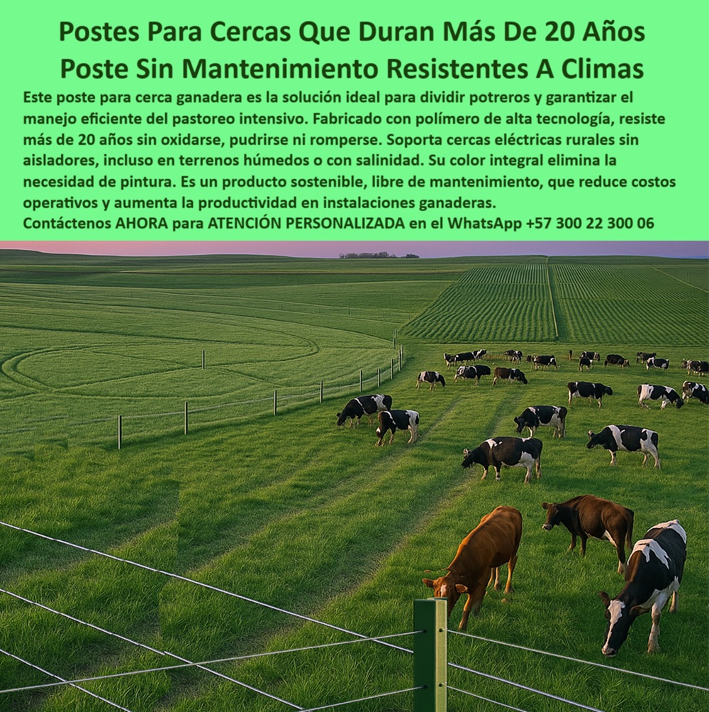División profesional de cerca ganadera postes pastoreo postes ganaderos Maderplast poste para cerca rural sin inversión recurrente, - poste que no se pudre en terrenos húmedos, - poste para cerca ganadera sin óxido ni pintura, - poste-que-dura-20-años, - poste sostenible para cercas de gran extensión, - Postes duraderos alineados sobre potreros de pasto limpio, - poste-reciclado-alta-resistencia, - poste para sistemas intensivos de producción animal, - Vista aérea de potreros con postes para cercas sostenibles, - poste-agropecuario-sin-óxido, - Postes plásticos alineados en terrenos rurales planos, - poste-tecnificado-para-ganado, - Ganadería moderna usando polímeros técnicos reciclables, - Poste ecológico para ganadería extensiva en sabanas tropicales, - poste-sin-pintura-ni-mantenimiento, - poste técnico ideal para climas extremos y salinos, - poste plástico rural resistente al clima sin mantenimiento, - poste con más de 20 años de duración probada, - Tensión uniforme de cerca con postes plásticos sin aislador, - poste verde ecológico para proyectos agrícolas, - poste con soporte firme para tensión de alambre, - Sistema de división ganadera rural con postes sin pintura, - Ganado pastando entre postes de cercas eléctricas modernas, - poste dieléctrico sin aisladores para cercas eléctricas, - Cerca verde con postes instalados a gran distancia entre sí, - poste sin mantenimiento para climas tropicales y salinos, - poste para ganadería extensiva de alta eficiencia, - poste rural ideal para grandes rebaños, - poste-para-climas-salinos-húmedos, - poste confiable para separación de ganado sin reemplazo, - poste-para-potreros-extensivos, - ¿Cuál es el mejor poste para electrificar cercas rurales?, - cercado ecológico con postes duraderos sin pintura, - poste-ganadero-duradero-potreros-puerto-gaitan-menonitas.jpg, - poste de alta tecnología para cercas eléctricas rurales, - poste verde para cerca de ganado extensivo sin óxido, - poste resistente al impacto de maquinaria agrícola, - poste estable para terrenos blandos o inclinados, - Finca menonita tecnificada con postes plásticos en Puerto Gaitán, - poste plástico técnico para electrificación ganadera, - cerca con poste reciclado para pastoreo intensivo, - ¿Cuál es el poste más resistente para ganado?, - poste con memoria estructural que no se deforma, - poste-plástico-para-ganadería, - poste rural resistente para potreros de gran escala, - poste ligero y duradero para finca tecnificada, - poste-ecológico-rural-resistente, - poste plástico para sistemas agropecuarios modernos, - La imagen capturada desde un dron en una finca de colonos menonitas en Puerto Gaitán, Meta, muestra una instalación tecnificada de cercas ganaderas con postes plásticos de alta ingeniería, diseñados para durar más de 20 años sin oxidarse, pudrirse ni requerir pintura. Estos postes permiten divisiones de pasto amplias, eficientes y limpias, optimizando la rotación del ganado en sistemas de pastoreo intensivo o extensivo. Gracias a su resistencia estructural, son aptos para terrenos húmedos, salinos o de alta presión animal. Están fabricados en polímero reciclado con color integral, lo que elimina el mantenimiento estético y técnico. Son ideales para la electrificación rural sin aisladores, maximizando la seguridad del ganado y reduciendo los costos operativos. Con su forma sólida y uniforme, representan una solución confiable para agricultores que buscan eficiencia y retorno de inversión sostenible. Este tipo de cerca transforma el paisaje y profesionaliza la ganadería, como lo demuestra el ejemplo real de esta comunidad., - ¿Qué tipo de poste no necesita pintura ni reemplazo?, - ¿Qué poste funciona en climas húmedos o salinos?, - poste para dividir potreros intensivos con eficiencia, - poste con color integral sin decoloración, - poste reciclable ideal para pastoreo rotacional, - poste-instalación-intensiva-ganadera, - ¿Qué poste dura más de 20 años para potreros?, - poste diseñado para mejorar productividad rural0 poste para cerca resiste más de 20 años, - instalación ganadera con postes sin mantenimiento instalación cercas eléctricas rurales, - postes División División profesional de cerca ganadera postes pastoreo postes ganaderos Maderplast 0 poste para cerca resiste más de 20 años instalación ganadera con postes sin mantenimiento instalación cercas eléctricas rurales postes División poste para cerca rural sin inversión recurrente, - poste que no se pudre en terrenos húmedos, - poste para cerca ganadera sin óxido ni pintura, - poste-que-dura-20-años, - poste sostenible para cercas de gran extensión, - Postes duraderos alineados sobre potreros de pasto limpio, - poste-reciclado-alta-resistencia, - poste para sistemas intensivos de producción animal, - Vista aérea de potreros con postes para cercas sostenibles, - poste-agropecuario-sin-óxido, - Postes plásticos alineados en terrenos rurales planos, - poste-tecnificado-para-ganado, - Ganadería moderna usando polímeros técnicos reciclables, - Poste ecológico para ganadería extensiva en sabanas tropicales, - poste-sin-pintura-ni-mantenimiento, - poste técnico ideal para climas extremos y salinos, - poste plástico rural resistente al clima sin mantenimiento, - poste con más de 20 años de duración probada, - Tensión uniforme de cerca con postes plásticos sin aislador, - poste verde ecológico para proyectos agrícolas, - poste con soporte firme para tensión de alambre, - Sistema de división ganadera rural con postes sin pintura, - Ganado pastando entre postes de cercas eléctricas modernas, - poste dieléctrico sin aisladores para cercas eléctricas, - Cerca verde con postes instalados a gran distancia entre sí, - poste sin mantenimiento para climas tropicales y salinos, - poste para ganadería extensiva de alta eficiencia, - poste rural ideal para grandes rebaños, - poste-para-climas-salinos-húmedos, - poste confiable para separación de ganado sin reemplazo, - poste-para-potreros-extensivos, - ¿Cuál es el mejor poste para electrificar cercas rurales?, - cercado ecológico con postes duraderos sin pintura, - poste-ganadero-duradero-potreros-puerto-gaitan-menonitas.jpg, - poste de alta tecnología para cercas eléctricas rurales, - poste verde para cerca de ganado extensivo sin óxido, - poste resistente al impacto de maquinaria agrícola, - poste estable para terrenos blandos o inclinados, - Finca menonita tecnificada con postes plásticos en Puerto Gaitán, - poste plástico técnico para electrificación ganadera, - cerca con poste reciclado para pastoreo intensivo, - ¿Cuál es el poste más resistente para ganado?, - poste con memoria estructural que no se deforma, - poste-plástico-para-ganadería, - poste rural resistente para potreros de gran escala, - poste ligero y duradero para finca tecnificada, - poste-ecológico-rural-resistente, - poste plástico para sistemas agropecuarios modernos, - La imagen capturada desde un dron en una finca de colonos menonitas en Puerto Gaitán, Meta, muestra una instalación tecnificada de cercas ganaderas con postes plásticos de alta ingeniería, diseñados para durar más de 20 años sin oxidarse, pudrirse ni requerir pintura. Estos postes permiten divisiones de pasto amplias, eficientes y limpias, optimizando la rotación del ganado en sistemas de pastoreo intensivo o extensivo. Gracias a su resistencia estructural, son aptos para terrenos húmedos, salinos o de alta presión animal. Están fabricados en polímero reciclado con color integral, lo que elimina el mantenimiento estético y técnico. Son ideales para la electrificación rural sin aisladores, maximizando la seguridad del ganado y reduciendo los costos operativos. Con su forma sólida y uniforme, representan una solución confiable para agricultores que buscan eficiencia y retorno de inversión sostenible. Este tipo de cerca transforma el paisaje y profesionaliza la ganadería, como lo demuestra el ejemplo real de esta comunidad., - ¿Qué tipo de poste no necesita pintura ni reemplazo?, - ¿Qué poste funciona en climas húmedos o salinos?, - poste para dividir potreros intensivos con eficiencia, - poste con color integral sin decoloración, - poste reciclable ideal para pastoreo rotacional, - poste-instalación-intensiva-ganadera, - ¿Qué poste dura más de 20 años para potreros?, - poste diseñado para mejorar productividad rural 0 División profesional de cerca ganadera postes pastoreo postes ganaderos Maderplast 0 poste para cerca resiste más de 20 años, - instalación ganadera con postes sin mantenimiento instalación cercas eléctricas rurales, - postes División