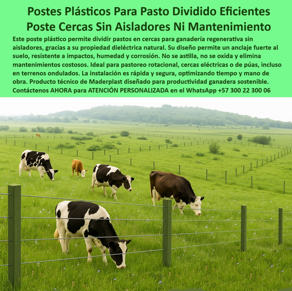 División profesional de cerca ganadera postes pastoreo postes ganaderos Maderplast postes para división de pastos por rotación, - División de pasto regenerativo con postes plásticos oscuros, - ¿Postes de plástico resistentes a humedad y golpes?, - sistema de pastoreo intensivo con postes resistentes, - cercas sostenibles con poste plástico reciclado, - Instalación de cercas ecológicas con postes reciclables durables, - poste flexible que no se quiebra ni astilla, - Línea de postes ecológicos marcando potreros ganaderos, - poste-antioxidante-reciclable, - poste-plastico-ganadero-sin-aisladores-finca-choconta.jpg, - postes para praderas con alambre sin aisladores, - poste-para-terreno-ondulado, - ¿Qué cerca usar para pastoreo sin químicos?, - ¿Postes ecológicos para finca ganadera intensiva?, - poste plástico sin óxido ni pintura para cercas, - postes reciclables para potreros divididos, - poste ganadero ecológico resistente a humedad, - Ganado pastando con cercado plástico sin óxido ni pintura, - Cercado lineal ecológico en finca lechera sobre terreno ondulado, - ¿Cuál es el mejor poste para cercas regenerativas?, - ¿Qué poste usar para dividir pastos sin aisladores?, - poste ecológico para cercas sin mantenimiento, - postes durables para ganadería sin químicos, - cerca eléctrica sin aisladores para ganado lechero, - poste para pasto dividido alta resistencia, - poste para cercas eléctricas en finca lechera, - La imagen muestra una división profesional de potreros instalada con postes plásticos en la finca lechera de Chocontá, Cundinamarca, donde se implementa un sistema de pastoreo regenerativo sin uso de aisladores ni estructuras metálicas. Los postes, de diseño técnico en polímero reciclado, ofrecen anclaje fuerte al suelo, soportan humedad, impactos, rayos UV y no se oxidan, ni requieren pintura. Su propiedad dieléctrica natural elimina la necesidad de aisladores, reduciendo costos de materiales y mano de obra. Gracias a su flexibilidad estructural, estos postes se adaptan a terrenos inclinados y ondulados, sin deformarse ni astillarse, garantizando alineación y seguridad a largo plazo. Una solución sostenible para ganaderos que buscan eficiencia, reducción de insumos y máxima durabilidad sin mantenimiento. Esta cerca, más que una división, es una inversión técnica y rentable. Maderplast transforma la forma de producir en el campo colombiano, cuidando el medio ambiente y la rentabilidad de cada hectárea., - postes-finca-lechera-chocontá, - poste plástico para dividir pasto en ganadería, - Sistema de división en finca verde sin postes de madera, - poste de fácil instalación para terrenos verdes, - postes sólidos para finca de producción intensiva, - Postes alineados en finca productiva sin señales de desgaste, - Pastoreo eficiente con postes plásticos instalados sin falla, - poste con memoria estructural para cercas de púas, - poste dieléctrico sin mantenimiento para praderas, - poste para ganadería sostenible de largo plazo, - sistema de cerca sin aisladores en pastoreo regenerativo, - poste-sin-pintura-ni-corrosión, - poste con anclaje fuerte para terrenos ondulados, - poste-ecológico-para-potreros, - cerca técnica con postes de polímero sólido, - poste-división-profesional-pastos, - postes para pastoreo regenerativo sin aisladores, - Pradera dividida con postes plásticos visibles en pasto verde, - Postes de polímero sólido alineados sin aisladores visibles, - poste plástico para división de pasto en finca, - postes sin óxido para potreros húmedos, - cercas-de-pastoreo-regenerativo, - poste-plástico-para-pasto-dividido, - poste-ganadero-sin-mantenimiento, - postes para dividir potreros sin aisladores, - división profesional de pastos para vacas lecheras, - poste reciclable para sistemas agrícolas modernos, - cerca-sin-aisladores-para-ganado, - poste Maderplast para cercas de praderas intensivas, - poste sin óxido para ganadería de leche intensiva 0 poste para pasto dividido, - cómo asegurar alambre de púas sin aislador, - anclaje fuerte para postes plásticos, - cercas de pastoreo regenerativo PP División profesional de cerca ganadera postes pastoreo postes ganaderos Maderplast 0 poste para pasto dividido cómo asegurar alambre de púas sin aislador anclaje fuerte para postes plásticos cercas de pastoreo regenerativo PP postes para división de pastos por rotación, - División de pasto regenerativo con postes plásticos oscuros, - ¿Postes de plástico resistentes a humedad y golpes?, - sistema de pastoreo intensivo con postes resistentes, - cercas sostenibles con poste plástico reciclado, - Instalación de cercas ecológicas con postes reciclables durables, - poste flexible que no se quiebra ni astilla, - Línea de postes ecológicos marcando potreros ganaderos, - poste-antioxidante-reciclable, - poste-plastico-ganadero-sin-aisladores-finca-choconta.jpg, - postes para praderas con alambre sin aisladores, - poste-para-terreno-ondulado, - ¿Qué cerca usar para pastoreo sin químicos?, - ¿Postes ecológicos para finca ganadera intensiva?, - poste plástico sin óxido ni pintura para cercas, - postes reciclables para potreros divididos, - poste ganadero ecológico resistente a humedad, - Ganado pastando con cercado plástico sin óxido ni pintura, - Cercado lineal ecológico en finca lechera sobre terreno ondulado, - ¿Cuál es el mejor poste para cercas regenerativas?, - ¿Qué poste usar para dividir pastos sin aisladores?, - poste ecológico para cercas sin mantenimiento, - postes durables para ganadería sin químicos, - cerca eléctrica sin aisladores para ganado lechero, - poste para pasto dividido alta resistencia, - poste para cercas eléctricas en finca lechera, - La imagen muestra una división profesional de potreros instalada con postes plásticos en la finca lechera de Chocontá, Cundinamarca, donde se implementa un sistema de pastoreo regenerativo sin uso de aisladores ni estructuras metálicas. Los postes, de diseño técnico en polímero reciclado, ofrecen anclaje fuerte al suelo, soportan humedad, impactos, rayos UV y no se oxidan, ni requieren pintura. Su propiedad dieléctrica natural elimina la necesidad de aisladores, reduciendo costos de materiales y mano de obra. Gracias a su flexibilidad estructural, estos postes se adaptan a terrenos inclinados y ondulados, sin deformarse ni astillarse, garantizando alineación y seguridad a largo plazo. Una solución sostenible para ganaderos que buscan eficiencia, reducción de insumos y máxima durabilidad sin mantenimiento. Esta cerca, más que una división, es una inversión técnica y rentable. Maderplast transforma la forma de producir en el campo colombiano, cuidando el medio ambiente y la rentabilidad de cada hectárea., - postes-finca-lechera-chocontá, - poste plástico para dividir pasto en ganadería, - Sistema de división en finca verde sin postes de madera, - poste de fácil instalación para terrenos verdes, - postes sólidos para finca de producción intensiva, - Postes alineados en finca productiva sin señales de desgaste, - Pastoreo eficiente con postes plásticos instalados sin falla, - poste con memoria estructural para cercas de púas, - poste dieléctrico sin mantenimiento para praderas, - poste para ganadería sostenible de largo plazo, - sistema de cerca sin aisladores en pastoreo regenerativo, - poste-sin-pintura-ni-corrosión, - poste con anclaje fuerte para terrenos ondulados, - poste-ecológico-para-potreros, - cerca técnica con postes de polímero sólido, - poste-división-profesional-pastos, - postes para pastoreo regenerativo sin aisladores, - Pradera dividida con postes plásticos visibles en pasto verde, - Postes de polímero sólido alineados sin aisladores visibles, - poste plástico para división de pasto en finca, - postes sin óxido para potreros húmedos, - cercas-de-pastoreo-regenerativo, - poste-plástico-para-pasto-dividido, - poste-ganadero-sin-mantenimiento, - postes para dividir potreros sin aisladores, - división profesional de pastos para vacas lecheras, - poste reciclable para sistemas agrícolas modernos, - cerca-sin-aisladores-para-ganado, - poste Maderplast para cercas de praderas intensivas, - poste sin óxido para ganadería de leche intensiva 0 División profesional de cerca ganadera postes pastoreo postes ganaderos Maderplast 0 poste para pasto dividido, - cómo asegurar alambre de púas sin aislador, - anclaje fuerte para postes plásticos, - cercas de pastoreo regenerativo PP