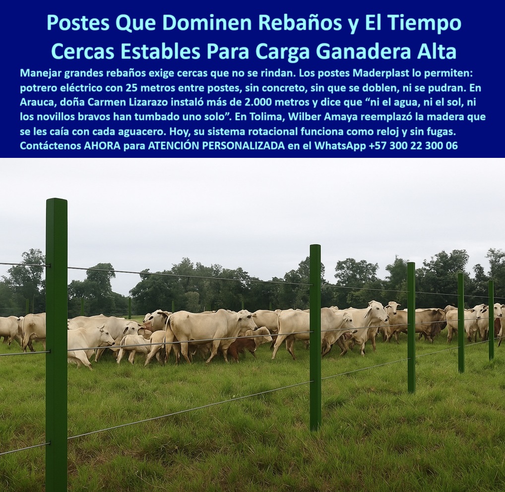 Manejo De Ganado Potrero Intensivo Grandes Rebaños Poste A 25 Metros Maderplast poste Maderplast para cercas eléctricas de largo alcance, - poste dieléctrico para potreros sin aisladores adicionales, - poste maderplast que ahorra costes y mano de obra, - poste-maderplast-25-metros, - ¿Qué poste aguanta toros bravos sin partirse ni oxidarse?, - poste resistente al agua sol orina y fricción del ganado, - ¿Qué poste sirve para manejar rebaños grandes sin que se caiga?, - poste de alta ingeniería para división ganadera eficiente, - poste confiable frente a humedad constante y lluvias, - poste ecológico para grandes fincas con pastoreo rotativo, - División rural ganadera con postes sólidos y duraderos, - Postes Maderplast alineados en potrero con carga alta, - poste con memoria plástica para presión de animales, - poste ganadero que reemplaza madera sin deteriorarse, - Postes sin pintura ni oxido sosteniendo alambre eléctrico, - poste plástico ideal para sistemas rotacionales intensivos, - poste sin concreto fácil de instalar en terrenos extensos, - poste liviano que soporta impacto continuo sin romper, - poste para delimitar más de 2.000 metros sin fallos, - poste firme que evita caídas en cada aguacero, - poste-para-grandes-rebaños, - poste sólido para división de potrero en clima tropical, - poste-tecnológico-para-sistema-rotacional, - poste reciclado para manejar grandes extensiones ganaderas, - poste firme para alta carga animal sin reemplazos, - La imagen presenta un sistema rotacional intensivo con un gran rebaño contenido por postes plásticos Maderplast, instalados a 25 metros entre sí. Estos postes no requieren concreto ni aisladores, son dieléctricos, no se doblan, no se oxidan y resisten el impacto de novillos sin deterioro. Su alta rigidez y flexibilidad permiten funcionar incluso bajo lluvias frecuentes, sin perder firmeza ni alineación. Maderplast garantiza durabilidad, eficiencia y confianza para cercas ganaderas exigentes. Maderplast transforma la inversión ganadera en tranquilidad productiva., - poste sin mantenimiento que no se dobla ni se cae, - poste-sin-concreto-sin-pudrición, - ¿Cuál es el mejor poste para potreros extensos sin mantenimiento?, - poste fuerte y flexible que no se oxida ni pinta, - Poste plástico para cercas eléctricas ganaderas sin aisladores, - ¿Cómo cercar un potrero sin usar postes de concreto?, - Cerca eléctrica para rebaño con postes plásticos firmes, - cerca-electrica-con-postes-firmes, - poste que aguanta novillos bravos sin romperse, - Estacas plásticas para finca de engorde tecnificado, - poste plástico para rebaños grandes con presión intensiva, - poste-resistente-a-clima-humedo, - poste-firme-para-carga-alta, - poste-plastico-para-cercas-electricas-de-rebano-grande-intensivo.jpg, - Poste sin mantenimiento para 2.000 metros de cerca rural, - ¿Dónde comprar postes duraderos para cerca eléctrica ganadera?, - poste estructural sin concreto para cerca eléctrica ganadera, - Poste ecológico para rebaños intensivos en clima tropical, - poste-reciclado-para-ganaderia, - Línea de postes firmes delimitando hato ganadero extenso, - Potrero con cercado plástico resistente a presión animal, - poste-plastico-potrero-intensivo, - Cerca ganadera de largo alcance con postes reciclados, - Rebaño controlado por cerca de postes a 25 metros, - Recomendación de poste para potrero con presión de ganado, - poste dieléctrico con distancia de hasta 25 metros, - Sistema rotacional ganadero con postes sin concreto, - ¿Qué poste usar para sistema rotacional con alta carga animal?, - poste seguro para manejo técnico de hatos ganaderos, - poste-dieléctrico-para-potreros, - poste visible desde cualquier punto del potrero ganadero0 Estacas plásticas en sistema rotacional de potreros, - poste plástico cerca eléctrica, - estacas plásticas resistentes al clima, - poste cerca duradera Manejo De Ganado Potrero Intensivo Grandes Rebaños Poste A 25 Metros Maderplast 0 Estacas plásticas en sistema rotacional de potreros poste plástico cerca eléctrica estacas plásticas resistentes al clima poste cerca duradera poste Maderplast para cercas eléctricas de largo alcance, - poste dieléctrico para potreros sin aisladores adicionales, - poste maderplast que ahorra costes y mano de obra, - poste-maderplast-25-metros, - ¿Qué poste aguanta toros bravos sin partirse ni oxidarse?, - poste resistente al agua sol orina y fricción del ganado, - ¿Qué poste sirve para manejar rebaños grandes sin que se caiga?, - poste de alta ingeniería para división ganadera eficiente, - poste confiable frente a humedad constante y lluvias, - poste ecológico para grandes fincas con pastoreo rotativo, - División rural ganadera con postes sólidos y duraderos, - Postes Maderplast alineados en potrero con carga alta, - poste con memoria plástica para presión de animales, - poste ganadero que reemplaza madera sin deteriorarse, - Postes sin pintura ni oxido sosteniendo alambre eléctrico, - poste plástico ideal para sistemas rotacionales intensivos, - poste sin concreto fácil de instalar en terrenos extensos, - poste liviano que soporta impacto continuo sin romper, - poste para delimitar más de 2.000 metros sin fallos, - poste firme que evita caídas en cada aguacero, - poste-para-grandes-rebaños, - poste sólido para división de potrero en clima tropical, - poste-tecnológico-para-sistema-rotacional, - poste reciclado para manejar grandes extensiones ganaderas, - poste firme para alta carga animal sin reemplazos, - La imagen presenta un sistema rotacional intensivo con un gran rebaño contenido por postes plásticos Maderplast, instalados a 25 metros entre sí. Estos postes no requieren concreto ni aisladores, son dieléctricos, no se doblan, no se oxidan y resisten el impacto de novillos sin deterioro. Su alta rigidez y flexibilidad permiten funcionar incluso bajo lluvias frecuentes, sin perder firmeza ni alineación. Maderplast garantiza durabilidad, eficiencia y confianza para cercas ganaderas exigentes. Maderplast transforma la inversión ganadera en tranquilidad productiva., - poste sin mantenimiento que no se dobla ni se cae, - poste-sin-concreto-sin-pudrición, - ¿Cuál es el mejor poste para potreros extensos sin mantenimiento?, - poste fuerte y flexible que no se oxida ni pinta, - Poste plástico para cercas eléctricas ganaderas sin aisladores, - ¿Cómo cercar un potrero sin usar postes de concreto?, - Cerca eléctrica para rebaño con postes plásticos firmes, - cerca-electrica-con-postes-firmes, - poste que aguanta novillos bravos sin romperse, - Estacas plásticas para finca de engorde tecnificado, - poste plástico para rebaños grandes con presión intensiva, - poste-resistente-a-clima-humedo, - poste-firme-para-carga-alta, - poste-plastico-para-cercas-electricas-de-rebano-grande-intensivo.jpg, - Poste sin mantenimiento para 2.000 metros de cerca rural, - ¿Dónde comprar postes duraderos para cerca eléctrica ganadera?, - poste estructural sin concreto para cerca eléctrica ganadera, - Poste ecológico para rebaños intensivos en clima tropical, - poste-reciclado-para-ganaderia, - Línea de postes firmes delimitando hato ganadero extenso, - Potrero con cercado plástico resistente a presión animal, - poste-plastico-potrero-intensivo, - Cerca ganadera de largo alcance con postes reciclados, - Rebaño controlado por cerca de postes a 25 metros, - Recomendación de poste para potrero con presión de ganado, - poste dieléctrico con distancia de hasta 25 metros, - Sistema rotacional ganadero con postes sin concreto, - ¿Qué poste usar para sistema rotacional con alta carga animal?, - poste seguro para manejo técnico de hatos ganaderos, - poste-dieléctrico-para-potreros, - poste visible desde cualquier punto del potrero ganadero 0 Manejo De Ganado Potrero Intensivo Grandes Rebaños Poste A 25 Metros Maderplast 0 Estacas plásticas en sistema rotacional de potreros, - poste plástico cerca eléctrica, - estacas plásticas resistentes al clima, - poste cerca duradera