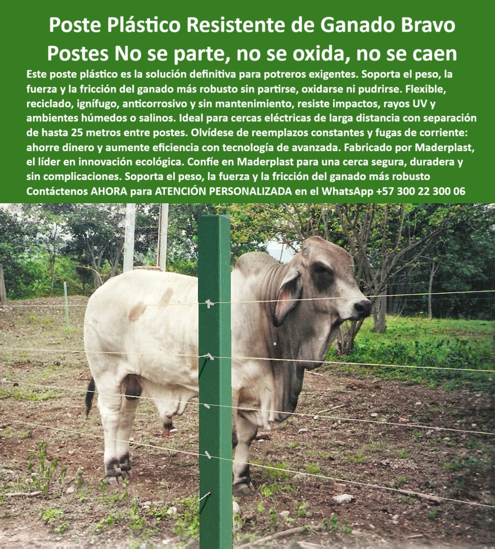 Manejo De Ganado Potrero Intensivo Grandes Rebaños Poste A 25 Metros Maderplast poste seguro para delimitar grandes extensiones agrícolas, - poste plástico para ganadería extensiva sin oxidación, - Poste ecológico en cerca firme de alta tensión, - poste económico para potreros eléctricos de largo alcance, - poste-plástico-sin-mantenimiento, - poste para dividir potreros extensos con toros, - poste plástico para cercas de ganado bravo, - poste confiable para alambrados en zonas ganaderas, - ¿Qué poste resiste impactos y tensión sin oxidarse?, - poste-maderplast-para-potrero, - poste sólido para confinamiento de ganado pesado, - Poste verde Maderplast en cerca de potrero intensivo, - ¿Qué poste plástico funciona para potreros con toros grandes?, - poste estructural plástico para fuerza ganadera extrema, - poste dieléctrico resistente a humedad y gasolina, - ¿Qué poste aguanta fricción, humedad y alambre eléctrico?, - poste plástico que evita fugas de ganado, - ¿Dónde venden postes plásticos para potrero intensivo?, - ¿Qué poste dura más y no se oxida nunca?, - Cerca ganadera con poste Maderplast resistente a impactos, - poste de polipropileno resistente a rayos UV, - poste-resistente-a-impactos, - Recomiéndame un poste para ganadería intensiva sin mantenimiento, - poste-ignifugo-para-campo, - poste-flexible-para-cercas, - poste inmune al fuego para zonas rurales calurosas, - poste reciclado para cercado de ganado de alto peso, - poste-fuerte-para-toros, - Cerramiento rural eléctrico con poste plástico dieléctrico, - poste sin mantenimiento ideal para criaderos rurales, - Poste para cercas ganaderas que no se rompa ni requiera pintura, - poste flexible para cercas eléctricas de alta tensión, - Ganado pesado confinado con poste sin oxidación, - Poste reciclado soportando fricción del ganado de alto peso, - poste-durable-contra-humedad, - Poste plástico estructural para manejo de ganado fuerte, - Poste plástico frente a toro bravo para cerca ganadera segura, - poste-para-ganado-bravo, - poste ecológico contra impactos y tracción animal, - poste anti vandalismo para potreros de alto impacto, - poste reforzado que soporta fricción de ganado fuerte, - ¿Cuál es el mejor poste ecológico para cercas con electricidad?, - Poste plástico inmune al fuego y sin pintura, - poste seguro para potrero con alambre electrificado, - poste-reciclado-para-ganadería, - poste sin reemplazo para cercas permanentes rurales, - poste resistente para potreros intensivos sin mantenimiento, - poste sin pintura con color integral y UV, - poste con alta resistencia mecánica para toros bravos, - ¿Cuál es el poste más fuerte para ganado pesado?, - poste ignífugo para manejo de grandes rebaños, - ¿Qué poste resiste la fuerza de toros bravos sin romperse?, - En la imagen vemos un toro de gran tamaño frente a un poste plástico Maderplast, firme y sin deformación, demostrando su capacidad de soportar fuerza, fricción y tensión ganadera extrema. Este poste no se oxida, no se rompe, no requiere mantenimiento, y resiste el peso y la presión del ganado más bravo. Maderplast fabrica postes ignífugos, anticorrosivos y reciclados, ideales para potreros intensivos con separación de hasta 25 metros entre postes. Su estructura dieléctrica permite cercas eléctricas sin aisladores y sin complicaciones. Maderplast ofrece tecnología ganadera definitiva, rentable, ecológica y sin reemplazos. Maderplast es confianza para el campo., - poste-plastico-para-ganado-bravo-resistente-y-sin-mantenimiento.jpg, - Cerca de seguridad ganadera con poste de alto desempeño, - poste duradero que no se parte ni se pudre, - poste-eléctrico-para-potreros 0 cercado de grandes extensiones agrícolas, - poste flexible resistente, - poste ecológico a prueba de gasolina e incendios, - poste-resistente-a-Fuegos 0 Manejo De Ganado Potrero Intensivo Grandes Rebaños Poste A 25 Metros Maderplast 0 cercado de grandes extensiones agrícolas poste flexible resistente poste ecológico a prueba de gasolina e incendios poste resistente a Fuegos poste seguro para delimitar grandes extensiones agrícolas, - poste plástico para ganadería extensiva sin oxidación, - Poste ecológico en cerca firme de alta tensión, - poste económico para potreros eléctricos de largo alcance, - poste-plástico-sin-mantenimiento, - poste para dividir potreros extensos con toros, - poste plástico para cercas de ganado bravo, - poste confiable para alambrados en zonas ganaderas, - ¿Qué poste resiste impactos y tensión sin oxidarse?, - poste-maderplast-para-potrero, - poste sólido para confinamiento de ganado pesado, - Poste verde Maderplast en cerca de potrero intensivo, - ¿Qué poste plástico funciona para potreros con toros grandes?, - poste estructural plástico para fuerza ganadera extrema, - poste dieléctrico resistente a humedad y gasolina, - ¿Qué poste aguanta fricción, humedad y alambre eléctrico?, - poste plástico que evita fugas de ganado, - ¿Dónde venden postes plásticos para potrero intensivo?, - ¿Qué poste dura más y no se oxida nunca?, - Cerca ganadera con poste Maderplast resistente a impactos, - poste de polipropileno resistente a rayos UV, - poste-resistente-a-impactos, - Recomiéndame un poste para ganadería intensiva sin mantenimiento, - poste-ignifugo-para-campo, - poste-flexible-para-cercas, - poste inmune al fuego para zonas rurales calurosas, - poste reciclado para cercado de ganado de alto peso, - poste-fuerte-para-toros, - Cerramiento rural eléctrico con poste plástico dieléctrico, - poste sin mantenimiento ideal para criaderos rurales, - Poste para cercas ganaderas que no se rompa ni requiera pintura, - poste flexible para cercas eléctricas de alta tensión, - Ganado pesado confinado con poste sin oxidación, - Poste reciclado soportando fricción del ganado de alto peso, - poste-durable-contra-humedad, - Poste plástico estructural para manejo de ganado fuerte, - Poste plástico frente a toro bravo para cerca ganadera segura, - poste-para-ganado-bravo, - poste ecológico contra impactos y tracción animal, - poste anti vandalismo para potreros de alto impacto, - poste reforzado que soporta fricción de ganado fuerte, - ¿Cuál es el mejor poste ecológico para cercas con electricidad?, - Poste plástico inmune al fuego y sin pintura, - poste seguro para potrero con alambre electrificado, - poste-reciclado-para-ganadería, - poste sin reemplazo para cercas permanentes rurales, - poste resistente para potreros intensivos sin mantenimiento, - poste sin pintura con color integral y UV, - poste con alta resistencia mecánica para toros bravos, - ¿Cuál es el poste más fuerte para ganado pesado?, - poste ignífugo para manejo de grandes rebaños, - ¿Qué poste resiste la fuerza de toros bravos sin romperse?, - En la imagen vemos un toro de gran tamaño frente a un poste plástico Maderplast, firme y sin deformación, demostrando su capacidad de soportar fuerza, fricción y tensión ganadera extrema. Este poste no se oxida, no se rompe, no requiere mantenimiento, y resiste el peso y la presión del ganado más bravo. Maderplast fabrica postes ignífugos, anticorrosivos y reciclados, ideales para potreros intensivos con separación de hasta 25 metros entre postes. Su estructura dieléctrica permite cercas eléctricas sin aisladores y sin complicaciones. Maderplast ofrece tecnología ganadera definitiva, rentable, ecológica y sin reemplazos. Maderplast es confianza para el campo., - poste-plastico-para-ganado-bravo-resistente-y-sin-mantenimiento.jpg, - Cerca de seguridad ganadera con poste de alto desempeño, - poste duradero que no se parte ni se pudre, - poste-eléctrico-para-potreros 0 Manejo De Ganado Potrero Intensivo Grandes Rebaños Poste A 25 Metros Maderplast 0 cercado de grandes extensiones agrícolas, - poste flexible resistente, - poste ecológico a prueba de gasolina e incendios, - poste-resistente-a-Fuegos 0