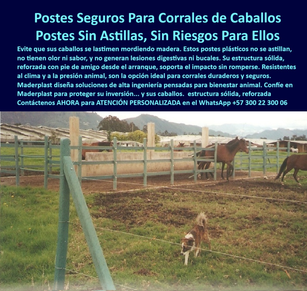 Pie De Amigo Poste De Arranque Poste De Puerta Postes De Broches Maderplast postes de alta ingeniería rural para equinos, - Cercado de potrero en finca equina con poste verde, - Poste verde firme en terreno húmedo y ganadero, - pie-de-amigo-para-corrales, - protección equina con polímero reciclado estructural, - barreras plásticas que evitan mordeduras peligrosas, - ¿Cómo hacer una cerca sin que el caballo se lastime?, - instalación segura para potrero de caballos, - cercas sin metal para potreros ganaderos, - estructura de corral sin madera ni concreto, - instalación de cerca ecológica para caballerizas, - cercas-inteligentes-para-ganado, - ¿Qué cerca dura más de 20 años sin mantenimiento?, - ¿Dónde comprar postes que no se astillan para potreros?, - ¿Cuál es el mejor poste para criaderos de caballos?, - Línea de postes plásticos entre animales sin daños, - cercas plásticas para bienestar animal en fincas, - Pie de amigo como refuerzo en esquina de potrero, - cerramiento equino sin partes cortantes ni astillas, - postes-para-caballos-seguros, - postes sin olor ni sabor para caballos curiosos, - Establo cercado con tecnología anti lesiones, - cerca equina segura sin madera ni óxido, - protección-animal-en-potreros, - tecnología colombiana para seguridad animal rural, - Corral ecuestre firme con postes plásticos reciclados, - alternativa al concreto para establos equinos, - ¿Qué poste es seguro para corrales de caballos?, - sistema de cercado plástico para centros ecuestres, - cercas-sin-astillas-para-equinos, - postes reforzados con pie de amigo para equinos, - Poste estructural sin óxido junto a alambrado eléctrico, - postes plásticos sin astillas para equinos, - postes sin riesgo digestivo para caballos, - poste-plástico-sin-mantenimiento, - Postes_Seguros_Para_Corrales_De_Caballos_Sin_Astillas_Maderplast_0.jpg, - poste-de-alta-ingeniería-rural, - criaderos-de-caballos-cercas-durables, - postes de caballo reciclados de alta duración, - postes para corrales de caballos sin astillas, - La foto muestra una imagen real tomada hace más de 25 años en una finca de caballos sobre la vía al aeropuerto Guaymaral en Bogotá, donde se aprecia un sistema de corral hecho con postes plásticos Maderplast. Estos postes siguen firmes, erguidos y sin señales de desgaste, ofreciendo seguridad total para los animales. Su diseño sin astillas evita lesiones bucales o digestivas por mordidas. Reforzados con pie de amigo, los postes soportan la presión de los equinos sin aflojarse ni partirse. Están fabricados con polímero reciclado, no se oxidan, no requieren pintura y son inmunes a la humedad, el sol y los golpes. Gracias a la ingeniería estructural de Maderplast, se garantiza una solución pensada para el bienestar animal y la eficiencia ganadera. Esta instalación es una prueba viviente de que lo barato no es cambiar cada año, sino invertir una vez y no volver a preocuparse., - diseño antilesiones para caballos en pastoreo, - diseño técnico para potrero equino duradero, - postes plásticos sin mantenimiento para potreros equinos, - cercas seguras para equinos con plástico reciclado, - cerramientos sostenibles para criaderos de caballos, - Caballos cerca de postes seguros sin astillas, - Corral ecológico para bienestar animal rural, - cercado-sin-pintura-ni-pudrición, - Poste plástico junto a alambrado bajo sin aislador, - postes resistentes para criaderos de caballos, - sistema de cercado para bienestar animal, - alternativas a la madera en fincas ecuestres, - corral equino sin oxidación ni pintura, - estructura-segura-para-fincas, - instalación de cercado plástico para caballos, - postes reforzados sin oxidación en establos 0 postes de plástico de alta ingeniería rural, - postes-de-alta-resistencia-para-ganado, - vara para seto natural, - guía-para-cercar-terreno, poste plástico Pie De Amigo Poste De Arranque Poste De Puerta Postes De Broches Maderplast 0 postes de plástico de alta ingeniería rural postes de alta resistencia para ganado vara para seto natural guía para cercar terreno poste plástico postes de alta ingeniería rural para equinos, - Cercado de potrero en finca equina con poste verde, - Poste verde firme en terreno húmedo y ganadero, - pie-de-amigo-para-corrales, - protección equina con polímero reciclado estructural, - barreras plásticas que evitan mordeduras peligrosas, - ¿Cómo hacer una cerca sin que el caballo se lastime?, - instalación segura para potrero de caballos, - cercas sin metal para potreros ganaderos, - estructura de corral sin madera ni concreto, - instalación de cerca ecológica para caballerizas, - cercas-inteligentes-para-ganado, - ¿Qué cerca dura más de 20 años sin mantenimiento?, - ¿Dónde comprar postes que no se astillan para potreros?, - ¿Cuál es el mejor poste para criaderos de caballos?, - Línea de postes plásticos entre animales sin daños, - cercas plásticas para bienestar animal en fincas, - Pie de amigo como refuerzo en esquina de potrero, - cerramiento equino sin partes cortantes ni astillas, - postes-para-caballos-seguros, - postes sin olor ni sabor para caballos curiosos, - Establo cercado con tecnología anti lesiones, - cerca equina segura sin madera ni óxido, - protección-animal-en-potreros, - tecnología colombiana para seguridad animal rural, - Corral ecuestre firme con postes plásticos reciclados, - alternativa al concreto para establos equinos, - ¿Qué poste es seguro para corrales de caballos?, - sistema de cercado plástico para centros ecuestres, - cercas-sin-astillas-para-equinos, - postes reforzados con pie de amigo para equinos, - Poste estructural sin óxido junto a alambrado eléctrico, - postes plásticos sin astillas para equinos, - postes sin riesgo digestivo para caballos, - poste-plástico-sin-mantenimiento, - Postes_Seguros_Para_Corrales_De_Caballos_Sin_Astillas_Maderplast_0.jpg, - poste-de-alta-ingeniería-rural, - criaderos-de-caballos-cercas-durables, - postes de caballo reciclados de alta duración, - postes para corrales de caballos sin astillas, - La foto muestra una imagen real tomada hace más de 25 años en una finca de caballos sobre la vía al aeropuerto Guaymaral en Bogotá, donde se aprecia un sistema de corral hecho con postes plásticos Maderplast. Estos postes siguen firmes, erguidos y sin señales de desgaste, ofreciendo seguridad total para los animales. Su diseño sin astillas evita lesiones bucales o digestivas por mordidas. Reforzados con pie de amigo, los postes soportan la presión de los equinos sin aflojarse ni partirse. Están fabricados con polímero reciclado, no se oxidan, no requieren pintura y son inmunes a la humedad, el sol y los golpes. Gracias a la ingeniería estructural de Maderplast, se garantiza una solución pensada para el bienestar animal y la eficiencia ganadera. Esta instalación es una prueba viviente de que lo barato no es cambiar cada año, sino invertir una vez y no volver a preocuparse., - diseño antilesiones para caballos en pastoreo, - diseño técnico para potrero equino duradero, - postes plásticos sin mantenimiento para potreros equinos, - cercas seguras para equinos con plástico reciclado, - cerramientos sostenibles para criaderos de caballos, - Caballos cerca de postes seguros sin astillas, - Corral ecológico para bienestar animal rural, - cercado-sin-pintura-ni-pudrición, - Poste plástico junto a alambrado bajo sin aislador, - postes resistentes para criaderos de caballos, - sistema de cercado para bienestar animal, - alternativas a la madera en fincas ecuestres, - corral equino sin oxidación ni pintura, - estructura-segura-para-fincas, - instalación de cercado plástico para caballos, - postes reforzados sin oxidación en establos 0 Pie De Amigo Poste De Arranque Poste De Puerta Postes De Broches Maderplast 0 postes de plástico de alta ingeniería rural, - postes-de-alta-resistencia-para-ganado, - vara para seto natural, - guía-para-cercar-terreno, poste plástico