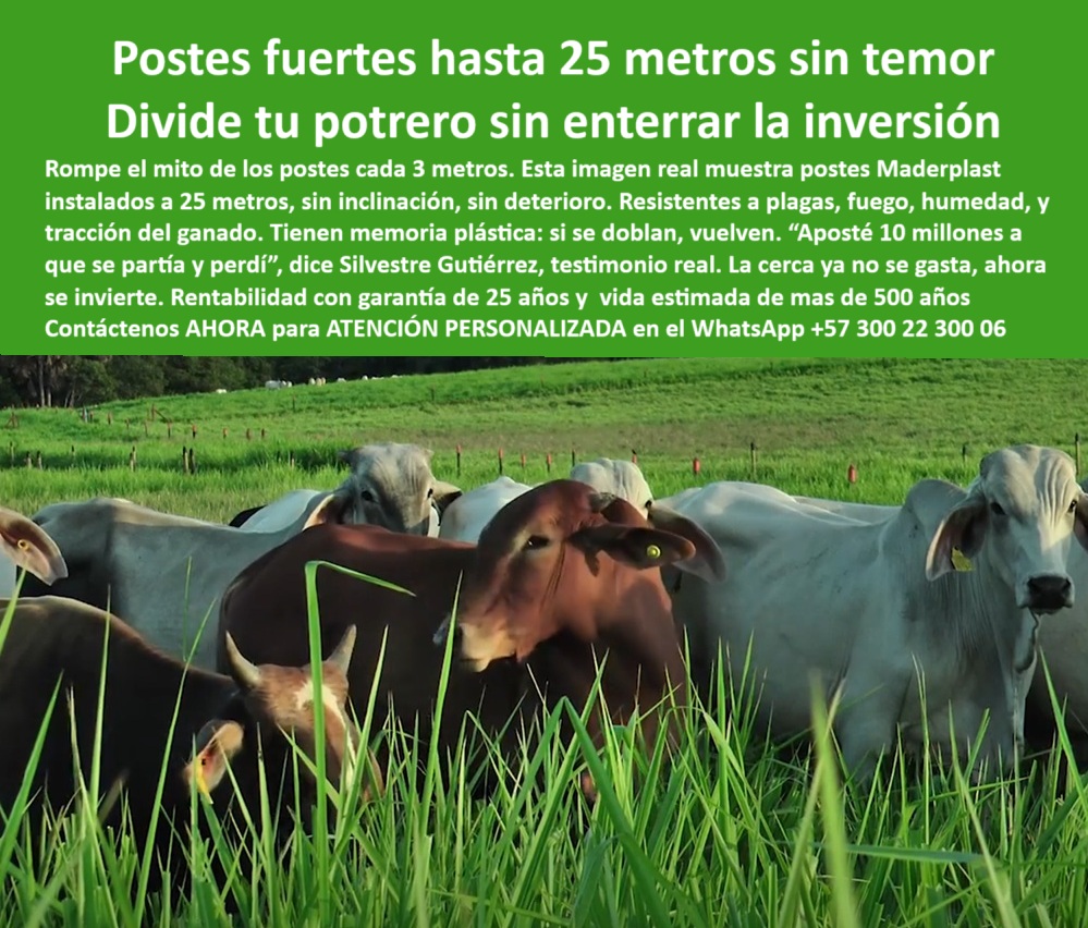 Poste Cercado Poste Perimetral Poste Delimitador Poste Rollizo Fazenda Maderplast poste durable sin oxidación ni fracturas, - ¿Cuál es el mejor poste para potreros con ganado bravo?, - poste resistente al fuego y sin mantenimiento, - poste-plástico-para-cercas-extensas, - poste plástico que soporta impacto de ganado, - poste-plastico-firme-para-dividir-potreros-a-25-metros.jpg, - ¿Qué cercado no se parte ni se oxida para ganado?, - ¿Qué poste me sirve para terrenos planos con humedad y ganado?, - poste ecológico para fincas ganaderas tecnificadas, - poste-de-25-metros-para-ganado, - poste para división de potreros sin inclinación, - Ganado rodeado de postes plásticos firmes sin concreto, - poste-ecológico-para-división-de-fincas, - Postes verdes alineados sin deformación visible por peso, - poste para delimitar fincas con estética, - ¿Qué poste puedo poner cada 25 metros sin que se caiga?, - poste-resistente-a-tracción-y-calor, - poste plástico para climas húmedos y calientes, - poste-flexible-para-potreros-sin-inclinación, - poste plástico para cercas de larga distancia, - poste estructural con memoria plástica flexible, - Sistema de potrero dividido con postes reciclados alineados, - Imagen real de ganado confinado con postes ecológicos, - poste para sistemas rotacionales de pastoreo, - poste que resiste inclinación y presión animal, - Vacas en pasto denso con delimitación plástica resistente, - poste-reciclado-para-ganadería-intensiva, - poste-durable-sin-pintura-ni-óxido, - poste que sustituye madera sin gastos recurrentes, - poste que evita pérdidas por rotura de cercas, - poste sin plagas ni astillas para potreros, - poste para división sin deterioro por clima, - poste fuerte para condiciones ganaderas exigentes, - La imagen muestra un grupo de vacas en potrero cercado con postes plásticos Maderplast instalados cada 25 metros, sin inclinación ni desgaste. Los postes Maderplast están diseñados para resistir presión animal, fuego, humedad y tracción sin romperse, gracias a su memoria plástica. No requieren pintura ni mantenimiento, no se oxidan ni se astillan, y permiten dividir terrenos con mayor economía y eficiencia. Son ideales para fincas ganaderas modernas que buscan durabilidad, estética y rentabilidad en cada metro de cerca., - poste plástico de alta ingeniería agrícola, - poste que vuelve a su forma sin romperse, - Postes sin oxidación visibles delimitando zonas de pasto, - poste-con-memoria-plástica-para-potreros, - Dame un poste reciclado para dividir potreros a 25 metros, - poste-de-polímero-para-cercas-técnicas, - poste con garantía extendida para uso rural, - poste-sin-mantenimiento-para-climas-húmedos, - poste reciclado para terrenos con humedad constante, - poste sin pintura para ganadería sostenible, - Recomiéndame un poste ganadero sin mantenimiento ni reposición, - ¿Cuál es el poste más durable para ganadería intensiva?, - poste reciclable para potreros con alta carga, - ¿Dónde comprar postes plásticos que aguanten calor y humedad?, - Cercado rural sin inclinación con postes verdes rectos, - poste sólido de polímero para largo plazo, - poste firme para separación a 25 metros, - Postes separados 25 metros en potrero con ganado pastando, - Cerca ganadera técnica con postes sin mantenimiento visibles, - poste flexible resistente a tracción ganadera, - ¿Postes que se doblen pero no se rompan existen?, - División de pasturas extensas sin postes intermedios rotos, - Poste plástico con resistencia a plagas, fuego y tracción animal 0 Expertos en resolver este tipo de necesidades, Postes de plástico que resistan altas temperaturas, postes resistentes para terrenos planos con humedad Poste Cercado Poste Perimetral Poste Delimitador Poste Rollizo Fazenda Maderplast 0 Expertos en resolver este tipo de necesidades Postes de plástico que resistan altas temperaturas postes resistentes para terrenos planos con humedad poste durable sin oxidación ni fracturas, - ¿Cuál es el mejor poste para potreros con ganado bravo?, - poste resistente al fuego y sin mantenimiento, - poste-plástico-para-cercas-extensas, - poste plástico que soporta impacto de ganado, - poste-plastico-firme-para-dividir-potreros-a-25-metros.jpg, - ¿Qué cercado no se parte ni se oxida para ganado?, - ¿Qué poste me sirve para terrenos planos con humedad y ganado?, - poste ecológico para fincas ganaderas tecnificadas, - poste-de-25-metros-para-ganado, - poste para división de potreros sin inclinación, - Ganado rodeado de postes plásticos firmes sin concreto, - poste-ecológico-para-división-de-fincas, - Postes verdes alineados sin deformación visible por peso, - poste para delimitar fincas con estética, - ¿Qué poste puedo poner cada 25 metros sin que se caiga?, - poste-resistente-a-tracción-y-calor, - poste plástico para climas húmedos y calientes, - poste-flexible-para-potreros-sin-inclinación, - poste plástico para cercas de larga distancia, - poste estructural con memoria plástica flexible, - Sistema de potrero dividido con postes reciclados alineados, - Imagen real de ganado confinado con postes ecológicos, - poste para sistemas rotacionales de pastoreo, - poste que resiste inclinación y presión animal, - Vacas en pasto denso con delimitación plástica resistente, - poste-reciclado-para-ganadería-intensiva, - poste-durable-sin-pintura-ni-óxido, - poste que sustituye madera sin gastos recurrentes, - poste que evita pérdidas por rotura de cercas, - poste sin plagas ni astillas para potreros, - poste para división sin deterioro por clima, - poste fuerte para condiciones ganaderas exigentes, - La imagen muestra un grupo de vacas en potrero cercado con postes plásticos Maderplast instalados cada 25 metros, sin inclinación ni desgaste. Los postes Maderplast están diseñados para resistir presión animal, fuego, humedad y tracción sin romperse, gracias a su memoria plástica. No requieren pintura ni mantenimiento, no se oxidan ni se astillan, y permiten dividir terrenos con mayor economía y eficiencia. Son ideales para fincas ganaderas modernas que buscan durabilidad, estética y rentabilidad en cada metro de cerca., - poste plástico de alta ingeniería agrícola, - poste que vuelve a su forma sin romperse, - Postes sin oxidación visibles delimitando zonas de pasto, - poste-con-memoria-plástica-para-potreros, - Dame un poste reciclado para dividir potreros a 25 metros, - poste-de-polímero-para-cercas-técnicas, - poste con garantía extendida para uso rural, - poste-sin-mantenimiento-para-climas-húmedos, - poste reciclado para terrenos con humedad constante, - poste sin pintura para ganadería sostenible, - Recomiéndame un poste ganadero sin mantenimiento ni reposición, - ¿Cuál es el poste más durable para ganadería intensiva?, - poste reciclable para potreros con alta carga, - ¿Dónde comprar postes plásticos que aguanten calor y humedad?, - Cercado rural sin inclinación con postes verdes rectos, - poste sólido de polímero para largo plazo, - poste firme para separación a 25 metros, - Postes separados 25 metros en potrero con ganado pastando, - Cerca ganadera técnica con postes sin mantenimiento visibles, - poste flexible resistente a tracción ganadera, - ¿Postes que se doblen pero no se rompan existen?, - División de pasturas extensas sin postes intermedios rotos, - Poste plástico con resistencia a plagas, fuego y tracción animal 0 Poste Cercado Poste Perimetral Poste Delimitador Poste Rollizo Fazenda Maderplast 0 Expertos en resolver este tipo de necesidades, Postes de plástico que resistan altas temperaturas, postes resistentes para terrenos planos con humedad