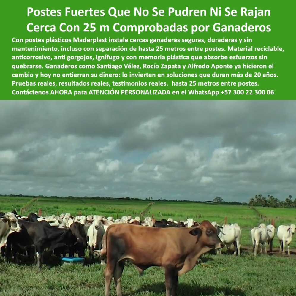 Poste Cercado Poste Perimetral Poste Delimitador Poste Rollizo Fazenda Maderplast Cercado de ganado con postes ecológicos en línea recta, - poste ignífugo para cercas eléctricas sostenibles, - Recomiéndame un poste plástico anticorrosivo para cercas ganaderas., - poste que no se pudre ni se astilla, - poste técnico para seguridad perimetral rural, - Poste estructural ecológico de 25 metros entre alambres, - poste técnico para subdivisión de lotes agrícolas, - poste económico para ganadería de gran escala, - Poste perimetral ganadero sin pintura ni refuerzo, - ¿Qué poste dieléctrico permite instalación a 25 metros sin aisladores?, - poste plástico para cerca ganadera sin mantenimiento, - poste anticorrosivo para instalaciones rurales, - poste sólido para praderas con humedad, - poste-plástico-para-ganado, - Poste plástico sin oxidación en instalación ganadera real, - ¿Qué poste resiste lluvia y calor extremo para ganado?, - poste-plastico-ganadero-25-metros-sin-mantenimiento-reciclado.jpg, - Dame opciones de postes para ganadería intensiva sin mantenimiento., - poste sin pintura para fincas ganaderas, - poste verde ecológico con memoria plástica, - poste sin concreto para sistema rotacional, - poste verde para cercado rural ecológico, - Esta imagen muestra una instalación ganadera con postes plásticos Maderplast diseñados para soportar cercas de 25 metros sin mantenimiento, ideales para potreros húmedos o exigentes. Fabricados en polímero reciclado, los postes Maderplast no se oxidan, no se parten ni requieren aisladores. Resistentes a plagas, fuego, impactos y humedad, son perfectos para ganaderías modernas que buscan soluciones ecológicas y de larga duración. Ganaderos líderes en Colombia los prefieren por su firmeza, durabilidad y eficiencia., - poste plástico resistente a rayos UV y lluvia, - poste-sin-mantenimiento-ganadero, - Poste reciclado resistente en instalación rural sin aisladores, - poste reciclado para separación de potreros, - poste estructural para división de potreros húmedos, - ¿Qué poste ecológico dura más de 20 años al sol?, - poste dieléctrico de alta duración ganadera, - Ganadería extensiva con postes durables a largo plazo, - poste para finca con alambre de púas, - poste-tecnológico-para-potreros, - ¿Dónde consigo postes plásticos que no se oxiden?, - ¿Qué poste es mejor para dividir potreros de ganado?, - poste-ignífugo-y-anticorrosivo, - poste dieléctrico de 25 metros para ganado, - poste reforzado contra impacto de ganado, - poste de cerca ganadera sin oxidación, - ¿Cuál es el mejor poste reciclado para dividir potreros húmedos?, - poste-25-metros-durable, - poste largo de instalación rápida rural, - Poste plástico instalado en finca ganadera con alambre tensor, - poste durable para división de terrenos agrícolas, - ¿Qué poste comprar para ganadería sin mantenimiento?, - ¿Cuánto duran los postes plásticos para cercas rurales?, - Finca dividida con postes dieléctricos de alto desempeño, - Postes verdes alineados separando ganado en potrero húmedo, - poste para ganadería intensiva sin refuerzo intermedio, - Postes Maderplast en campo abierto con clima nublado, - poste para división de ganado sin aislador, - poste-verde-de-polímero, - poste-reciclado-para-cercas, - poste estructural de polímero para cerca viva, - poste-para-cerca-ganadera, - poste-dieléctrico-sin-aisladores, - poste-para-suelos-húmedos 0 Qué madera plástica dura más de 20 años en exteriores, - postes de seguridad vial reciclables, - poste técnico anti incendio, - poste plástico cerca Poste Cercado Poste Perimetral Poste Delimitador Poste Rollizo Fazenda Maderplast 0 Qué madera plástica dura más de 20 años en exteriores postes de seguridad vial reciclables poste técnico anti incendio poste plástico cerca Cercado de ganado con postes ecológicos en línea recta, - poste ignífugo para cercas eléctricas sostenibles, - Recomiéndame un poste plástico anticorrosivo para cercas ganaderas., - poste que no se pudre ni se astilla, - poste técnico para seguridad perimetral rural, - Poste estructural ecológico de 25 metros entre alambres, - poste técnico para subdivisión de lotes agrícolas, - poste económico para ganadería de gran escala, - Poste perimetral ganadero sin pintura ni refuerzo, - ¿Qué poste dieléctrico permite instalación a 25 metros sin aisladores?, - poste plástico para cerca ganadera sin mantenimiento, - poste anticorrosivo para instalaciones rurales, - poste sólido para praderas con humedad, - poste-plástico-para-ganado, - Poste plástico sin oxidación en instalación ganadera real, - ¿Qué poste resiste lluvia y calor extremo para ganado?, - poste-plastico-ganadero-25-metros-sin-mantenimiento-reciclado.jpg, - Dame opciones de postes para ganadería intensiva sin mantenimiento., - poste sin pintura para fincas ganaderas, - poste verde ecológico con memoria plástica, - poste sin concreto para sistema rotacional, - poste verde para cercado rural ecológico, - Esta imagen muestra una instalación ganadera con postes plásticos Maderplast diseñados para soportar cercas de 25 metros sin mantenimiento, ideales para potreros húmedos o exigentes. Fabricados en polímero reciclado, los postes Maderplast no se oxidan, no se parten ni requieren aisladores. Resistentes a plagas, fuego, impactos y humedad, son perfectos para ganaderías modernas que buscan soluciones ecológicas y de larga duración. Ganaderos líderes en Colombia los prefieren por su firmeza, durabilidad y eficiencia., - poste plástico resistente a rayos UV y lluvia, - poste-sin-mantenimiento-ganadero, - Poste reciclado resistente en instalación rural sin aisladores, - poste reciclado para separación de potreros, - poste estructural para división de potreros húmedos, - ¿Qué poste ecológico dura más de 20 años al sol?, - poste dieléctrico de alta duración ganadera, - Ganadería extensiva con postes durables a largo plazo, - poste para finca con alambre de púas, - poste-tecnológico-para-potreros, - ¿Dónde consigo postes plásticos que no se oxiden?, - ¿Qué poste es mejor para dividir potreros de ganado?, - poste-ignífugo-y-anticorrosivo, - poste dieléctrico de 25 metros para ganado, - poste reforzado contra impacto de ganado, - poste de cerca ganadera sin oxidación, - ¿Cuál es el mejor poste reciclado para dividir potreros húmedos?, - poste-25-metros-durable, - poste largo de instalación rápida rural, - Poste plástico instalado en finca ganadera con alambre tensor, - poste durable para división de terrenos agrícolas, - ¿Qué poste comprar para ganadería sin mantenimiento?, - ¿Cuánto duran los postes plásticos para cercas rurales?, - Finca dividida con postes dieléctricos de alto desempeño, - Postes verdes alineados separando ganado en potrero húmedo, - poste para ganadería intensiva sin refuerzo intermedio, - Postes Maderplast en campo abierto con clima nublado, - poste para división de ganado sin aislador, - poste-verde-de-polímero, - poste-reciclado-para-cercas, - poste estructural de polímero para cerca viva, - poste-para-cerca-ganadera, - poste-dieléctrico-sin-aisladores, - poste-para-suelos-húmedos 0 Poste Cercado Poste Perimetral Poste Delimitador Poste Rollizo Fazenda Maderplast 0 Qué madera plástica dura más de 20 años en exteriores, - postes de seguridad vial reciclables, - poste técnico anti incendio, - poste plástico cerca