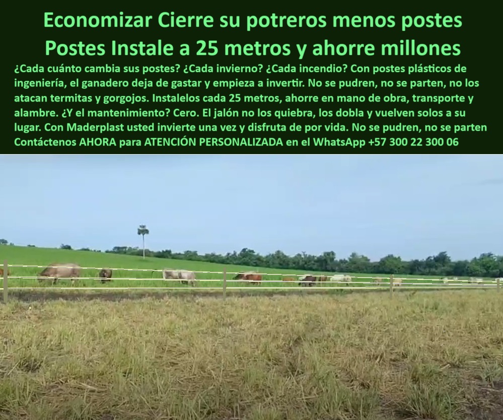 Poste Para Cerco Eléctrico Poste De Alambre Púa Distancia A 25 Mts Maderplast poste para cerca ganadera sin pintura ni aisladores, - poste ecológico para dividir potreros en Arauca, - Postes reciclados visibles entre pastizales en Arauca, - ¿Qué poste ganadero no se parte ni se pudre?, - poste ecológico para ganadería sostenible en Arauca, - División limpia de potreros con postes plásticos reciclados, - Tecnología plástica para cercas ganaderas sin concreto, - poste resistente al clima de Arauca, - poste para ganado en clima tropical extremo, - poste flexible que no se rompe con jalones, - poste-ganadero-de-25-metros, - poste para reducir costos de mano de obra, - ¿Cómo instalar una cerca de potrero sin madera?, - ¿Dónde comprar postes reciclados para finca ganadera?, - La imagen muestra una cerca ganadera instalada en la Hacienda El Portal, en Arauca, Colombia, donde se evidencia la eficiencia y alcance de los postes plásticos Maderplast colocados a 25 metros de distancia. Estos postes reciclados, diseñados para resistir condiciones de humedad, calor, plagas y tensión ganadera, permiten dividir potreros extensos sin necesidad de madera, concreto ni aisladores eléctricos. Su diseño flexible les permite doblarse ante jalones sin romperse, y gracias a su durabilidad no requieren pintura ni mantenimiento en décadas. Está cerca, maximiza el aprovechamiento del terreno, reduce los costos de instalación al mínimo y ofrece un sistema moderno, ecológico y técnico que ya usan cientos de ganaderos tecnificados. Con Maderplast, cada metro invertido es una garantía de resistencia, estética y funcionalidad a largo plazo. Invierte una vez, y olvida los cambios para siempre., - poste plástico que no se pudre ni oxida, - Cerca ganadera moderna instalada en clima cálido, - poste para cerramientos sin concreto ni madera, - poste para cerramientos rurales ecológicos, - poste económico y resistente para cerca eléctrica, - poste de ingeniería avanzada para divisiones de pasto, - poste-de-cerca-eléctrica-rural, - poste de 25 metros para cercas sin mantenimiento, - poste-reciclado-cerca-ganadera, - poste ideal para aprovechar hectáreas ganaderas, - poste para ganadería sostenible en zonas planas, - poste económico para instalación de cercas extensas, - tutorial para instalar cerca de alambre con postes plásticos, - ¿Qué poste aguanta 25 metros entre cercas eléctricas?, - poste plástico resistente para alambre de púas, - Postes resistentes y verdes sobre pasto aprovechado, - poste-ecológico-para-ganado, - poste-plástico-en-hacienda-portal, - ¿Cuál es el poste ideal para clima caliente y húmedo?, - Estructura de cercado ecológica sin aisladores, - Ganado en potrero dividido con cerca flexible, - poste reciclado para cerca ganadera sin reemplazo, - Alambre perfectamente tensado entre postes verdes de plástico, - Postes alineados a 25 metros entre alambres de púas, - poste-sin-óxido-ni-pudrición, - poste ganadero sin mantenimiento ni pintura, - poste-para-división-de-potreros, - poste durable para cercas permanentes ganaderas, - poste-de-polietileno-reciclado, - poste para sistemas de cercas modernas, - poste dieléctrico para control de ganado, - poste-plástico-sin-reemplazo, - poste plástico con resistencia a termitas y humedad, - poste-plastico-reciclado-cerca-ganadera-hacienda-portal-arauca.jpg, - poste de polietileno reciclado para potrero, - poste Maderplast para pastoreo rotacional, - poste de bajo costo con alta durabilidad, - poste para cerca eléctrica con separación optimizada, - poste plástico reciclado para divisiones de potreros, - Cercado sostenible de gran extensión sin postes de madera, - poste que evita incendios en cerca eléctrica, - poste-durable-sin-mantenimiento 0 postes reciclados para cerca ganadera instalación cerca eléctrica paso a paso tutorial para instalar alambre de púas postes ecológicos para cercas 0 Poste Para Cerco Eléctrico Poste De Alambre Púa Distancia A 25 Mts Maderplast 0 postes reciclados para cerca ganadera instalación cerca eléctrica paso a paso tutorial para instalar alambre de púas postes ecológicos para cercas poste para cerca ganadera sin pintura ni aisladores, - poste ecológico para dividir potreros en Arauca, - Postes reciclados visibles entre pastizales en Arauca, - ¿Qué poste ganadero no se parte ni se pudre?, - poste ecológico para ganadería sostenible en Arauca, - División limpia de potreros con postes plásticos reciclados, - Tecnología plástica para cercas ganaderas sin concreto, - poste resistente al clima de Arauca, - poste para ganado en clima tropical extremo, - poste flexible que no se rompe con jalones, - poste-ganadero-de-25-metros, - poste para reducir costos de mano de obra, - ¿Cómo instalar una cerca de potrero sin madera?, - ¿Dónde comprar postes reciclados para finca ganadera?, - La imagen muestra una cerca ganadera instalada en la Hacienda El Portal, en Arauca, Colombia, donde se evidencia la eficiencia y alcance de los postes plásticos Maderplast colocados a 25 metros de distancia. Estos postes reciclados, diseñados para resistir condiciones de humedad, calor, plagas y tensión ganadera, permiten dividir potreros extensos sin necesidad de madera, concreto ni aisladores eléctricos. Su diseño flexible les permite doblarse ante jalones sin romperse, y gracias a su durabilidad no requieren pintura ni mantenimiento en décadas. Está cerca, maximiza el aprovechamiento del terreno, reduce los costos de instalación al mínimo y ofrece un sistema moderno, ecológico y técnico que ya usan cientos de ganaderos tecnificados. Con Maderplast, cada metro invertido es una garantía de resistencia, estética y funcionalidad a largo plazo. Invierte una vez, y olvida los cambios para siempre., - poste plástico que no se pudre ni oxida, - Cerca ganadera moderna instalada en clima cálido, - poste para cerramientos sin concreto ni madera, - poste para cerramientos rurales ecológicos, - poste económico y resistente para cerca eléctrica, - poste de ingeniería avanzada para divisiones de pasto, - poste-de-cerca-eléctrica-rural, - poste de 25 metros para cercas sin mantenimiento, - poste-reciclado-cerca-ganadera, - poste ideal para aprovechar hectáreas ganaderas, - poste para ganadería sostenible en zonas planas, - poste económico para instalación de cercas extensas, - tutorial para instalar cerca de alambre con postes plásticos, - ¿Qué poste aguanta 25 metros entre cercas eléctricas?, - poste plástico resistente para alambre de púas, - Postes resistentes y verdes sobre pasto aprovechado, - poste-ecológico-para-ganado, - poste-plástico-en-hacienda-portal, - ¿Cuál es el poste ideal para clima caliente y húmedo?, - Estructura de cercado ecológica sin aisladores, - Ganado en potrero dividido con cerca flexible, - poste reciclado para cerca ganadera sin reemplazo, - Alambre perfectamente tensado entre postes verdes de plástico, - Postes alineados a 25 metros entre alambres de púas, - poste-sin-óxido-ni-pudrición, - poste ganadero sin mantenimiento ni pintura, - poste-para-división-de-potreros, - poste durable para cercas permanentes ganaderas, - poste-de-polietileno-reciclado, - poste para sistemas de cercas modernas, - poste dieléctrico para control de ganado, - poste-plástico-sin-reemplazo, - poste plástico con resistencia a termitas y humedad, - poste-plastico-reciclado-cerca-ganadera-hacienda-portal-arauca.jpg, - poste de polietileno reciclado para potrero, - poste Maderplast para pastoreo rotacional, - poste de bajo costo con alta durabilidad, - poste para cerca eléctrica con separación optimizada, - poste plástico reciclado para divisiones de potreros, - Cercado sostenible de gran extensión sin postes de madera, - poste que evita incendios en cerca eléctrica, - poste-durable-sin-mantenimiento 0 Poste Para Cerco Eléctrico Poste De Alambre Púa Distancia A 25 Mts Maderplast 0 postes reciclados para cerca ganadera instalación cerca eléctrica paso a paso tutorial para instalar alambre de púas postes ecológicos para cercas 0