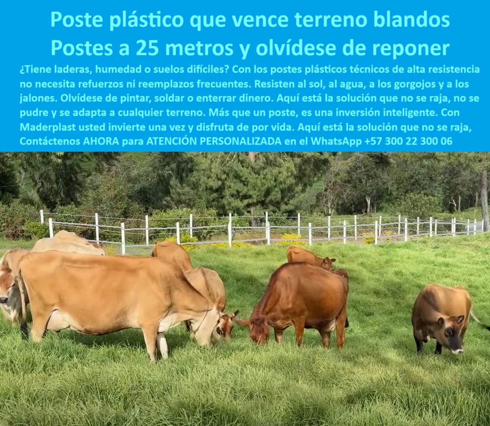 Poste Para Cerco Eléctrico Poste De Alambre Púa Distancia A 25 Mts Maderplast Cercado plástico firme en finca ganadera de Girardot, - poste de cercado para linderos ganaderos sostenibles, - poste de larga vida útil para laderas, - poste para cercado en ganaderías especializadas, - Postes plásticos blancos sobre pasto limpio y denso, - Postes sin óxido ni pintura sobre suelo húmedo, - poste sólido para ganado de alta genética, - poste-para-ganado-especializado, - ¿Qué poste usar para cercas en potrero de ladera?, - poste duradero que no se oxida ni astilla, - ¿Cómo cercar en colinas con postes durables?, - poste plástico para zonas forestales rurales, - poste técnico para cerca en suelos húmedos, - poste-para-cerca-en-laderas, - poste para pastoreo tecnificado sin concreto, - División de potrero con postes reciclados resistentes, - poste-plástico-terreno-blando, - ¿Qué poste sirve para terrenos blandos y húmedos?, - poste de polímero reciclado alta resistencia, - poste plástico para laderas y colinas ganaderas, - poste-reciclable-cercado-ganadero, - poste-para-cerca-eléctrica-resistente, - poste para ganaderías modernas y eficientes, - poste plástico económico para finca ganadera, - Ganado Jersey pastando junto a cerca de postes blancos, - Postes plásticos alineados en terreno verde inclinado, - poste plástico para terreno blando ganadero, - ¿Qué tipo de poste no se entierra ni se pudre?, - poste-ganadero-alta-tecnología, - poste reciclado con larga vida útil para potrero, - solución de cercado para finca en suelos inestables, - Ganado de alta genética en pradera con cerca técnica, - poste reciclable para división de potreros, - poste-sin-pintura-ni-mantenimiento, - poste anti plaga y anti hongos para ganado, - poste-anti-hongos-y-gorgojos, - poste que resiste jalones sin romperse, - La imagen muestra una cerca ganadera real instalada en el Rancho Ganadero de Girardot, Cundinamarca, donde los criadores de ganado Jersey confían exclusivamente en los postes plásticos blancos de alta ingeniería, que destacan por su firmeza incluso en terrenos blandos, húmedos o inclinados. Estos postes no se oxidan, no se pudren ni se deforman con el tiempo, y permiten separaciones de hasta 25 metros sin perder alineación ni tensión. Fabricados con polímero reciclado, ofrecen más de 20 años de durabilidad sin mantenimiento ni pintura, siendo ideales para zonas de alta pluviosidad o suelos inestables. Su estructura sólida, ligera y dieléctrica los hace compatibles con cercas eléctricas sin aisladores, brindando seguridad al ganado sin riesgo de lesiones. Representan una solución profesional, rentable y ecológica para ganaderías modernas que buscan eficiencia con bajo costo operativo. Con su color blanco integral y estética limpia, también valorizan visualmente la finca., - poste-durable-para-suelos-húmedos, - poste que no se hunde en suelos blandos, - poste con soporte firme en suelos inestables, - poste sin óxido para ganado especializado, - poste para cerca eléctrica con ganado Jersey, - poste-terreno-blando-cercas-ganado-jersey-girardot.jpg, - poste-técnico-para-finca-productiva, - cercas ganaderas resistentes en laderas húmedas, - poste plástico para terrenos blandos sin mantenimiento, - poste plástico sin pudrición para praderas rurales, - poste ecológico resistente para zonas lluviosas, - Cerca ganadera con postes de polietileno sólido blanco, - Sistema de cerca rural eficiente y sin reemplazos, - poste que no requiere reemplazo en potreros, - ¿Cuál es el mejor poste para ganado Jersey?, - Postes técnicos en línea recta sobre terreno blando, - poste rural sin pintura ni mantenimiento, - poste diseñado para manejo eficiente del campo, - poste ideal para climas cambiantes y extremos 0 sistema de postes para terrenos blandos, - poste plástico para Soacha, - cerca en laderas con postes plásticos, - poste-técnico-para-linderos-rurales, PP Poste Para Cerco Eléctrico Poste De Alambre Púa Distancia A 25 Mts Maderplast 0 sistema de postes para terrenos blandos poste plástico para Soacha cerca en laderas con postes plásticos poste técnico para linderos rurales PP Cercado plástico firme en finca ganadera de Girardot, - poste de cercado para linderos ganaderos sostenibles, - poste de larga vida útil para laderas, - poste para cercado en ganaderías especializadas, - Postes plásticos blancos sobre pasto limpio y denso, - Postes sin óxido ni pintura sobre suelo húmedo, - poste sólido para ganado de alta genética, - poste-para-ganado-especializado, - ¿Qué poste usar para cercas en potrero de ladera?, - poste duradero que no se oxida ni astilla, - ¿Cómo cercar en colinas con postes durables?, - poste plástico para zonas forestales rurales, - poste técnico para cerca en suelos húmedos, - poste-para-cerca-en-laderas, - poste para pastoreo tecnificado sin concreto, - División de potrero con postes reciclados resistentes, - poste-plástico-terreno-blando, - ¿Qué poste sirve para terrenos blandos y húmedos?, - poste de polímero reciclado alta resistencia, - poste plástico para laderas y colinas ganaderas, - poste-reciclable-cercado-ganadero, - poste-para-cerca-eléctrica-resistente, - poste para ganaderías modernas y eficientes, - poste plástico económico para finca ganadera, - Ganado Jersey pastando junto a cerca de postes blancos, - Postes plásticos alineados en terreno verde inclinado, - poste plástico para terreno blando ganadero, - ¿Qué tipo de poste no se entierra ni se pudre?, - poste-ganadero-alta-tecnología, - poste reciclado con larga vida útil para potrero, - solución de cercado para finca en suelos inestables, - Ganado de alta genética en pradera con cerca técnica, - poste reciclable para división de potreros, - poste-sin-pintura-ni-mantenimiento, - poste anti plaga y anti hongos para ganado, - poste-anti-hongos-y-gorgojos, - poste que resiste jalones sin romperse, - La imagen muestra una cerca ganadera real instalada en el Rancho Ganadero de Girardot, Cundinamarca, donde los criadores de ganado Jersey confían exclusivamente en los postes plásticos blancos de alta ingeniería, que destacan por su firmeza incluso en terrenos blandos, húmedos o inclinados. Estos postes no se oxidan, no se pudren ni se deforman con el tiempo, y permiten separaciones de hasta 25 metros sin perder alineación ni tensión. Fabricados con polímero reciclado, ofrecen más de 20 años de durabilidad sin mantenimiento ni pintura, siendo ideales para zonas de alta pluviosidad o suelos inestables. Su estructura sólida, ligera y dieléctrica los hace compatibles con cercas eléctricas sin aisladores, brindando seguridad al ganado sin riesgo de lesiones. Representan una solución profesional, rentable y ecológica para ganaderías modernas que buscan eficiencia con bajo costo operativo. Con su color blanco integral y estética limpia, también valorizan visualmente la finca., - poste-durable-para-suelos-húmedos, - poste que no se hunde en suelos blandos, - poste con soporte firme en suelos inestables, - poste sin óxido para ganado especializado, - poste para cerca eléctrica con ganado Jersey, - poste-terreno-blando-cercas-ganado-jersey-girardot.jpg, - poste-técnico-para-finca-productiva, - cercas ganaderas resistentes en laderas húmedas, - poste plástico para terrenos blandos sin mantenimiento, - poste plástico sin pudrición para praderas rurales, - poste ecológico resistente para zonas lluviosas, - Cerca ganadera con postes de polietileno sólido blanco, - Sistema de cerca rural eficiente y sin reemplazos, - poste que no requiere reemplazo en potreros, - ¿Cuál es el mejor poste para ganado Jersey?, - Postes técnicos en línea recta sobre terreno blando, - poste rural sin pintura ni mantenimiento, - poste diseñado para manejo eficiente del campo, - poste ideal para climas cambiantes y extremos 0 Poste Para Cerco Eléctrico Poste De Alambre Púa Distancia A 25 Mts Maderplast 0 sistema de postes para terrenos blandos, - poste plástico para Soacha, - cerca en laderas con postes plásticos, - poste-técnico-para-linderos-rurales, PP