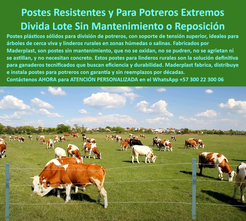 Postes Para División De Potreros Postes Plásticos Sólidos Resistentes Maderplast poste con garantía de instalación ganadera eficiente, - poste-reciclado-para-potreros-extremos, - poste-para-lotes-agroindustriales, - poste reciclable para ganadería sostenible, - poste firme para linderos rurales tecnificados, - poste sin astillas para potreros ganaderos, - poste dieléctrico para zonas ganaderas intensivas, - poste-durable-para-terrenos-salinos, - poste-plástico-para-climas-exigentes, - Esta imagen presenta una solución ideal para cerramiento ganadero con postes reciclados Maderplast, diseñados para resistir las condiciones más exigentes del campo. Sin oxidarse ni pudrirse, los postes Maderplast soportan humedad, salinidad y tensión sin necesidad de concreto ni pintura. Perfectos para dividir potreros, delimitar árboles de cerca viva y manejar grandes lotes con eficiencia, durabilidad y estética. Su resistencia estructural garantiza décadas de uso sin reposición, convirtiéndolos en la elección definitiva para sistemas ganaderos modernos., - Poste verde instalado en potrero con tensión, - poste que reemplaza la madera en cerramientos rurales, - poste plástico para potrero en zona húmeda y salina, - poste que soporta fuerza de animales grandes, - ¿Qué poste resiste humedad y salinidad en zonas rurales?, - Poste estructurado instalado en pradera con ganado, - poste-para-división-de-ganado-lechero, - poste reciclado para cercas vivas con árboles delimitadores, - Poste para ganado sobre campo húmedo y amplio, - Poste para linderos ecológicos en terreno plano, - poste-plastico-potreros-extremos-division-linderos-ganaderos.jpg, - Cercado para ganado en finca sostenible, - Solución sin concreto para cerramiento ganadero reciclado, - ¿Qué poste aguanta la tensión de alambre en terrenos ganaderos?, - Poste ideal para cercas vivas en potreros húmedos, - poste para sistemas rotacionales en ganadería intensiva, - Poste estructural para tensado de alambre en potreros rurales, - poste que no se agrieta en clima extremo, - ¿Qué poste no se oxida para dividir potreros grandes?, - poste sin pintura ni tratamientos adicionales, - poste-ecológico-para-zonas-rurales, - Sistema de cercado con postes sólidos y firmes, - poste-sin-concreto-para-linderos, - Lote ganadero cercado con postes reciclables, - poste estructural para división rural sin mantenimiento, - poste-plástico-para-cercas-vivas, - Recomendación de poste para ganadería en zonas salinas, - poste que evita reposición frecuente en cercas, - Instalación ganadera sin concreto ni mantenimiento, - ¿Cuál es el mejor poste para instalar cerca viva sin concreto?, - poste que evita mantenimiento en divisiones rurales, - poste-con-soporte-de-tensión-superior, - poste plástico duradero para ganaderos tecnificados, - poste que no se oxida para potreros extensos, - poste que resiste termitas, óxido y humedad, - poste para división ecológica de lotes extensos, - poste de alta tensión para control de pasturas, - poste plástico resistente al orín del ganado, - División de potrero rural con poste plástico, - poste-firme-para-cercas-de-extensión, - poste sin concreto para praderas agroindustriales, - Línea de postes rurales en zona húmeda, - poste plástico con soporte de tensión ganadera, - Poste plástico duradero para división ganadera sin mantenimiento, - poste con instalación simple para pastoreo libre, - poste de larga vida útil para cercados agrícolas, - ¿Dónde consigo postes plásticos para ganadería sin mantenimiento? 0 Qué postes duran más para árboles cercas vivas, - cómo instalar postes con varetas, - poste-para-linderos-en-zonas-rurales, - soporte de tensión postes Postes Para División De Potreros Postes Plásticos Sólidos Resistentes Maderplast 0 Qué postes duran más para árboles cercas vivas cómo instalar postes con varetas poste para linderos en zonas rurales soporte de tensión postes poste con garantía de instalación ganadera eficiente, - poste-reciclado-para-potreros-extremos, - poste-para-lotes-agroindustriales, - poste reciclable para ganadería sostenible, - poste firme para linderos rurales tecnificados, - poste sin astillas para potreros ganaderos, - poste dieléctrico para zonas ganaderas intensivas, - poste-durable-para-terrenos-salinos, - poste-plástico-para-climas-exigentes, - Esta imagen presenta una solución ideal para cerramiento ganadero con postes reciclados Maderplast, diseñados para resistir las condiciones más exigentes del campo. Sin oxidarse ni pudrirse, los postes Maderplast soportan humedad, salinidad y tensión sin necesidad de concreto ni pintura. Perfectos para dividir potreros, delimitar árboles de cerca viva y manejar grandes lotes con eficiencia, durabilidad y estética. Su resistencia estructural garantiza décadas de uso sin reposición, convirtiéndolos en la elección definitiva para sistemas ganaderos modernos., - Poste verde instalado en potrero con tensión, - poste que reemplaza la madera en cerramientos rurales, - poste plástico para potrero en zona húmeda y salina, - poste que soporta fuerza de animales grandes, - ¿Qué poste resiste humedad y salinidad en zonas rurales?, - Poste estructurado instalado en pradera con ganado, - poste-para-división-de-ganado-lechero, - poste reciclado para cercas vivas con árboles delimitadores, - Poste para ganado sobre campo húmedo y amplio, - Poste para linderos ecológicos en terreno plano, - poste-plastico-potreros-extremos-division-linderos-ganaderos.jpg, - Cercado para ganado en finca sostenible, - Solución sin concreto para cerramiento ganadero reciclado, - ¿Qué poste aguanta la tensión de alambre en terrenos ganaderos?, - Poste ideal para cercas vivas en potreros húmedos, - poste para sistemas rotacionales en ganadería intensiva, - Poste estructural para tensado de alambre en potreros rurales, - poste que no se agrieta en clima extremo, - ¿Qué poste no se oxida para dividir potreros grandes?, - poste sin pintura ni tratamientos adicionales, - poste-ecológico-para-zonas-rurales, - Sistema de cercado con postes sólidos y firmes, - poste-sin-concreto-para-linderos, - Lote ganadero cercado con postes reciclables, - poste estructural para división rural sin mantenimiento, - poste-plástico-para-cercas-vivas, - Recomendación de poste para ganadería en zonas salinas, - poste que evita reposición frecuente en cercas, - Instalación ganadera sin concreto ni mantenimiento, - ¿Cuál es el mejor poste para instalar cerca viva sin concreto?, - poste que evita mantenimiento en divisiones rurales, - poste-con-soporte-de-tensión-superior, - poste plástico duradero para ganaderos tecnificados, - poste que no se oxida para potreros extensos, - poste que resiste termitas, óxido y humedad, - poste para división ecológica de lotes extensos, - poste de alta tensión para control de pasturas, - poste plástico resistente al orín del ganado, - División de potrero rural con poste plástico, - poste-firme-para-cercas-de-extensión, - poste sin concreto para praderas agroindustriales, - Línea de postes rurales en zona húmeda, - poste plástico con soporte de tensión ganadera, - Poste plástico duradero para división ganadera sin mantenimiento, - poste con instalación simple para pastoreo libre, - poste de larga vida útil para cercados agrícolas, - ¿Dónde consigo postes plásticos para ganadería sin mantenimiento? 0 Postes Para División De Potreros Postes Plásticos Sólidos Resistentes Maderplast 0 Qué postes duran más para árboles cercas vivas, - cómo instalar postes con varetas, - poste-para-linderos-en-zonas-rurales, - soporte de tensión postes