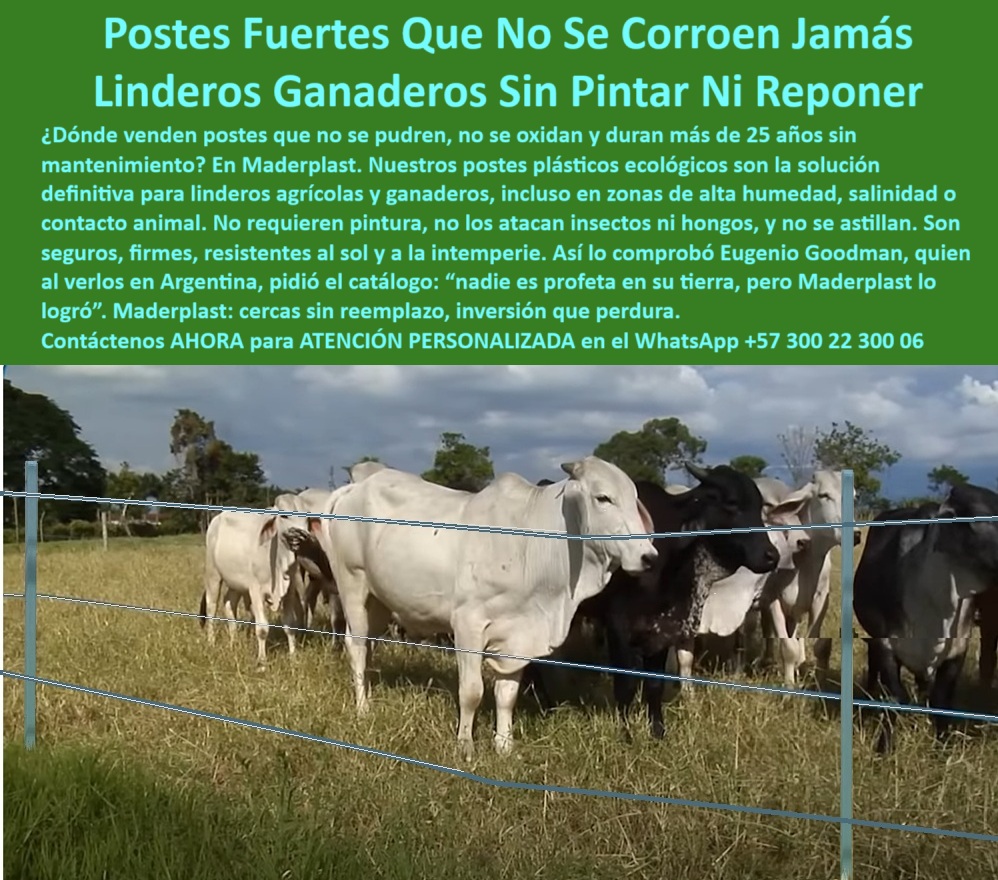 Postes Para División De Potreros Postes Plásticos Sólidos Resistentes Maderplast Linderos con postes ecológicos para ganadería en clima cálido, - Postes duraderos para potreros en condiciones de humedad, - poste técnico libre de pintura y reemplazos, - poste fuerte para zonas húmedas y ganadería, - poste-reciclado-para-linderos-agrícolas, - poste de plástico que no se deteriora en humedad, - poste para separar ganado sin riesgo de colapso, - poste dieléctrico anticorrosivo para ganadería intensiva, - poste con duración de 25 años comprobada, - poste firme para división de terrenos ganaderos, - poste de polímero reciclado para cercas rurales, - poste plástico ecológico sin mantenimiento rural, - ¿Dónde venden postes sin mantenimiento para dividir potreros?, - Ganado en potrero dividido con postes de color neutro, - poste para clima tropical sin deformación ni óxido, - poste ecológico de alta duración para fincas tropicales, - ¿Qué poste no se oxida ni necesita pintura para finca?, - poste ganadero resistente al contacto animal directo, - Postes alineados en campo abierto con alambres tensados, - poste plástico anticorrosivo para dividir terrenos ganaderos, - poste-rural-sin-mantenimiento, - ¿Qué poste dura más en zonas húmedas y calientes?, - poste inmune a plagas rurales y condiciones severas, - Postes sin pintura instalados en campo abierto y soleado, - Lote agropecuario cercado con postes sin signos de desgaste, - poste-durable-para-fincas-húmedas, - poste para lindero agrícola de larga duración, - poste para dividir potrero con inversión segura, - Sistema de división ganadera con postes plásticos ecológicos, - poste-plástico-ecológico-sin-corrosión, - poste-tecnológico-con-larga-vida, - Postes plásticos delimitando potrero seco con grupo de ganado, - poste seguro para división de potreros con alta carga, - poste para delimitar fincas en terreno difícil, - poste sin mantenimiento con garantía estructural rural, - poste-fuerte-para-clima-extremo, - ¿Cuál es el mejor poste para linderos ganaderos?, - En la imagen se observa un grupo de ganado protegido por una cerca con postes plásticos Maderplast, ideales para dividir potreros y linderos agrícolas en zonas húmedas o con alta salinidad. Los postes Maderplast no requieren pintura, no se corroen ni se astillan, y están diseñados para durar más de 25 años sin mantenimiento. Fabricados con polímero reciclado, son resistentes al contacto animal, hongos, insectos y condiciones extremas. Esta solución ecológica asegura un cerramiento firme, estético y duradero que protege la inversión rural., - poste sin pintura ni óxido para linderos agrícolas, - poste agrícola que no se quiebra ni agrieta, - poste-plastico-para-linderos-ganaderos-sin-mantenimiento.jpg, - poste-contra-plagas-y-óxido, - Finca ganadera protegida con postes anticorrosión y alambre, - poste sin astillas ni quiebres por calor, - poste reciclado inmune a la corrosión y humedad, - poste confiable para ambientes salinos o fangosos, - poste-para-división-de-potreros, - poste-para-zonas-salinas-y-fangosas, - ¿Poste ecológico que no se corra ni se parta?, - poste estructural sin hongos ni insectos, - Cerca rural con postes reciclados y estructura estable, - poste-sin-pintura-para-cercas-ganaderas, - poste plástico que no se oxida en exterior, - poste sin pintura para zonas salinas y húmedas, - poste ecológico para cercas duraderas de finca, - poste que mejora la valorización del predio rural, - poste ligero de alto rendimiento sin reemplazo 0 postes plásticos ecológicos, - postes sin mantenimiento para linderos agrícolas, postes plásticos de larga vida útil sin corrosión, Dónde venden postes Postes Para División De Potreros Postes Plásticos Sólidos Resistentes Maderplast 0 postes plásticos ecológicos postes sin mantenimiento para linderos agrícolas postes plásticos de larga vida útil sin corrosión Dónde venden postes Linderos con postes ecológicos para ganadería en clima cálido, - Postes duraderos para potreros en condiciones de humedad, - poste técnico libre de pintura y reemplazos, - poste fuerte para zonas húmedas y ganadería, - poste-reciclado-para-linderos-agrícolas, - poste de plástico que no se deteriora en humedad, - poste para separar ganado sin riesgo de colapso, - poste dieléctrico anticorrosivo para ganadería intensiva, - poste con duración de 25 años comprobada, - poste firme para división de terrenos ganaderos, - poste de polímero reciclado para cercas rurales, - poste plástico ecológico sin mantenimiento rural, - ¿Dónde venden postes sin mantenimiento para dividir potreros?, - Ganado en potrero dividido con postes de color neutro, - poste para clima tropical sin deformación ni óxido, - poste ecológico de alta duración para fincas tropicales, - ¿Qué poste no se oxida ni necesita pintura para finca?, - poste ganadero resistente al contacto animal directo, - Postes alineados en campo abierto con alambres tensados, - poste plástico anticorrosivo para dividir terrenos ganaderos, - poste-rural-sin-mantenimiento, - ¿Qué poste dura más en zonas húmedas y calientes?, - poste inmune a plagas rurales y condiciones severas, - Postes sin pintura instalados en campo abierto y soleado, - Lote agropecuario cercado con postes sin signos de desgaste, - poste-durable-para-fincas-húmedas, - poste para lindero agrícola de larga duración, - poste para dividir potrero con inversión segura, - Sistema de división ganadera con postes plásticos ecológicos, - poste-plástico-ecológico-sin-corrosión, - poste-tecnológico-con-larga-vida, - Postes plásticos delimitando potrero seco con grupo de ganado, - poste seguro para división de potreros con alta carga, - poste para delimitar fincas en terreno difícil, - poste sin mantenimiento con garantía estructural rural, - poste-fuerte-para-clima-extremo, - ¿Cuál es el mejor poste para linderos ganaderos?, - En la imagen se observa un grupo de ganado protegido por una cerca con postes plásticos Maderplast, ideales para dividir potreros y linderos agrícolas en zonas húmedas o con alta salinidad. Los postes Maderplast no requieren pintura, no se corroen ni se astillan, y están diseñados para durar más de 25 años sin mantenimiento. Fabricados con polímero reciclado, son resistentes al contacto animal, hongos, insectos y condiciones extremas. Esta solución ecológica asegura un cerramiento firme, estético y duradero que protege la inversión rural., - poste sin pintura ni óxido para linderos agrícolas, - poste agrícola que no se quiebra ni agrieta, - poste-plastico-para-linderos-ganaderos-sin-mantenimiento.jpg, - poste-contra-plagas-y-óxido, - Finca ganadera protegida con postes anticorrosión y alambre, - poste sin astillas ni quiebres por calor, - poste reciclado inmune a la corrosión y humedad, - poste confiable para ambientes salinos o fangosos, - poste-para-división-de-potreros, - poste-para-zonas-salinas-y-fangosas, - ¿Poste ecológico que no se corra ni se parta?, - poste estructural sin hongos ni insectos, - Cerca rural con postes reciclados y estructura estable, - poste-sin-pintura-para-cercas-ganaderas, - poste plástico que no se oxida en exterior, - poste sin pintura para zonas salinas y húmedas, - poste ecológico para cercas duraderas de finca, - poste que mejora la valorización del predio rural, - poste ligero de alto rendimiento sin reemplazo 0 Postes Para División De Potreros Postes Plásticos Sólidos Resistentes Maderplast 0 postes plásticos ecológicos, - postes sin mantenimiento para linderos agrícolas, postes plásticos de larga vida útil sin corrosión, Dónde venden postes