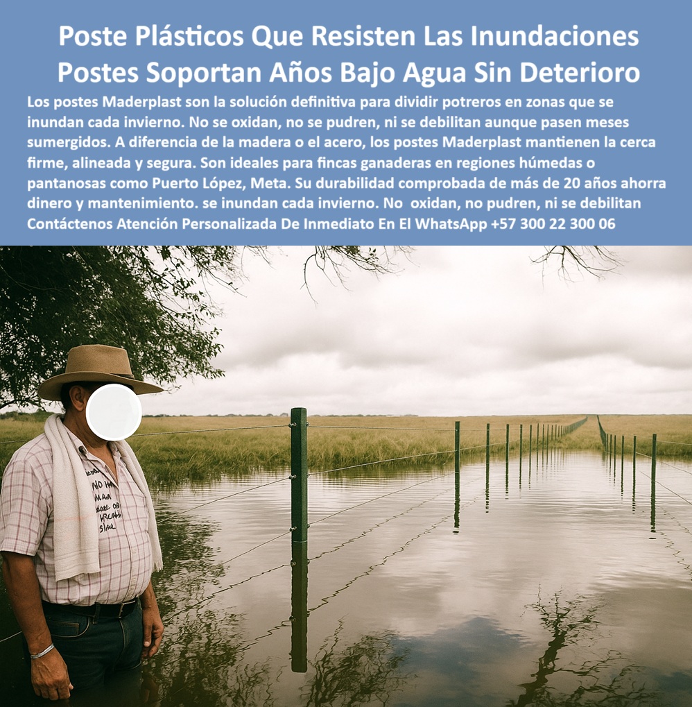 Postes Plásticos Para Inundaciones Cercas En Lagunas Y Humedad Maderplast poste resistente en potrero con agua superficial, - poste plástico anticorrosivo para clima tropical, - ¿Dónde consigo postes para sabanas húmedas con lluvia fuerte?, - poste funcional en zona de sabana con laguna, - poste duradero para fincas en sabanas bajas, - poste para ganado en zonas con agua estancada, - ¿Cuál es el mejor poste para potreros con agua estancada?, - poste sintético para potreros encharcados por lluvia, - poste-para-cercas-lluvia, - poste de polipropileno para clima húmedo, - poste plástico para potreros con lluvias intensas, - poste de cerca en pastizal inundado por lluvia, - La imagen muestra un potrero en Puerto López, Meta, totalmente inundado y delimitado por una línea de postes plásticos verdes Maderplast, perfectamente verticales y alineados, que demuestran resistencia estructural a pesar de estar sumergidos. Un ganadero observa el sistema de cercado en funcionamiento mientras el agua refleja la vegetación de sabana tropical. El terreno evidencia una inundación prolongada, típica de las temporadas invernales intensas en la región. Los postes plásticos Maderplast han sido diseñados para durar más de 20 años bajo condiciones extremas de humedad, sin oxidarse, sin pudrirse, ni soltarse. A diferencia de la madera o el acero, Maderplast mantiene la estructura firme, sin atracción de hongos ni termitas, y sin contaminar el suelo. Ideales para dividir potreros en zonas de invierno severo, sabanas, humedales o pantanos, los postes Maderplast representan la mejor inversión para ganaderos que quieren ahorrar en mantenimiento y proteger cada metro de terreno, incluso bajo el agua., - poste estructural en fincas con clima húmedo extremo, - poste para dividir ganado en terrenos llanos húmedos, - poste sin pintura para cercas en sabanas tropicales, - poste plástico en zonas propensas a desbordamientos, - poste plástico para dividir potreros inundables, - poste de cerca en finca con invierno prolongado, - poste-de-cerca-inundado, - poste-verde-encharcado, - poste plástico para ganadería intensiva en sabanas, - poste plástico para cercas en regiones húmedas, - cerca plástica en sabana húmeda con postes sumergidos, - poste de polímero estable en terreno mojado, - poste plástico alineado en potrero con agua, - poste firme para cercas ganaderas sin mantenimiento, - poste reciclado para cercas de fincas tropicales, - poste plástico sumergido en finca tropical ganadera, - poste en terreno húmedo para división de potrero, - poste resistente en potrero tropical con agua estancada, - poste ecológico para delimitación rural en inundación, - poste para división ganadera sin corrosión, - cercado alineado bajo agua en finca de Puerto López, - poste-plástico-potreros-ganaderos, - poste delimitando potrero bajo lluvia extrema, - poste confiable en potreros con ciclos de lluvia alta, - poste plástico con resistencia a inmersión continua, - poste para potreros que se inundan cada invierno, - poste sin mantenimiento para terrenos inundados, - ¿Qué tipo de poste no se daña aunque esté bajo el agua?, - poste-resistente-finca-húmeda, - poste plástico para zonas pantanosas y con lagunas, - poste que soporta agua por años sin deterioro, - poste-plástico-sabana-húmeda, - poste-potreros-invierno-tropical, - poste-sintético-clima-extremo, - poste-reciclado-zona-rural, - sistema de postes plásticos en terreno rural encharcado, - ¿Qué poste me sirve si mis potreros se inundan en invierno?, - poste verde para división de potrero inundado en sabana, - ¿Qué poste usar para dividir ganado en zonas pantanosas?, - poste verde resistente al invierno ganadero, - poste-ecológico-bajo-agua, - poste estructural en zonas de sabana húmeda, - poste plástico verde en sabana tropical inundada 0 Postes para ganado en zonas de sabana húmeda, - postes-contra-inundaciones-ganaderas, - cercas-para-sabanas-humedas, - cercas para inundaciones potreros lagos Postes Plásticos Para Inundaciones Cercas En Lagunas Y Humedad Maderplast 0 Postes para ganado en zonas de sabana húmeda postes contra inundaciones ganaderas cercas para sabanas húmedas cercas para inundaciones potreros lagos poste resistente en potrero con agua superficial, - poste plástico anticorrosivo para clima tropical, - ¿Dónde consigo postes para sabanas húmedas con lluvia fuerte?, - poste funcional en zona de sabana con laguna, - poste duradero para fincas en sabanas bajas, - poste para ganado en zonas con agua estancada, - ¿Cuál es el mejor poste para potreros con agua estancada?, - poste sintético para potreros encharcados por lluvia, - poste-para-cercas-lluvia, - poste de polipropileno para clima húmedo, - poste plástico para potreros con lluvias intensas, - poste de cerca en pastizal inundado por lluvia, - La imagen muestra un potrero en Puerto López, Meta, totalmente inundado y delimitado por una línea de postes plásticos verdes Maderplast, perfectamente verticales y alineados, que demuestran resistencia estructural a pesar de estar sumergidos. Un ganadero observa el sistema de cercado en funcionamiento mientras el agua refleja la vegetación de sabana tropical. El terreno evidencia una inundación prolongada, típica de las temporadas invernales intensas en la región. Los postes plásticos Maderplast han sido diseñados para durar más de 20 años bajo condiciones extremas de humedad, sin oxidarse, sin pudrirse, ni soltarse. A diferencia de la madera o el acero, Maderplast mantiene la estructura firme, sin atracción de hongos ni termitas, y sin contaminar el suelo. Ideales para dividir potreros en zonas de invierno severo, sabanas, humedales o pantanos, los postes Maderplast representan la mejor inversión para ganaderos que quieren ahorrar en mantenimiento y proteger cada metro de terreno, incluso bajo el agua., - poste estructural en fincas con clima húmedo extremo, - poste para dividir ganado en terrenos llanos húmedos, - poste sin pintura para cercas en sabanas tropicales, - poste plástico en zonas propensas a desbordamientos, - poste plástico para dividir potreros inundables, - poste de cerca en finca con invierno prolongado, - poste-de-cerca-inundado, - poste-verde-encharcado, - poste plástico para ganadería intensiva en sabanas, - poste plástico para cercas en regiones húmedas, - cerca plástica en sabana húmeda con postes sumergidos, - poste de polímero estable en terreno mojado, - poste plástico alineado en potrero con agua, - poste firme para cercas ganaderas sin mantenimiento, - poste reciclado para cercas de fincas tropicales, - poste plástico sumergido en finca tropical ganadera, - poste en terreno húmedo para división de potrero, - poste resistente en potrero tropical con agua estancada, - poste ecológico para delimitación rural en inundación, - poste para división ganadera sin corrosión, - cercado alineado bajo agua en finca de Puerto López, - poste-plástico-potreros-ganaderos, - poste delimitando potrero bajo lluvia extrema, - poste confiable en potreros con ciclos de lluvia alta, - poste plástico con resistencia a inmersión continua, - poste para potreros que se inundan cada invierno, - poste sin mantenimiento para terrenos inundados, - ¿Qué tipo de poste no se daña aunque esté bajo el agua?, - poste-resistente-finca-húmeda, - poste plástico para zonas pantanosas y con lagunas, - poste que soporta agua por años sin deterioro, - poste-plástico-sabana-húmeda, - poste-potreros-invierno-tropical, - poste-sintético-clima-extremo, - poste-reciclado-zona-rural, - sistema de postes plásticos en terreno rural encharcado, - ¿Qué poste me sirve si mis potreros se inundan en invierno?, - poste verde para división de potrero inundado en sabana, - ¿Qué poste usar para dividir ganado en zonas pantanosas?, - poste verde resistente al invierno ganadero, - poste-ecológico-bajo-agua, - poste estructural en zonas de sabana húmeda, - poste plástico verde en sabana tropical inundada 0 Postes Plásticos Para Inundaciones Cercas En Lagunas Y Humedad Maderplast 0 Postes para ganado en zonas de sabana húmeda, - postes-contra-inundaciones-ganaderas, - cercas-para-sabanas-humedas, - cercas para inundaciones potreros lagos