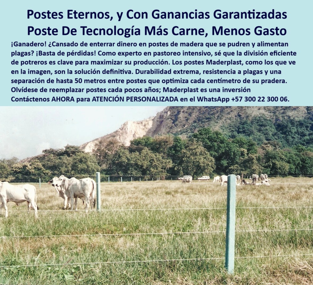 Postes Precios Más Económico Postes Bajo Costo Promoción Postes Baratos Maderplast poste ecológico para ganadería intensiva, - cerca-con-poste-a-50-metros, - solución definitiva para cercas ganaderas sostenibles, - Estacones rectos instalados en finca La Idalia, - división de praderas sin cambiar postes por décadas, - cercas técnicas de larga duración sin mantenimiento, - poste plástico para división de potreros húmedos, - cerca-tecnificada-para-ganadería, - poste-plastico-potreros-grandes-honda-dorada-finca-idalia.jpg, - poste-plástico-larga-vida, - poste-sin-reemplazo, - postes de bajo costo para potrero intensivo, - ¿Qué poste me dura más de 25 años sin mantenimiento?, - poste-económico-y-durable, - Cerco de larga duración sin pintura ni óxido, - Postes en finca productiva desde la carretera Honda-Dorada, - cerca ganadera sin postes de madera ni concreto, - poste sólido para ganado de alta presión, - poste que maximiza cada metro de pasto, - Cerramiento rural sin reemplazo con postes ecológicos, - poste reforzado para cargas laterales elevadas, - alternativa a poste de madera podrido, - poste sin pintura ni químicos agresivos, - poste-división-de-potreros, - poste de alta ingeniería para terreno exigente, - cerramiento eficiente con postes separados a 50 m, - ¿Qué poste puedo poner a 50 metros de separación?, - sistema de potrero eficiente sin pérdidas, - ¿Cuál es el mejor poste para dividir praderas grandes?, - sistema de cercado con postes a 50 metros, - poste para electrificación rural sin aisladores, - poste plástico inmune a hongos y rayos UV, - Postes verdes reciclables alineados en pastura productiva, - Postes resistentes al clima y presión del ganado Brahman, - cerca con postes plásticos para ganado Brahman, - Cerramiento tecnificado visible desde vía nacional, - postes visibles desde vía Honda-Dorada, - poste de bajo costo con durabilidad garantizada, - Poste sin mantenimiento ni daño por humedad o sol, - poste plástico de alta resistencia para ganado en finca, - División de potreros con postes cada 50 metros visibles, - poste-que-no-se-pudre, - división-de-lotes-productivos, - ¿Qué cerca para ganado ahorra más en postes?, - división de potreros húmedos con postes sin pintura, - Poste plástico firme instalado en potrero ganadero húmedo, - postes para fincas de rotación intensiva, - postes que no se pudren ni alimentan plagas, - poste de tecnología ganadera moderna, - estacón para terrenos húmedos y pasturas intensivas, - sistema económico y duradero para cerramiento rural, - poste-plástico-para-ganado, - poste estructural para fincas productivas, - ¿Dónde venden postes para potreros húmedos?, - La imagen muestra un potrero dividido eficientemente con postes plásticos de alta ingeniería, visibles desde la carretera Honda-Dorada, en la finca La Idalia, donde el ganado Brahman pasta con tranquilidad gracias a un sistema de cercado optimizado. Estos postes Maderplast permiten separar hasta 50 metros entre sí, eliminando el exceso de estacones y reduciendo drásticamente el costo por metro de cerca. Fabricados con polímero estructural reciclado, no se pudren, no requieren pintura, no alimentan plagas y resisten la humedad, los impactos y los jalones. Su estabilidad estructural es ideal para terrenos blandos, inclinados o de alta carga animal. Una inversión que no se entierra ni se oxida, y que garantiza hasta 500% más vida útil comparado con madera o concreto. Con Maderplast, se instala una vez y se disfruta de por vida., - cerca ganadera con postes reciclables resistentes, - poste-resistente-a-plagas 0 poste-plástico-de-larga-duración, - estacón carga alta, - cercas técnicas para división de lotes, - poste plástico ganado, - división potrero húmedos Postes Precios Más Económico Postes Bajo Costo Promoción Postes Baratos Maderplast 0 poste plástico de larga duración estacón carga alta cercas técnicas para división de lotes poste plástico ganado división potrero húmedos poste ecológico para ganadería intensiva, - cerca-con-poste-a-50-metros, - solución definitiva para cercas ganaderas sostenibles, - Estacones rectos instalados en finca La Idalia, - división de praderas sin cambiar postes por décadas, - cercas técnicas de larga duración sin mantenimiento, - poste plástico para división de potreros húmedos, - cerca-tecnificada-para-ganadería, - poste-plastico-potreros-grandes-honda-dorada-finca-idalia.jpg, - poste-plástico-larga-vida, - poste-sin-reemplazo, - postes de bajo costo para potrero intensivo, - ¿Qué poste me dura más de 25 años sin mantenimiento?, - poste-económico-y-durable, - Cerco de larga duración sin pintura ni óxido, - Postes en finca productiva desde la carretera Honda-Dorada, - cerca ganadera sin postes de madera ni concreto, - poste sólido para ganado de alta presión, - poste que maximiza cada metro de pasto, - Cerramiento rural sin reemplazo con postes ecológicos, - poste reforzado para cargas laterales elevadas, - alternativa a poste de madera podrido, - poste sin pintura ni químicos agresivos, - poste-división-de-potreros, - poste de alta ingeniería para terreno exigente, - cerramiento eficiente con postes separados a 50 m, - ¿Qué poste puedo poner a 50 metros de separación?, - sistema de potrero eficiente sin pérdidas, - ¿Cuál es el mejor poste para dividir praderas grandes?, - sistema de cercado con postes a 50 metros, - poste para electrificación rural sin aisladores, - poste plástico inmune a hongos y rayos UV, - Postes verdes reciclables alineados en pastura productiva, - Postes resistentes al clima y presión del ganado Brahman, - cerca con postes plásticos para ganado Brahman, - Cerramiento tecnificado visible desde vía nacional, - postes visibles desde vía Honda-Dorada, - poste de bajo costo con durabilidad garantizada, - Poste sin mantenimiento ni daño por humedad o sol, - poste plástico de alta resistencia para ganado en finca, - División de potreros con postes cada 50 metros visibles, - poste-que-no-se-pudre, - división-de-lotes-productivos, - ¿Qué cerca para ganado ahorra más en postes?, - división de potreros húmedos con postes sin pintura, - Poste plástico firme instalado en potrero ganadero húmedo, - postes para fincas de rotación intensiva, - postes que no se pudren ni alimentan plagas, - poste de tecnología ganadera moderna, - estacón para terrenos húmedos y pasturas intensivas, - sistema económico y duradero para cerramiento rural, - poste-plástico-para-ganado, - poste estructural para fincas productivas, - ¿Dónde venden postes para potreros húmedos?, - La imagen muestra un potrero dividido eficientemente con postes plásticos de alta ingeniería, visibles desde la carretera Honda-Dorada, en la finca La Idalia, donde el ganado Brahman pasta con tranquilidad gracias a un sistema de cercado optimizado. Estos postes Maderplast permiten separar hasta 50 metros entre sí, eliminando el exceso de estacones y reduciendo drásticamente el costo por metro de cerca. Fabricados con polímero estructural reciclado, no se pudren, no requieren pintura, no alimentan plagas y resisten la humedad, los impactos y los jalones. Su estabilidad estructural es ideal para terrenos blandos, inclinados o de alta carga animal. Una inversión que no se entierra ni se oxida, y que garantiza hasta 500% más vida útil comparado con madera o concreto. Con Maderplast, se instala una vez y se disfruta de por vida., - cerca ganadera con postes reciclables resistentes, - poste-resistente-a-plagas 0 Postes Precios Más Económico Postes Bajo Costo Promoción Postes Baratos Maderplast 0 poste-plástico-de-larga-duración, - estacón carga alta, - cercas técnicas para división de lotes, - poste plástico ganado, - división potrero húmedos