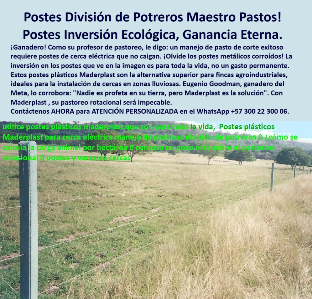 Postes Precios Más Económicos Postes Bajo Costo Promoción Postes Baratos Maderplast poste sólido sin mantenimiento agropecuario, - Infraestructura ganadera ecológica sin óxido ni grietas, - poste para reducción de costos de cerca, - poste-plastico-para-potreros-girardot-camargo-ganaderia.jpg, - postes reciclados que superan el metal y la madera, - poste técnico para zonas ganaderas, - ¿Hay postes plásticos que duren más que los metálicos?, - Cercado limpio y recto con postes reciclados y sólidos, - poste de cerca firme para finca ganadera, - ¿Cómo hacer cercas ganaderas sin mantenimiento en Girardot?, - poste resistente para potreros ganaderos, - postes para división de pasturas con clima seco, - poste-plástico-de-larga-vida, - poste-que-no-se-oxida, - poste reciclable para finca agroindustrial, - poste de cerca para pasto de corte, - poste-plástico-para-ganado, - ¿Dónde venden postes que no se oxidan ni se parten?, - Cerca plástica en potrero seco sin oxidación ni pintura, - poste-para-clima-seco, - poste para pastos en clima seco, - poste agroecológico de larga duración, - poste-para-pastoreo-rotacional, - poste ligero para terrenos agrícolas, - poste para separación de ganado, - poste plástico para pastoreo rotacional, - Poste firme en pasto seco instalado sin aisladores ni refuerzos, - poste alternativo a poste metálico corroído, - poste-firme-y-liviano, - poste resistente al clima y a la oxidación, - Sistema de cerramiento ganadero con postes sin inclinación, - La imagen muestra una cerca ganadera perfectamente alineada en una pradera seca de la finca de los Camargo, en Girardot, Cundinamarca, donde los postes plásticos Maderplast fueron instalados como solución definitiva ante los problemas de corrosión y deterioro de los postes metálicos tradicionales. A simple vista se destacan la separación amplia entre postes, su verticalidad sin refuerzos adicionales y la firmeza del sistema, incluso en suelo expuesto al sol intenso y sin sombra. Estos postes no se oxidan, no se parten con el tiempo, no necesitan pintura ni mantenimiento, y están fabricados en polímero reciclado de alta resistencia. Esta tecnología es ideal para fincas agroindustriales, proyectos de pasto de corte y pastoreo rotacional, especialmente en climas cálidos. Mientras el metal se debilita y la madera se pudre, los postes Maderplast permanecen intactos. Eugenio Goodman, vecino y también ganadero de la zona, motivó esta compra al demostrar su eficacia en la finca vecina. Con Maderplast, la inversión no se entierra: se capitaliza. Más de 150 fincas ya lo han comprobado en Colombia. Maderplast transforma cercas obsoletas en infraestructura agrícola moderna, ecológica y rentable., - solución agropecuaria definitiva para separar ganado, - División técnica de pasto sin postes metálicos corroídos, - Postes económicos instalados en finca de Girardot Cundinamarca, - poste-para-división-de-potreros, - poste que no se cae en lluvia, - poste para cercas económicas que no se corroen, - Postes plásticos separados a gran distancia sin fallas visibles, - poste para cerca técnica en campo abierto, - Cercado rural sostenible sin madera ni concreto en finca, - poste-económico-agroindustrial, - poste para finca ganadera sostenible, - poste para instalaciones en zona de Girardot, - poste-plástico-ecológico, - ¿Qué poste es mejor para dividir potreros sin que se caiga?, - poste reciclado fuerte y flexible, - poste para finca con rotación de praderas, - poste plástico para división de potreros, - poste de alta durabilidad para potreros, - poste económico para potreros secos, - poste ideal para linderos rurales, - poste para sistemas de pastoreo intensivo, - cerca ganadera ecológica sin óxido ni pintura, - Postes alineados en terreno agropecuario con clima cálido, - poste-reciclable-para-fincas, - ¿Cuál es el mejor poste para pastoreo rotacional ecológico?0 alternativa a postes metálicos corroídos postes ecológicos para fincas agroindustria 00 Postes Precios Más Económicos Postes Bajo Costo Promoción Postes Baratos Maderplast 0 alternativa a postes metálicos corroídos postes ecológicos para fincas agroindustria 00 Postes Precios Más Económicos Postes Bajo Costo Promoción Postes Baratos Maderplast poste sólido sin mantenimiento agropecuario, - Infraestructura ganadera ecológica sin óxido ni grietas, - poste para reducción de costos de cerca, - poste-plastico-para-potreros-girardot-camargo-ganaderia.jpg, - postes reciclados que superan el metal y la madera, - poste técnico para zonas ganaderas, - ¿Hay postes plásticos que duren más que los metálicos?, - Cercado limpio y recto con postes reciclados y sólidos, - poste de cerca firme para finca ganadera, - ¿Cómo hacer cercas ganaderas sin mantenimiento en Girardot?, - poste resistente para potreros ganaderos, - postes para división de pasturas con clima seco, - poste-plástico-de-larga-vida, - poste-que-no-se-oxida, - poste reciclable para finca agroindustrial, - poste de cerca para pasto de corte, - poste-plástico-para-ganado, - ¿Dónde venden postes que no se oxidan ni se parten?, - Cerca plástica en potrero seco sin oxidación ni pintura, - poste-para-clima-seco, - poste para pastos en clima seco, - poste agroecológico de larga duración, - poste-para-pastoreo-rotacional, - poste ligero para terrenos agrícolas, - poste para separación de ganado, - poste plástico para pastoreo rotacional, - Poste firme en pasto seco instalado sin aisladores ni refuerzos, - poste alternativo a poste metálico corroído, - poste-firme-y-liviano, - poste resistente al clima y a la oxidación, - Sistema de cerramiento ganadero con postes sin inclinación, - La imagen muestra una cerca ganadera perfectamente alineada en una pradera seca de la finca de los Camargo, en Girardot, Cundinamarca, donde los postes plásticos Maderplast fueron instalados como solución definitiva ante los problemas de corrosión y deterioro de los postes metálicos tradicionales. A simple vista se destacan la separación amplia entre postes, su verticalidad sin refuerzos adicionales y la firmeza del sistema, incluso en suelo expuesto al sol intenso y sin sombra. Estos postes no se oxidan, no se parten con el tiempo, no necesitan pintura ni mantenimiento, y están fabricados en polímero reciclado de alta resistencia. Esta tecnología es ideal para fincas agroindustriales, proyectos de pasto de corte y pastoreo rotacional, especialmente en climas cálidos. Mientras el metal se debilita y la madera se pudre, los postes Maderplast permanecen intactos. Eugenio Goodman, vecino y también ganadero de la zona, motivó esta compra al demostrar su eficacia en la finca vecina. Con Maderplast, la inversión no se entierra: se capitaliza. Más de 150 fincas ya lo han comprobado en Colombia. Maderplast transforma cercas obsoletas en infraestructura agrícola moderna, ecológica y rentable., - solución agropecuaria definitiva para separar ganado, - División técnica de pasto sin postes metálicos corroídos, - Postes económicos instalados en finca de Girardot Cundinamarca, - poste-para-división-de-potreros, - poste que no se cae en lluvia, - poste para cercas económicas que no se corroen, - Postes plásticos separados a gran distancia sin fallas visibles, - poste para cerca técnica en campo abierto, - Cercado rural sostenible sin madera ni concreto en finca, - poste-económico-agroindustrial, - poste para finca ganadera sostenible, - poste para instalaciones en zona de Girardot, - poste-plástico-ecológico, - ¿Qué poste es mejor para dividir potreros sin que se caiga?, - poste reciclado fuerte y flexible, - poste para finca con rotación de praderas, - poste plástico para división de potreros, - poste de alta durabilidad para potreros, - poste económico para potreros secos, - poste ideal para linderos rurales, - poste para sistemas de pastoreo intensivo, - cerca ganadera ecológica sin óxido ni pintura, - Postes alineados en terreno agropecuario con clima cálido, - poste-reciclable-para-fincas, - ¿Cuál es el mejor poste para pastoreo rotacional ecológico? 0 alternativa a postes metálicos corroídos postes ecológicos para fincas agroindustria 00