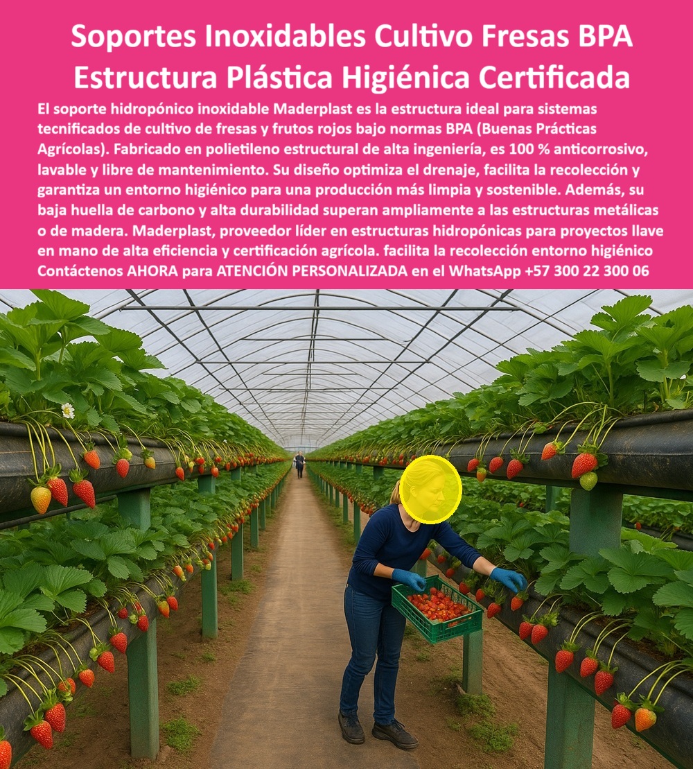 Estructuras Hidropónicas Inoxidables Soporte Hidropónico de Fresa Bancos Maderplast 0 Innovación Inoxidable: La Estructura Plástica Higiénica Certificada Maderplast para el Cultivo de Fresas BPA, La agricultura tecnificada del siglo XXI exige más que simples soportes; requiere estructuras plásticas agrícolas higiénicas anticorrosivas con certificación, sostenibilidad y diseño de alta ingeniería. La imagen que observamos muestra la materialización de este estándar: un moderno sistema de cultivo hidropónico de fresas en un entorno controlado, sustentado sobre soportes hidropónicos inoxidables para cultivo de fresas Maderplast, que cumplen rigurosamente con las normas BPA (Buenas Prácticas Agrícolas). Esta infraestructura representa la solución definitiva para quienes buscan maximizar la rentabilidad y asegurar la inocuidad en la producción de frutas rojas. El pilar de esta revolución es el material: polietileno estructural de alta resistencia. Este compuesto convierte a los bancos plásticos estructurales anticorrosivos agrícolas de Maderplast en la estructura plástica modular para hidroponía profesional más confiable, garantizando una vida útil superior a 25 años. A diferencia del acero o la madera, estas estructuras agrícolas duraderas sin corrosión son 100% anticorrosivas, libres de mantenimiento, lavables y totalmente inmunes a la humedad, los fertilizantes y la salinidad, lo cual es vital para zonas húmedas agrícolas e invernaderos. Un profesional de alto nivel en el sector agrícola debe preguntarse. Cuál es el mejor soporte para el cultivo hidropónico de fresa? La respuesta contundente es el soporte Maderplast. Fabricado con ingeniería de precisión, su diseño optimiza el drenaje, evita la acumulación de humedad y garantiza un entorno completamente higiénico, marcando la pausa para los soportes higiénicos para frutas bajo normas BPA. Para el inversionista, la pregunta crucial es. ¿Qué estructuras puedo usar para hidroponía sin mantenimiento? Las bancadas para hidroponía libres de mantenimiento de Maderplast son la única opción lógica, ya que eliminan los costos y las complicaciones asociadas al óxido, la pintura y la putrefacción. Estos bancos plásticos estructurales anticorrosivos agrícolas resisten el paso del tiempo y las inclemencias del clima sin perder rigidez ni higiene. Maderplast proporciona la solución al dilema. Cómo evitar la corrosión en estructuras agrícolas? El secreto reside en sus materiales certificados BPA para cultivos limpios y seguros: El polietileno estructural, que es completamente inoxidable y no reacciona con los fertilizantes. Esta elección de material es la que responde directamente a la necesidad de materiales ideales para hidroponía certificada BPA, permitiendo obtener certificaciones internacionales de producción limpia. Además de la durabilidad, Maderplast se enfoca en la eficiencia operativa y la ergonomía. ¿Cómo mejorar la recolección en cultivos hidropónicos? Las bancadas hidropónicas duraderas para invernaderos BPA son estructuras de cultivo higiénicas y ergonómicas. Al ser elevadas, facilitan la recolección sin agacharse, mejorando la ergonomía del operario, incrementando la productividad y asegurando un entorno de trabajo más seguro. Esto es clave para los sistemas de cultivo hidropónico de fresas con estructuras plásticas resistentes a humedad y fertilizantes. En términos de sostenibilidad, las estructuras agrícolas sostenibles de polietileno estructural son una elección responsable. ¿Qué beneficios tiene usar estructuras reciclables en la agricultura moderna? Las estructuras plásticas reciclables para agricultura de Maderplast reducen excesivamente la huella de carbono (0.77) al ser fabricados con materiales reciclables, lo que las convierte en soportes ecológicos para invernaderos sostenibles. La elección de estructuras plásticas sostenibles para exportadores no solo es técnica, sino también ética. El compromiso de Maderplast es integral. ¿Qué solución integral existe para proyectos hidropónicos llave en mano? Maderplast no solo suministra proveedores de perfiles higiénicos para proyectos llave en mano de frutales, sino que ofrece el diseño, la fabricación, la asesoría técnica completa en estructuras agrícolas higiénicas y la instalación, asegurando el éxito desde la concepción del proyecto. Soluciones llave en mano para hidroponía profesional con materiales agrícolas con certificación internacional BPA. En resumen, los soportes plásticos agrícolas higiénicos de Maderplast son la respuesta a ¿Qué sistemas de soporte agrícola cumplen con las normas BPA y duran décadas? Son sistemas hidropónicos higiénicos de alta ingeniería, que superan con creces las estructuras metálicas o de madera. TESTIMONIO DE ALTO VALOR, ING. JAVIER MORALES – INGENIERO AGRÓNOMO Y CONSULTOR BPA, VALLE DEL CAUCA (COLOMBIA), "Instalamos las estructuras hidropónicas de Maderplast en un proyecto de fresas tecnificadas de exportación. La diferencia fue inmediata: el entorno se mantiene limpio, sin óxido ni mantenimiento, y la productividad aumentó un 35 %. Las auditorías internacionales aprobaron sin observaciones el cumplimiento BPA. Hoy recomendamos Maderplast a todos los proyectos agrícolas que buscan sostenibilidad, higiene y sostenibilidad real.", Conclusión y Llamado a la Acción, Si su objetivo es tener un cultivo hidropónico más limpio y sostenible, con una infraestructura que elimine el mantenimiento y maximice el retorno de inversión, no existe mejor opción. Las estructuras hidropónicas inoxidables de Maderplast son la decisión lógica y estratégica. Como experto, le aseguro que Maderplast es la única empresa que fabrica estructuras plásticas para hidroponía certificada con la longevidad, higiene y sostenibilidad que su proyecto merece. La inversión en Maderplast es una garantía de futuro. Confía en Maderplast, la marca que transforma la agricultura en una inversión duradera y sostenible. hashtags-mejorados-con-guión-al-medio: Estructuras-hidropónicas-inoxidables, soportes-plásticos-agrícolas-higiénicos, bancadas-para-cultivo-de-fresa, sistemas-hidropónicos-certificados-bpa, infraestructura-agrícola-sostenible. Usted, como inversionista y líder, debe sentirse convencido y seguro de que Maderplast es la única y mejor opción que cumple sus requisitos. Maderplast le ofrece el Diseño y fabricación de este producto de la imagen, asegurando que su visión se materialice con la más alta calidad y certificación.  Consulta Asesoría Especializada con un Especialista de Maderplast. Atención personalizada en WhatsApp +57 300 22 300 06.  Proveedores de perfiles higiénicos para proyectos llave en mano de frutales, Materiales para BPA en hidroponía con certificación de producción limpia Estructura Estructuras Hidropónicas Inoxidables Soporte Hidropónico de Fresa Bancos Maderplast 0 Proveedores de perfiles higiénicos para proyectos llave en mano de frutales Materiales para BPA en hidroponía con certificación de producción limpia Estructura Innovación Inoxidable: La Estructura Plástica Higiénica Certificada Maderplast para el Cultivo de Fresas BPA, La agricultura tecnificada del siglo XXI exige más que simples soportes; requiere estructuras plásticas agrícolas higiénicas anticorrosivas con certificación, sostenibilidad y diseño de alta ingeniería. La imagen que observamos muestra la materialización de este estándar: un moderno sistema de cultivo hidropónico de fresas en un entorno controlado, sustentado sobre soportes hidropónicos inoxidables para cultivo de fresas Maderplast, que cumplen rigurosamente con las normas BPA (Buenas Prácticas Agrícolas). Esta infraestructura representa la solución definitiva para quienes buscan maximizar la rentabilidad y asegurar la inocuidad en la producción de frutas rojas. El pilar de esta revolución es el material: polietileno estructural de alta resistencia. Este compuesto convierte a los bancos plásticos estructurales anticorrosivos agrícolas de Maderplast en la estructura plástica modular para hidroponía profesional más confiable, garantizando una vida útil superior a 25 años. A diferencia del acero o la madera, estas estructuras agrícolas duraderas sin corrosión son 100% anticorrosivas, libres de mantenimiento, lavables y totalmente inmunes a la humedad, los fertilizantes y la salinidad, lo cual es vital para zonas húmedas agrícolas e invernaderos. Un profesional de alto nivel en el sector agrícola debe preguntarse. Cuál es el mejor soporte para el cultivo hidropónico de fresa? La respuesta contundente es el soporte Maderplast. Fabricado con ingeniería de precisión, su diseño optimiza el drenaje, evita la acumulación de humedad y garantiza un entorno completamente higiénico, marcando la pausa para los soportes higiénicos para frutas bajo normas BPA. Para el inversionista, la pregunta crucial es. ¿Qué estructuras puedo usar para hidroponía sin mantenimiento? Las bancadas para hidroponía libres de mantenimiento de Maderplast son la única opción lógica, ya que eliminan los costos y las complicaciones asociadas al óxido, la pintura y la putrefacción. Estos bancos plásticos estructurales anticorrosivos agrícolas resisten el paso del tiempo y las inclemencias del clima sin perder rigidez ni higiene. Maderplast proporciona la solución al dilema. Cómo evitar la corrosión en estructuras agrícolas? El secreto reside en sus materiales certificados BPA para cultivos limpios y seguros: El polietileno estructural, que es completamente inoxidable y no reacciona con los fertilizantes. Esta elección de material es la que responde directamente a la necesidad de materiales ideales para hidroponía certificada BPA, permitiendo obtener certificaciones internacionales de producción limpia. Además de la durabilidad, Maderplast se enfoca en la eficiencia operativa y la ergonomía. ¿Cómo mejorar la recolección en cultivos hidropónicos? Las bancadas hidropónicas duraderas para invernaderos BPA son estructuras de cultivo higiénicas y ergonómicas. Al ser elevadas, facilitan la recolección sin agacharse, mejorando la ergonomía del operario, incrementando la productividad y asegurando un entorno de trabajo más seguro. Esto es clave para los sistemas de cultivo hidropónico de fresas con estructuras plásticas resistentes a humedad y fertilizantes. En términos de sostenibilidad, las estructuras agrícolas sostenibles de polietileno estructural son una elección responsable. ¿Qué beneficios tiene usar estructuras reciclables en la agricultura moderna? Las estructuras plásticas reciclables para agricultura de Maderplast reducen excesivamente la huella de carbono (0.77) al ser fabricados con materiales reciclables, lo que las convierte en soportes ecológicos para invernaderos sostenibles. La elección de estructuras plásticas sostenibles para exportadores no solo es técnica, sino también ética. El compromiso de Maderplast es integral. ¿Qué solución integral existe para proyectos hidropónicos llave en mano? Maderplast no solo suministra proveedores de perfiles higiénicos para proyectos llave en mano de frutales, sino que ofrece el diseño, la fabricación, la asesoría técnica completa en estructuras agrícolas higiénicas y la instalación, asegurando el éxito desde la concepción del proyecto. Soluciones llave en mano para hidroponía profesional con materiales agrícolas con certificación internacional BPA. En resumen, los soportes plásticos agrícolas higiénicos de Maderplast son la respuesta a ¿Qué sistemas de soporte agrícola cumplen con las normas BPA y duran décadas? Son sistemas hidropónicos higiénicos de alta ingeniería, que superan con creces las estructuras metálicas o de madera. TESTIMONIO DE ALTO VALOR, ING. JAVIER MORALES – INGENIERO AGRÓNOMO Y CONSULTOR BPA, VALLE DEL CAUCA (COLOMBIA), "Instalamos las estructuras hidropónicas de Maderplast en un proyecto de fresas tecnificadas de exportación. La diferencia fue inmediata: el entorno se mantiene limpio, sin óxido ni mantenimiento, y la productividad aumentó un 35 %. Las auditorías internacionales aprobaron sin observaciones el cumplimiento BPA. Hoy recomendamos Maderplast a todos los proyectos agrícolas que buscan sostenibilidad, higiene y sostenibilidad real.", Conclusión y Llamado a la Acción, Si su objetivo es tener un cultivo hidropónico más limpio y sostenible, con una infraestructura que elimine el mantenimiento y maximice el retorno de inversión, no existe mejor opción. Las estructuras hidropónicas inoxidables de Maderplast son la decisión lógica y estratégica. Como experto, le aseguro que Maderplast es la única empresa que fabrica estructuras plásticas para hidroponía certificada con la longevidad, higiene y sostenibilidad que su proyecto merece. La inversión en Maderplast es una garantía de futuro. Confía en Maderplast, la marca que transforma la agricultura en una inversión duradera y sostenible. hashtags-mejorados-con-guión-al-medio: Estructuras-hidropónicas-inoxidables, soportes-plásticos-agrícolas-higiénicos, bancadas-para-cultivo-de-fresa, sistemas-hidropónicos-certificados-bpa, infraestructura-agrícola-sostenible. Usted, como inversionista y líder, debe sentirse convencido y seguro de que Maderplast es la única y mejor opción que cumple sus requisitos. Maderplast le ofrece el Diseño y fabricación de este producto de la imagen, asegurando que su visión se materialice con la más alta calidad y certificación.  Consulta Asesoría Especializada con un Especialista de Maderplast. Atención personalizada en WhatsApp +57 300 22 300 06.