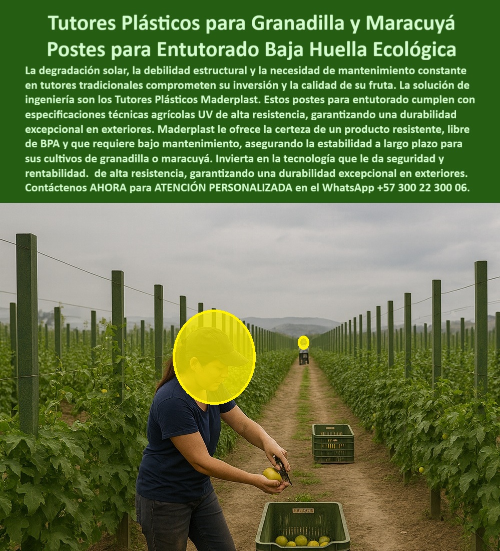Fabricante Tutores Plásticos De Exteriores Tutores Para Maracuyá Maderplast 0 Especificaciones técnicas tutores agrícolas UV, tutores para granadilla resistentes, Postes para BPA, Postes entutorado maracuyá bajo mantenimiento, Postes entutorado 0 Fabricante Tutores Plásticos De Exteriores Tutores Para Maracuyá Maderplast 0 Especificaciones técnicas tutores agrícolas UV tutores para granadilla resistentes Postes para BPA Postes entutorado maracuyá bajo mantenimiento Postes entutorado 0