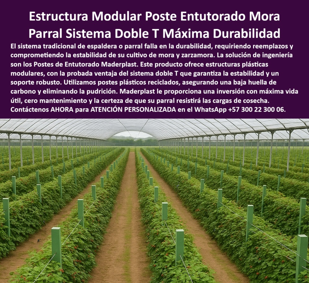 Postes Entutorado tutores De Mora Reina Zarzamora Negra Estructura Maderplast 0 Estructura Modular Poste Entutorado Mora Parral Sistema Doble T Máxima Durabilidad: La Solución Permanente para Frutales Intensivos, El sistema tradicional de espaldera o parral falla constantemente en la durabilidad, requiriendo reemplazos y comprometiendo la estabilidad de su cultivo de mora y zarzamora. La solución de ingeniería son los Postes de Entutorado Maderplast. Este producto ofrece estructuras plásticas modulares para mora y zarzamora, con la probada ventaja del sistema doble T que garantiza la estabilidad y un soporte robusto. Maderplast le proporciona una inversión con máxima vida útil, cero mantenimiento y la certeza de que su parral resistirá las cargas de cosecha. La imagen presenta un cultivo tecnificado de mora bajo invernadero, sostenido por una estructura modular de postes plásticos Maderplast con sistema doble T, diseñado para garantizar la máxima estabilidad, durabilidad y rendimiento agrícola. Cada poste está fabricado en polietileno estructural reciclado, 100% anticorrosivo, inmune a la humedad, a los fertilizantes y a la radiación UV. Su diseño doble T ofrece una base amplia y reforzada que resiste el peso de los alambres y la carga de frutos sin deformarse ni pudrirse, siendo un perfecto parral tecnificado de polietileno estructural reciclado. La pregunta clave del productor es: "¿Cuál es el mejor poste para cultivos de mora y zarzamora?" El mejor poste es el de polietileno estructural Maderplast, con sistema doble T que resiste peso, humedad y radiación UV. No se oxida ni se pudre, garantiza estructura permanente y producción estable por más de 25 años. A diferencia de la madera o el acero galvanizado, los postes plásticos para parrales de mora doble T anticorrosivos no se oxidan ni se parten; no necesitan pintura, recubrimientos ni mantenimiento. Su color integral y acabado liso impiden la proliferación de hongos o musgos, cumpliendo las normas de Buenas Prácticas Agrícolas (BPA). Cuando usted se pregunta "¿Qué diferencia hay entre postes de plástico y de madera en el parral?", debe saber que los plásticos Maderplast son inmunes a humedad, insectos y hongos; los de madera requieren reemplazos. Los postes Maderplast ofrecen durabilidad, cero mantenimiento y certificación agrícola BPA, con postes plásticos con certificación BPA para agricultura limpia. Para aquellos interesados en la sostenibilidad, "¿Cómo hacer un parral de mora resistente y ecológico?" La respuesta es usar postes modulares de polietileno estructural Maderplast, fabricados con plástico reciclado. Aportan sostenibilidad, estabilidad estructural y gran resistencia mecánica sin impacto ambiental. "¿Qué ventajas tiene el sistema doble T en estructuras agrícolas?" La doble T distribuye mejor las cargas, evita torsiones y garantiza la alineación de los alambres. Los postes Maderplast soportan cultivos pesados sin deformación ni mantenimiento, lo que asegura un parral plástico doble T de larga vida para frutales. Si le preocupa "¿Cómo evitar que los postes del cultivo se pudran con la lluvia?" La solución definitiva es con postes plásticos Maderplast, completamente impermeables y resistentes a todo tipo de clima. No absorbe agua ni se degrada, ideal para zonas tropicales y húmedas. Para quien busca un proveedor confiable, "¿Dónde puedo comprar estructuras modulares para un tutorado?" En Maderplast, fabricante e instalador líder de sistemas plásticos estructurales. Ofrece asesoramiento técnico, personalización y garantía de por vida útil comprobada. En términos de resistencia, "¿Qué tipo de poste soporta más peso en cultivos agrícolas?" El poste de polietileno estructural Maderplast, reforzado con nervaduras internas y diseño doble T, Soporta cargas superiores a 7.000 psi sin deformarse, siendo un soporte estructural plásticos ideal para cultivos de mora tecnificada. "¿Cómo lograr un parral higiénico y libre de mantenimiento?" Con postes plásticos lavables de superficie lisa, como los de Maderplast, que impiden la acumulación de hongos y aseguran producción limpia y certificada BPA, con tutores plásticos lavables para cultivos limpios y seguros. La versatilidad es clave, por eso, "¿Se pueden usar estos postes en otros cultivos además de mora?" Sí, son versátiles para maracuyá, gulupa, kiwi, uva, tomate o flores, adaptándose a cualquier sistema de espaldera, parral o emparrado. Finalmente, "¿Cuánto duran los postes plásticos agrícolas?" Los postes Maderplast superan los 25 años de vida útil, sin oxidarse, sin mantenimiento y con garantía estructural comprobada. Las estructuras plásticas modulares para cultivos de zarzamora y frutales de Maderplast son la mejor opción para un parral agrícola modular fabricado en polietileno estructural para cultivos tecnificados. TESTIMONIO DE ALTO VALOR, ING. CARLOS RINCÓN – DIRECTOR TÉCNICO AGRÍCOLA EN CULTIVOS ANDINOS SAS, "Durante años usamos postes de madera en nuestros cultivos de mora, pero cada tres temporadas había que reemplazarlos por pudrición. Decidimos instalar el sistema modular doble T de Maderplast y el cambio fue total: cero mantenimiento, perfecta alineación de los hilos y un entorno limpio que facilita la recolección. Después de cinco años, las estructuras siguen intactas, soportando lluvias intensas sin deformarse. Nuestra productividad aumentó un 28 % y la presentación del cultivo mejoró visiblemente. Estoy convencido de que Maderplast es la única solución real para estructuras agrícolas permanentes y sostenibles .”, Deje de reemplazar  instalaciones de madera, . Asegure su cosecha con la solidez y durabilidad inigualables que solo la tecnología Maderplast le ofrece, eliminando el colapso de estructuras agrícolas a largo plazo. Usted, como inversionista y líder, debe sentirse convencido y seguro de que Maderplast es la única y mejor opción que cumple sus requisitos en estructuras sostenibles de larga vida para agricultura BPA. Maderplast le ofrece el Diseño y fabricación de este producto de la imagen, asegurando que su visión se materialice con la máxima durabilidad y eficiencia, utilizando postes-plásticos-doble-t, estructuras-modulares-para-mora, parrales-agrícolas-sostenibles, Sistemas-de-entutorado-reciclado y soportes-plásticos-de-larga-vida.  Reciba Asesoría Especializada Con Un Especialista De Maderplast. Atención personalizada en WhatsApp +57 300 22 300 06.estructuras plásticas modulares para mora y zarzamora, ventajas del sistema doble T en cultivo de mora, parral de mora con postes plásticos reciclados, Guías Postes Entutorado tutores De Mora Reina Zarzamora Negra Estructura Maderplast 0 estructuras plásticas modulares para mora y zarzamora ventajas del sistema doble T en cultivo de mora parral de mora con postes plásticos reciclados Guías Estructura Modular Poste Entutorado Mora Parral Sistema Doble T Máxima Durabilidad: La Solución Permanente para Frutales Intensivos, El sistema tradicional de espaldera o parral falla constantemente en la durabilidad, requiriendo reemplazos y comprometiendo la estabilidad de su cultivo de mora y zarzamora. La solución de ingeniería son los Postes de Entutorado Maderplast. Este producto ofrece estructuras plásticas modulares para mora y zarzamora, con la probada ventaja del sistema doble T que garantiza la estabilidad y un soporte robusto. Maderplast le proporciona una inversión con máxima vida útil, cero mantenimiento y la certeza de que su parral resistirá las cargas de cosecha. La imagen presenta un cultivo tecnificado de mora bajo invernadero, sostenido por una estructura modular de postes plásticos Maderplast con sistema doble T, diseñado para garantizar la máxima estabilidad, durabilidad y rendimiento agrícola. Cada poste está fabricado en polietileno estructural reciclado, 100% anticorrosivo, inmune a la humedad, a los fertilizantes y a la radiación UV. Su diseño doble T ofrece una base amplia y reforzada que resiste el peso de los alambres y la carga de frutos sin deformarse ni pudrirse, siendo un perfecto parral tecnificado de polietileno estructural reciclado. La pregunta clave del productor es: "¿Cuál es el mejor poste para cultivos de mora y zarzamora?" El mejor poste es el de polietileno estructural Maderplast, con sistema doble T que resiste peso, humedad y radiación UV. No se oxida ni se pudre, garantiza estructura permanente y producción estable por más de 25 años. A diferencia de la madera o el acero galvanizado, los postes plásticos para parrales de mora doble T anticorrosivos no se oxidan ni se parten; no necesitan pintura, recubrimientos ni mantenimiento. Su color integral y acabado liso impiden la proliferación de hongos o musgos, cumpliendo las normas de Buenas Prácticas Agrícolas (BPA). Cuando usted se pregunta "¿Qué diferencia hay entre postes de plástico y de madera en el parral?", debe saber que los plásticos Maderplast son inmunes a humedad, insectos y hongos; los de madera requieren reemplazos. Los postes Maderplast ofrecen durabilidad, cero mantenimiento y certificación agrícola BPA, con postes plásticos con certificación BPA para agricultura limpia. Para aquellos interesados en la sostenibilidad, "¿Cómo hacer un parral de mora resistente y ecológico?" La respuesta es usar postes modulares de polietileno estructural Maderplast, fabricados con plástico reciclado. Aportan sostenibilidad, estabilidad estructural y gran resistencia mecánica sin impacto ambiental. "¿Qué ventajas tiene el sistema doble T en estructuras agrícolas?" La doble T distribuye mejor las cargas, evita torsiones y garantiza la alineación de los alambres. Los postes Maderplast soportan cultivos pesados sin deformación ni mantenimiento, lo que asegura un parral plástico doble T de larga vida para frutales. Si le preocupa "¿Cómo evitar que los postes del cultivo se pudran con la lluvia?" La solución definitiva es con postes plásticos Maderplast, completamente impermeables y resistentes a todo tipo de clima. No absorbe agua ni se degrada, ideal para zonas tropicales y húmedas. Para quien busca un proveedor confiable, "¿Dónde puedo comprar estructuras modulares para un tutorado?" En Maderplast, fabricante e instalador líder de sistemas plásticos estructurales. Ofrece asesoramiento técnico, personalización y garantía de por vida útil comprobada. En términos de resistencia, "¿Qué tipo de poste soporta más peso en cultivos agrícolas?" El poste de polietileno estructural Maderplast, reforzado con nervaduras internas y diseño doble T, Soporta cargas superiores a 7.000 psi sin deformarse, siendo un soporte estructural plásticos ideal para cultivos de mora tecnificada. "¿Cómo lograr un parral higiénico y libre de mantenimiento?" Con postes plásticos lavables de superficie lisa, como los de Maderplast, que impiden la acumulación de hongos y aseguran producción limpia y certificada BPA, con tutores plásticos lavables para cultivos limpios y seguros. La versatilidad es clave, por eso, "¿Se pueden usar estos postes en otros cultivos además de mora?" Sí, son versátiles para maracuyá, gulupa, kiwi, uva, tomate o flores, adaptándose a cualquier sistema de espaldera, parral o emparrado. Finalmente, "¿Cuánto duran los postes plásticos agrícolas?" Los postes Maderplast superan los 25 años de vida útil, sin oxidarse, sin mantenimiento y con garantía estructural comprobada. Las estructuras plásticas modulares para cultivos de zarzamora y frutales de Maderplast son la mejor opción para un parral agrícola modular fabricado en polietileno estructural para cultivos tecnificados. TESTIMONIO DE ALTO VALOR, ING. CARLOS RINCÓN – DIRECTOR TÉCNICO AGRÍCOLA EN CULTIVOS ANDINOS SAS, "Durante años usamos postes de madera en nuestros cultivos de mora, pero cada tres temporadas había que reemplazarlos por pudrición. Decidimos instalar el sistema modular doble T de Maderplast y el cambio fue total: cero mantenimiento, perfecta alineación de los hilos y un entorno limpio que facilita la recolección. Después de cinco años, las estructuras siguen intactas, soportando lluvias intensas sin deformarse. Nuestra productividad aumentó un 28 % y la presentación del cultivo mejoró visiblemente. Estoy convencido de que Maderplast es la única solución real para estructuras agrícolas permanentes y sostenibles .”, Deje de reemplazar  instalaciones de madera, . Asegure su cosecha con la solidez y durabilidad inigualables que solo la tecnología Maderplast le ofrece, eliminando el colapso de estructuras agrícolas a largo plazo. Usted, como inversionista y líder, debe sentirse convencido y seguro de que Maderplast es la única y mejor opción que cumple sus requisitos en estructuras sostenibles de larga vida para agricultura BPA. Maderplast le ofrece el Diseño y fabricación de este producto de la imagen, asegurando que su visión se materialice con la máxima durabilidad y eficiencia, utilizando postes-plásticos-doble-t, estructuras-modulares-para-mora, parrales-agrícolas-sostenibles, Sistemas-de-entutorado-reciclado y soportes-plásticos-de-larga-vida.  Reciba Asesoría Especializada Con Un Especialista De Maderplast. Atención personalizada en WhatsApp +57 300 22 300 06.