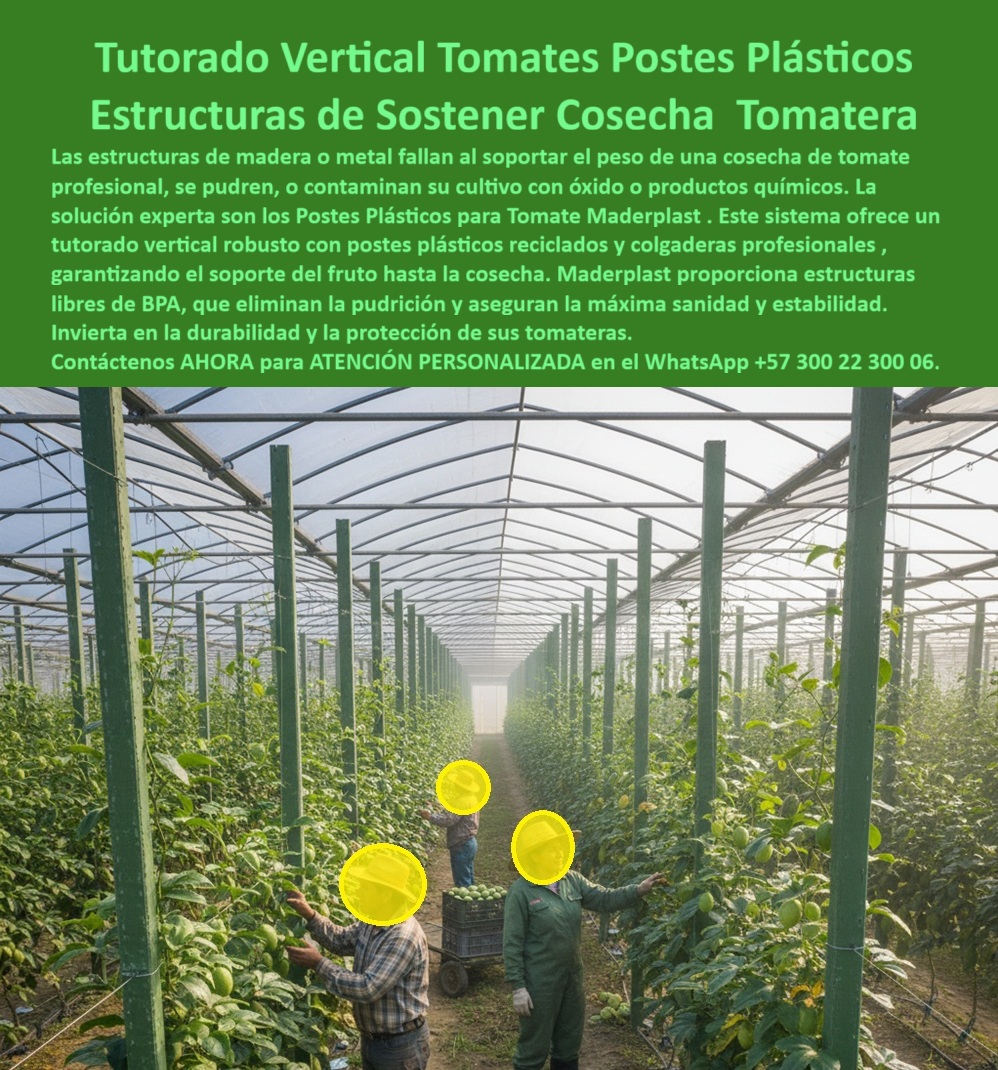 Tutorado vertical cosecha de tomate Vara Soporte de Tomates Estructuras Maderplast 0 Tutorado Vertical Definitivo: La Ingeniería Plástica de Maderplast que Transforma la Cosecha de Tomate, El cultivo de tomate de alto rendimiento, especialmente el destinado a la exportación, exige una base estructural inquebrantable que garantice sanidad, estabilidad y la máxima productividad. Al observar esta imagen que destaca un moderno sistema de tutorado vertical para cultivo de tomate con postes plásticos estructurales Maderplast, instalados dentro de un invernadero agrícola tecnificado, se entiende inmediatamente por qué los sistemas obsoletos de madera o metal están siendo reemplazados de forma definitiva. Las estructuras tradicionales de madera o metal inevitablemente fallan al soportar el peso de una cosecha de tomate profesional, se pudren, o contaminan su cultivo con óxido o productos químicos, poniendo en riesgo la inversión y el cumplimiento de las normas internacionales de Buenas Prácticas Agrícolas (BPA). La solución experta son los Postes Plásticos para Tomate Maderplast. Este sistema ofrece un tutorado vertical robusto con postes plásticos reciclados y colgaderas profesionales, garantizando el soporte total del fruto desde la floración hasta la cosecha. Maderplast proporciona estructuras plásticas libres de BPA que eliminan la pudrición y aseguran la máxima sanidad y estabilidad. Soluciones Estructurales de Ingeniería Avanzada para la Agricultura, Cuando un profesional busca el mejor sistema de tutorado para tomate de exportación, la respuesta técnica es clara y contundente: Maderplast ofrece durabilidad, higiene y un soporte estable por más de 20 años, consolidándose como la opción más confiable. El diseño y fabricación de este producto de la imagen resuelve el principal dilema agrícola. ¿Cómo evitar que los tutores se pudran en invernaderos húmedos? La ingeniería de Maderplast asegura que los tutores plásticos reciclados son totalmente impermeables y resistentes al moho, insectos y oxidación. Esta estructura plástica ecológica de soporte agrícola mantiene las plantas de tomate erguidas, limpias y protegidas de la humedad y la corrosión, garantizando estructuras limpias y permanentes. Para la pregunta esencial sobre qué material usar para entutorar tomates profesionales, la afirmación es rotunda: los postes plásticos de Maderplast reemplazan la madera y el metal, soportando condiciones extremas sin deteriorarse, lo que representa una inversión segura y ecológica. Cada poste plástico sostiene las tomateras con colgaderas de plantas de tomate profesionales, formando líneas perfectamente rectas y simétricas. Estos postes plásticos agrícolas libres de BPA son utilizados para cultivos tecnificados de tomate, resistentes al sol, la lluvia y los productos químicos, lo que garantiza el soporte estructural UV resistente para hortalizas. Máxima Durabilidad y Cero Mantenimiento: La Promesa de Maderplast, El tutor agrícola resistente a humedad, rayos UV y plagas, está diseñado para soportar cosechas intensivas de tomate sin deterioro estructural. En la práctica, ¿Cuál es la vida útil de un tutor plástico? Los tutores de Maderplast superan los 20 años de uso sin mantenimiento. Esto nos lleva a la clave de la rentabilidad. ¿Cómo reducir costos de mantenimiento en tutores agrícolas? Con los tutores plásticos de Maderplast, no se necesita pintura ni reposición, lo que significa un ahorro inmediato y una durabilidad garantizada. Las estructuras plásticas libres de BPA para hortalizas son la estructura anticorrosiva para invernaderos de tomate que necesitaba el sector. La implementación de estas estructuras plásticas ecológicas para espalderas agrícolas es el camino para mejorar la sanidad de los cultivos de tomate. Las estructuras plásticas libres de BPA de Maderplast evitan contaminación, hongos y oxidación, siendo una solución 100% limpia y segura. Los tutores agrícolas ecológicos para cultivos tecnificados cumplen su función de ser un tutor plástico resistente a plagas y humedad, eliminando la necesidad de reponer constantemente la Vara Soporte de Tomates. Liderazgo en Sostenibilidad y Confianza para la Exportación, Maderplast lidera la fabricación de tutores plásticos estructurales con soporte técnico profesional, ofreciendo soporte agrícola duradero para tomateras de exportación. Los postes plásticos de larga vida para agricultura aseguran que la estructura modular plástica para cultivo intensivo se mantenga firme. ING. CAROLINA MEJÍA, GERENTE TÉCNICA DE AGROEXPORT LA VEGA SA, LO CONFIRMA: "Desde que implementamos los tutores plásticos Maderplast, logramos estabilidad total, cero corrosión y una presentación impecable del tomate para exportación. Ahorro, durabilidad y sanidad: todo en un solo producto". Los postes reciclados agrícolas de ingeniería Maderplast son el mejor sustituto de la madera en tutorado agrícola, eliminando la pudrición y manteniendo el orden y sanidad del cultivo por décadas, siendo un producto ecológico, permanente y rentable. El tutorado vertical de plástico para tomate profesional se logra con postes de plástico verde para agricultura limpia. Para concluir, el cliente objetivo debe estar convencido y seguro de que Maderplast es la mejor y más segura opción que cumple sus requisitos. La inversión en el Diseño y fabricación de este producto de la imagen es una inversión en estabilidad, rentabilidad y sostenibilidad certificada. Maderplast es la única que ofrece postes plásticos reforzados para conducción de cultivos con una durabilidad superior, estética profesional y diseño estructural que facilita el crecimiento vertical del tomate. Para materializar el Diseño y fabricación de este producto de la imagen, Maderplast te puede fabricar con Diseño y fabricación de este producto de la imagen. Maderplast no solo es un proveedor, sino un socio estratégico en la agricultura de alta tecnología. Consulta Asesoría Especializada con un Especialista de Maderplast, Atención Personalizada en el WhatsApp +57 300 22 300 06. Con Maderplast, su cultivo obtiene tutores-plásticos-para-tomate, estructuras-agrícolas-recicladas, postes-plásticos-para-invernaderos, Soportes-agrícolas-de-larga-vida y sistemas-de-tutorado-ecológicos. Elija la permanencia y la rentabilidad. Colgaderas de plantas de tomate profesionales, postes plásticos reciclados cultivo de tomate, Postes plásticos tutorado fruto, estructuras sostener tomateras BPA Tutorado vertical cosecha de tomate Vara Soporte de Tomates Estructuras Maderplast 0 Colgaderas de plantas de tomate profesionales postes plásticos reciclados cultivo de tomate Postes plásticos tutorado fruto estructuras sostener tomateras BPA Tutorado Vertical Definitivo: La Ingeniería Plástica de Maderplast que Transforma la Cosecha de Tomate, El cultivo de tomate de alto rendimiento, especialmente el destinado a la exportación, exige una base estructural inquebrantable que garantice sanidad, estabilidad y la máxima productividad. Al observar esta imagen que destaca un moderno sistema de tutorado vertical para cultivo de tomate con postes plásticos estructurales Maderplast, instalados dentro de un invernadero agrícola tecnificado, se entiende inmediatamente por qué los sistemas obsoletos de madera o metal están siendo reemplazados de forma definitiva. Las estructuras tradicionales de madera o metal inevitablemente fallan al soportar el peso de una cosecha de tomate profesional, se pudren, o contaminan su cultivo con óxido o productos químicos, poniendo en riesgo la inversión y el cumplimiento de las normas internacionales de Buenas Prácticas Agrícolas (BPA). La solución experta son los Postes Plásticos para Tomate Maderplast. Este sistema ofrece un tutorado vertical robusto con postes plásticos reciclados y colgaderas profesionales, garantizando el soporte total del fruto desde la floración hasta la cosecha. Maderplast proporciona estructuras plásticas libres de BPA que eliminan la pudrición y aseguran la máxima sanidad y estabilidad. Soluciones Estructurales de Ingeniería Avanzada para la Agricultura, Cuando un profesional busca el mejor sistema de tutorado para tomate de exportación, la respuesta técnica es clara y contundente: Maderplast ofrece durabilidad, higiene y un soporte estable por más de 20 años, consolidándose como la opción más confiable. El diseño y fabricación de este producto de la imagen resuelve el principal dilema agrícola. ¿Cómo evitar que los tutores se pudran en invernaderos húmedos? La ingeniería de Maderplast asegura que los tutores plásticos reciclados son totalmente impermeables y resistentes al moho, insectos y oxidación. Esta estructura plástica ecológica de soporte agrícola mantiene las plantas de tomate erguidas, limpias y protegidas de la humedad y la corrosión, garantizando estructuras limpias y permanentes. Para la pregunta esencial sobre qué material usar para entutorar tomates profesionales, la afirmación es rotunda: los postes plásticos de Maderplast reemplazan la madera y el metal, soportando condiciones extremas sin deteriorarse, lo que representa una inversión segura y ecológica. Cada poste plástico sostiene las tomateras con colgaderas de plantas de tomate profesionales, formando líneas perfectamente rectas y simétricas. Estos postes plásticos agrícolas libres de BPA son utilizados para cultivos tecnificados de tomate, resistentes al sol, la lluvia y los productos químicos, lo que garantiza el soporte estructural UV resistente para hortalizas. Máxima Durabilidad y Cero Mantenimiento: La Promesa de Maderplast, El tutor agrícola resistente a humedad, rayos UV y plagas, está diseñado para soportar cosechas intensivas de tomate sin deterioro estructural. En la práctica, ¿Cuál es la vida útil de un tutor plástico? Los tutores de Maderplast superan los 20 años de uso sin mantenimiento. Esto nos lleva a la clave de la rentabilidad. ¿Cómo reducir costos de mantenimiento en tutores agrícolas? Con los tutores plásticos de Maderplast, no se necesita pintura ni reposición, lo que significa un ahorro inmediato y una durabilidad garantizada. Las estructuras plásticas libres de BPA para hortalizas son la estructura anticorrosiva para invernaderos de tomate que necesitaba el sector. La implementación de estas estructuras plásticas ecológicas para espalderas agrícolas es el camino para mejorar la sanidad de los cultivos de tomate. Las estructuras plásticas libres de BPA de Maderplast evitan contaminación, hongos y oxidación, siendo una solución 100% limpia y segura. Los tutores agrícolas ecológicos para cultivos tecnificados cumplen su función de ser un tutor plástico resistente a plagas y humedad, eliminando la necesidad de reponer constantemente la Vara Soporte de Tomates. Liderazgo en Sostenibilidad y Confianza para la Exportación, Maderplast lidera la fabricación de tutores plásticos estructurales con soporte técnico profesional, ofreciendo soporte agrícola duradero para tomateras de exportación. Los postes plásticos de larga vida para agricultura aseguran que la estructura modular plástica para cultivo intensivo se mantenga firme. ING. CAROLINA MEJÍA, GERENTE TÉCNICA DE AGROEXPORT LA VEGA SA, LO CONFIRMA: "Desde que implementamos los tutores plásticos Maderplast, logramos estabilidad total, cero corrosión y una presentación impecable del tomate para exportación. Ahorro, durabilidad y sanidad: todo en un solo producto". Los postes reciclados agrícolas de ingeniería Maderplast son el mejor sustituto de la madera en tutorado agrícola, eliminando la pudrición y manteniendo el orden y sanidad del cultivo por décadas, siendo un producto ecológico, permanente y rentable. El tutorado vertical de plástico para tomate profesional se logra con postes de plástico verde para agricultura limpia. Para concluir, el cliente objetivo debe estar convencido y seguro de que Maderplast es la mejor y más segura opción que cumple sus requisitos. La inversión en el Diseño y fabricación de este producto de la imagen es una inversión en estabilidad, rentabilidad y sostenibilidad certificada. Maderplast es la única que ofrece postes plásticos reforzados para conducción de cultivos con una durabilidad superior, estética profesional y diseño estructural que facilita el crecimiento vertical del tomate. Para materializar el Diseño y fabricación de este producto de la imagen, Maderplast te puede fabricar con Diseño y fabricación de este producto de la imagen. Maderplast no solo es un proveedor, sino un socio estratégico en la agricultura de alta tecnología. Consulta Asesoría Especializada con un Especialista de Maderplast, Atención Personalizada en el WhatsApp +57 300 22 300 06. Con Maderplast, su cultivo obtiene tutores-plásticos-para-tomate, estructuras-agrícolas-recicladas, postes-plásticos-para-invernaderos, Soportes-agrícolas-de-larga-vida y sistemas-de-tutorado-ecológicos. Elija la permanencia y la rentabilidad.