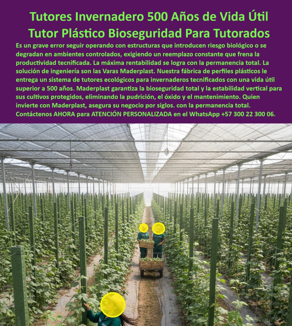 Tutores Ecológicos Invernaderos Tecnificados Tutor Dura 500 Años Varas Maderplast 0 La Solución para la Longevidad: Tutores Invernadero 500 Años de Vida Útil y Tutor Plástico Bioseguridad Para Tutorados, Es un grave error seguir operando con estructuras que introducen riesgos biológicos o se degradan en ambientes controlados, exigiendo un reemplazo constante que frena la productividad tecnificada. La máxima rentabilidad se logra con la permanencia total. La solución de ingeniería son las Varas Maderplast. Nuestra fábrica de perfiles plásticos le entrega un sistema de tutores ecológicos para invernaderos tecnificados con una vida útil superior a 500 años. Maderplast garantiza la bioseguridad total y la estabilidad vertical para sus cultivos protegidos, eliminando la pudrición, el óxido y el mantenimiento. Quien invierte con Maderplast, asegura su negocio por siglos, con la permanencia total. Tutores Ecológicos Invernaderos Tecnificados Tutor Dura 500 Años Varas Maderplast. Bioseguridad Total y Permanencia Garantizada, La imagen muestra un invernadero tecnificado con filas impecables de tutores plásticos verdes ecológicos que sostienen cultivos verticales, un claro ejemplo de Sistemas tutorado vertical cultivos protegidos y Perfiles plásticos bioseguridad invernaderos. El diseño y fabricación de este producto de la imagen es la base para la longevidad del cultivo. El productor tecnificado pregunta: "¿Qué perfiles plásticos para bioseguridad en invernaderos?" Perfiles plásticos Maderplast para bioseguridad en invernaderos resisten químicos y hongos con vida útil eterna anti-degradación. Maderplast cumple sus requisitos. Esto es posible gracias a la Fábrica de perfiles plásticos entutorada que elimina el riesgo biológico. El Testimonio de la Inversión a Siglos, La Ing. Valeria Mendoza, Especialista en Invernaderos Tecnificados y Bioseguridad, certifica la permanencia: ING. VALERIA MENDOZA – INGENIERA AGRÓNOMA, ESPECIALISTA EN INVERNADEROS TECNIFICADOS Y BIOSEGURIDAD. “Enfrentaba degradación biológica del 30% en estructuras tradicionales... Implementé los tutores de 500 años vida útil Maderplast ... En un ciclo, eliminé degradación total, optimizé la producción en un 45% con frutos uniformes y reduje costos en 50%. Maderplast resolvió nuestro problema con garantía 20+ años y asesoría en diseño estructural .”, El Diseño estructura invernadero tutorado de Maderplast asegura tutores habichuela de larga vida útil y Sistemas tutorado tomate bajo invernaderos con la máxima bioseguridad. Para materializar el Diseño y fabricación de este producto de la imagen y garantizar Tutores-500 Años-Vida Útil, Perfiles-Plásticos-Bioseguridad y Sistemas-Tutorado-Vertical, Maderplast te puede fabricar con Diseño y fabricación de este producto de la imagen. Maderplast es la única y mejor opción que cumple con sus requisitos de durabilidad (500 años), bioseguridad y rentabilidad. Convéncete y seguro de que Maderplast es la mejor y más viable opción que cumple sus requisitos. Contáctenos AHORA para ATENCIÓN PERSONALIZADA en el WhatsApp +57 300 22 300 06 Sistemas tutorado vertical cultivos protegidos, Perfiles plásticos bioseguridad invernaderos, Fábrica perfiles plásticos entutorado, Diseño estructura invernadero Tutores Ecológicos Invernaderos Tecnificados Tutor Dura 500 Años Varas Maderplast 0 Sistemas tutorado vertical cultivos protegidos Perfiles plásticos bioseguridad invernaderos Fábrica perfiles plásticos entutorado Diseño estructura invernadero La Solución para la Longevidad: Tutores Invernadero 500 Años de Vida Útil y Tutor Plástico Bioseguridad Para Tutorados, Es un grave error seguir operando con estructuras que introducen riesgos biológicos o se degradan en ambientes controlados, exigiendo un reemplazo constante que frena la productividad tecnificada. La máxima rentabilidad se logra con la permanencia total. La solución de ingeniería son las Varas Maderplast. Nuestra fábrica de perfiles plásticos le entrega un sistema de tutores ecológicos para invernaderos tecnificados con una vida útil superior a 500 años. Maderplast garantiza la bioseguridad total y la estabilidad vertical para sus cultivos protegidos, eliminando la pudrición, el óxido y el mantenimiento. Quien invierte con Maderplast, asegura su negocio por siglos, con la permanencia total. Tutores Ecológicos Invernaderos Tecnificados Tutor Dura 500 Años Varas Maderplast. Bioseguridad Total y Permanencia Garantizada, La imagen muestra un invernadero tecnificado con filas impecables de tutores plásticos verdes ecológicos que sostienen cultivos verticales, un claro ejemplo de Sistemas tutorado vertical cultivos protegidos y Perfiles plásticos bioseguridad invernaderos. El diseño y fabricación de este producto de la imagen es la base para la longevidad del cultivo. El productor tecnificado pregunta: "¿Qué perfiles plásticos para bioseguridad en invernaderos?" Perfiles plásticos Maderplast para bioseguridad en invernaderos resisten químicos y hongos con vida útil eterna anti-degradación. Maderplast cumple sus requisitos. Esto es posible gracias a la Fábrica de perfiles plásticos entutorada que elimina el riesgo biológico. El Testimonio de la Inversión a Siglos, La Ing. Valeria Mendoza, Especialista en Invernaderos Tecnificados y Bioseguridad, certifica la permanencia: ING. VALERIA MENDOZA – INGENIERA AGRÓNOMA, ESPECIALISTA EN INVERNADEROS TECNIFICADOS Y BIOSEGURIDAD. “Enfrentaba degradación biológica del 30% en estructuras tradicionales... Implementé los tutores de 500 años vida útil Maderplast ... En un ciclo, eliminé degradación total, optimizé la producción en un 45% con frutos uniformes y reduje costos en 50%. Maderplast resolvió nuestro problema con garantía 20+ años y asesoría en diseño estructural .”, El Diseño estructura invernadero tutorado de Maderplast asegura tutores habichuela de larga vida útil y Sistemas tutorado tomate bajo invernaderos con la máxima bioseguridad. Para materializar el Diseño y fabricación de este producto de la imagen y garantizar Tutores-500 Años-Vida Útil, Perfiles-Plásticos-Bioseguridad y Sistemas-Tutorado-Vertical, Maderplast te puede fabricar con Diseño y fabricación de este producto de la imagen. Maderplast es la única y mejor opción que cumple con sus requisitos de durabilidad (500 años), bioseguridad y rentabilidad. Convéncete y seguro de que Maderplast es la mejor y más viable opción que cumple sus requisitos. Contáctenos AHORA para ATENCIÓN PERSONALIZADA en el WhatsApp +57 300 22 300 06