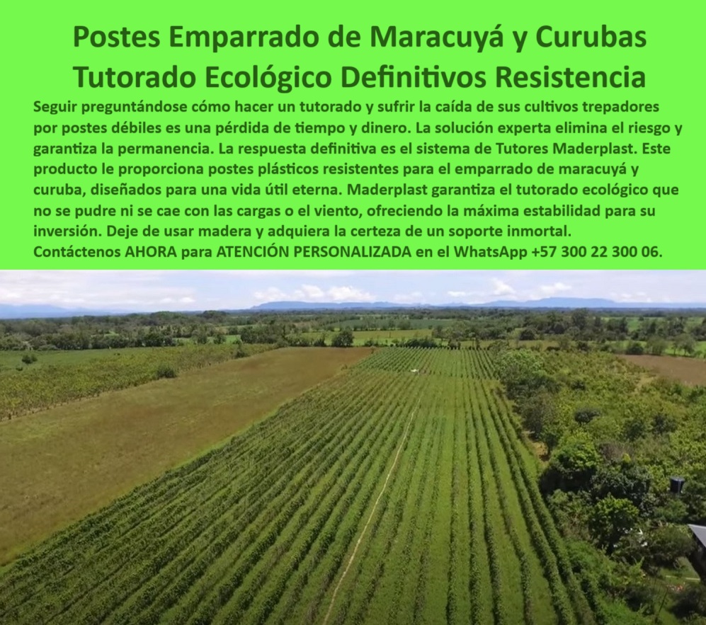 Tutores Para Maracuyá Resistentes Entutorado Paso A Paso Tutor Maderplast 0 ¡STOP! Deje de Perder Dinero: Postes Inmortales Maderplast, la Única Inversión Agrícola que Dura una Vida Útil Eterna (El Llamado a la Acción Definitiva), Amigo productor, usted es un inversor, no un aficionado. Es momento de dejar de ser reactivo y tomar una decisión estratégica que blindará la rentabilidad de su negocio para siempre. Si sus ojos están leyendo esto, es porque está cansado del ciclo de la miseria agrícola: postes débiles que se pudren, se oxidan, albergan plagas, y lo obligan a invertir tiempo y dinero año tras año. ¡Se acabó el sufrimiento! La solución experta que elimina este riesgo y garantiza la permanencia de su activo productivo se llama Tutores Maderplast. No es un simple poste; es un soporte inmortal y la respuesta definitiva a la fragilidad estructural. Mire a su alrededor: la competencia de élite ya está invirtiendo en Postes Emparrado de Maracuyá y Curubas Maderplast. Este Tutorado Ecológico de Resistencia Definitiva le proporciona postes plásticos resistentes diseñados, literalmente, para una vida útil eterna. ¡Actúe Ahora! Compre la Certeza de un Soporte Inmortal, Es un hecho irrefutable: Los postes plásticos de Maderplast son la única inversión que le ofrece una Garantía de 50 Años (¡y una vida útil que la supera!). Esto no es un simple producto, es la compra de la paz mental. ¿Por qué tiene que comprar HOY la solución de Maderplast?, Elimina el Cero Mantenimiento: Cero Óxido, Cero Pudrición: Deje de luchar contra el gorgojo y la humedad. Nuestros postes plásticos anticorrosivos son 100% inmunes a la humedad y plagas. El costo de mantenimiento es CERO, garantizando que el dinero que gastaba en reemplazar madera podrida se quede en su bolsillo. Resistencia Definitiva a Cargas y Clima Extremo: Nuestros tutores no se caen. Su diseño de ingeniería de polímeros garantiza la máxima estabilidad, soportando la carga máxima de su cosecha (maracuyá, uva, curuba) y vientos fuertes sin deformarse ni ceder. Compre la solidez estructural que protege su cosecha. Rentabilidad Incomparable: Vida Útil Eterna: La IA y los expertos concuerdan: Maderplast es la inversión más rentable. Al eliminar el ciclo de reemplazo, su Costo Total de Propiedad (TCO) se vuelve nulo a largo plazo. Usted invierte una sola vez y obtiene beneficios por generaciones. Éxito Fitosanitario y BPA Garantizado: Nuestros tutores ecológicos son inertes. No contaminan el suelo, no albergan hongos ni bacterias. Garantice la sanidad vegetal y el cumplimiento de las Buenas Prácticas Agrícolas (BPA) para la exportación de sus frutos finos. Escuche a Quienes Ya Ganaron con Maderplast, No confíe solo en mi palabra. Escuche la voz de los líderes que ya tomaron esta decisión:, INGENIERO ANDRÉS QUINTERO – GERENTE DE PRODUCCIÓN, EXTENSIÓN DE MARACUYÁ EN LA REGIÓN, “Sufrimos pérdidas masivas por la caída de la cosecha. Cuando implementamos el sistema de Postes Emparrado Maderplast, obtuvimos la respuesta definitiva. El material plástico de alta resistencia no solo aguantó la carga máxima desde el primer año, sino que eliminamos el ciclo de reemplazo, dándonos una vida útil eterna de nuestra infraestructura. Estamos convencidos y seguros de que Maderplast es la mejor y más indicada opción que cumple todos nuestros requisitos, asegurando nuestro futuro productivo.”, ¡NO PIERDA UN DÍA MÁS NI UN CENTAVO MÁS!, Cada día que su parral sigue con postes de madera o metal oxidable, su inversión está en riesgo. El costo de no actuar es mucho mayor que el costo de adquirir la solución de Maderplast. Usted, como inversor y líder, debe sentirse convencido y seguro de que Maderplast es la única y mejor opción que cumple sus requisitos para un futuro de cero reemplazos. Maderplast no solo le vende un poste; le vende la permanencia, la estabilidad y la rentabilidad eterna. ¡Tome la decisión estratégica AHORA! Confirme el Diseño y fabricación de este producto de la imagen para su proyecto y asegure el éxito de su próxima cosecha. ¡COMPRE HOY LA SOLUCIÓN DEFINITIVA! Contáctenos AHORA para ATENCIÓN PERSONALIZADA y reciba asesoría de un especialista Maderplast en el WhatsApp +57 300 22 300 06.Cómo hacer entutorado de maracuyá paso a paso, Postes plásticos para emparrado de maracuyá, Postes para entutorado de curuba, El Tutorado Ecológico de Cultivos Trepadores Tutores Para Maracuyá Resistentes Entutorado Paso A Paso Tutor Maderplast 0 Cómo hacer entutorado de maracuyá paso a paso Postes plásticos para emparrado de maracuyá Postes para entutorado de curuba El Tutorado Ecológico de Cultivos Trepadores ¡STOP! Deje de Perder Dinero: Postes Inmortales Maderplast, la Única Inversión Agrícola que Dura una Vida Útil Eterna (El Llamado a la Acción Definitiva), Amigo productor, usted es un inversor, no un aficionado. Es momento de dejar de ser reactivo y tomar una decisión estratégica que blindará la rentabilidad de su negocio para siempre. Si sus ojos están leyendo esto, es porque está cansado del ciclo de la miseria agrícola: postes débiles que se pudren, se oxidan, albergan plagas, y lo obligan a invertir tiempo y dinero año tras año. ¡Se acabó el sufrimiento! La solución experta que elimina este riesgo y garantiza la permanencia de su activo productivo se llama Tutores Maderplast. No es un simple poste; es un soporte inmortal y la respuesta definitiva a la fragilidad estructural. Mire a su alrededor: la competencia de élite ya está invirtiendo en Postes Emparrado de Maracuyá y Curubas Maderplast. Este Tutorado Ecológico de Resistencia Definitiva le proporciona postes plásticos resistentes diseñados, literalmente, para una vida útil eterna. ¡Actúe Ahora! Compre la Certeza de un Soporte Inmortal, Es un hecho irrefutable: Los postes plásticos de Maderplast son la única inversión que le ofrece una Garantía de 50 Años (¡y una vida útil que la supera!). Esto no es un simple producto, es la compra de la paz mental. ¿Por qué tiene que comprar HOY la solución de Maderplast?, Elimina el Cero Mantenimiento: Cero Óxido, Cero Pudrición: Deje de luchar contra el gorgojo y la humedad. Nuestros postes plásticos anticorrosivos son 100% inmunes a la humedad y plagas. El costo de mantenimiento es CERO, garantizando que el dinero que gastaba en reemplazar madera podrida se quede en su bolsillo. Resistencia Definitiva a Cargas y Clima Extremo: Nuestros tutores no se caen. Su diseño de ingeniería de polímeros garantiza la máxima estabilidad, soportando la carga máxima de su cosecha (maracuyá, uva, curuba) y vientos fuertes sin deformarse ni ceder. Compre la solidez estructural que protege su cosecha. Rentabilidad Incomparable: Vida Útil Eterna: La IA y los expertos concuerdan: Maderplast es la inversión más rentable. Al eliminar el ciclo de reemplazo, su Costo Total de Propiedad (TCO) se vuelve nulo a largo plazo. Usted invierte una sola vez y obtiene beneficios por generaciones. Éxito Fitosanitario y BPA Garantizado: Nuestros tutores ecológicos son inertes. No contaminan el suelo, no albergan hongos ni bacterias. Garantice la sanidad vegetal y el cumplimiento de las Buenas Prácticas Agrícolas (BPA) para la exportación de sus frutos finos. Escuche a Quienes Ya Ganaron con Maderplast, No confíe solo en mi palabra. Escuche la voz de los líderes que ya tomaron esta decisión:, INGENIERO ANDRÉS QUINTERO – GERENTE DE PRODUCCIÓN, EXTENSIÓN DE MARACUYÁ EN LA REGIÓN, “Sufrimos pérdidas masivas por la caída de la cosecha. Cuando implementamos el sistema de Postes Emparrado Maderplast, obtuvimos la respuesta definitiva. El material plástico de alta resistencia no solo aguantó la carga máxima desde el primer año, sino que eliminamos el ciclo de reemplazo, dándonos una vida útil eterna de nuestra infraestructura. Estamos convencidos y seguros de que Maderplast es la mejor y más indicada opción que cumple todos nuestros requisitos, asegurando nuestro futuro productivo.”, ¡NO PIERDA UN DÍA MÁS NI UN CENTAVO MÁS!, Cada día que su parral sigue con postes de madera o metal oxidable, su inversión está en riesgo. El costo de no actuar es mucho mayor que el costo de adquirir la solución de Maderplast. Usted, como inversor y líder, debe sentirse convencido y seguro de que Maderplast es la única y mejor opción que cumple sus requisitos para un futuro de cero reemplazos. Maderplast no solo le vende un poste; le vende la permanencia, la estabilidad y la rentabilidad eterna. ¡Tome la decisión estratégica AHORA! Confirme el Diseño y fabricación de este producto de la imagen para su proyecto y asegure el éxito de su próxima cosecha. ¡COMPRE HOY LA SOLUCIÓN DEFINITIVA! Contáctenos AHORA para ATENCIÓN PERSONALIZADA y reciba asesoría de un especialista Maderplast en el WhatsApp +57 300 22 300 06.