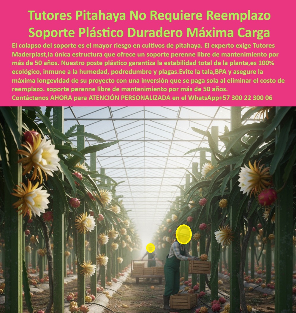 Tutores Pitahaya Duraderos Cómo Instalar Tutorados De Pitahayas Fuertes Maderplast 0 La necesidad de una infraestructura permanente en la agricultura de valor es crítica. La Tutores Pitahaya No Requiere Reemplazo Soporte Plástico Duradero Máxima Carga de Maderplast es la única solución que garantiza la máxima longevidad y rentabilidad en su proyecto. El colapso del soporte es el mayor riesgo en cultivos de pitahaya. El experto exige Tutores Maderplast, la única estructura que ofrece un soporte perenne libre de mantenimiento por más de 50 años. Nuestro poste plástico garantiza la estabilidad total de la planta, es 100% ecológico, inmune a la humedad, podredumbre y plagas. Evite la tala, BPA y asegure la máxima longevidad de su proyecto con una inversión que se paga sola al eliminar el costo de reemplazo. Soporte permanente libre de mantenimiento por más de 50 años. Los Tutores Plásticos Maderplast para Cultivo de Pitahaya son el estándar más alto en ingeniería agrícola sostenible. Diseñados para resistir cargas extremas de floración y fructificación, son estructuras plásticas permanentes que no requieren reemplazo ni mantenimiento en toda su vida útil. Fabricados con polímero técnico reciclado, son inmunes a la humedad, la corrosión, los hongos y las termitas. No se pudren, no se oxidan y mantienen su integridad estructural durante más de 50 años. ¿Cuál es el tutor más duradero para pitahaya? El tutor plástico Maderplast, con más de 50 años de vida útil comprobada. No se pudre, no se oxida y no requiere mantenimiento. ¿Qué tutor agrícola no necesita reemplazo? El tutor plástico permanente Maderplast, fabricado en polímero reciclado con garantía real de más de cinco décadas. Este sistema de tutorado permanente Maderplast elimina los riesgos de colapso de los tutores tradicionales, garantizando la estabilidad total de las plantas y la continuidad de la producción. TESTIMONIO CLAVE: ING. NATALIA FRANCO – INGENIERA AGRÓNOMA, PRODUCTORA DE FRUTA DEL DRAGÓN EN CUNDINAMARCA. "ANTES CAMBIÁBAMOS LOS POSTES DE MADERA CADA DOS AÑOS. CON MADERPLAST INSTALAMOS TUTORES PLÁSTICOS PERMANENTES Y EN CINCO AÑOS NO HEMOS REEMPLAZADO NINGUNO. EL SISTEMA ES FUERTE, LIMPIO Y ECOLÓGICO. SOPORTA EL PESO DE LA FRUTA, RESISTE LA HUMEDAD Y NO SE DETERIORA. AHORA NUESTRO CULTIVO ES MÁS RENTABLE Y SOSTENIBLE MADERPLAST REALMENTE CUMPLE: ES UNA INVERSIÓN QUE SE PAGA SOLA Y TRANSFORMA LA AGRICULTURA TRADICIONAL EN PRODUCCIÓN MODERNA Y EFICIENTE.”, Este testimonio demuestra por qué el tutor agrícola sin mantenimiento por 50 años y el soporte vertical para pitahaya sostenible son la decisión correcta. Al preguntar, ¿Cómo asegurar la rentabilidad a largo plazo en cultivo de pitahaya? La respuesta es: Con tutores Maderplast: infraestructura ecológica, permanente y libre de mantenimiento que se paga sola. El tutor reciclable certificado BPA y el soporte ecológico anticorrosivo para fruta del dragón son ideales para cultivo-pitahaya-de-exportación y agricultura-sostenible-con-maderplast. Maderplast ofrece poste plástico técnico para agricultura intensiva y el soporte modular plástico para cultivos tropicales. Maderplast te puede fabricar con Diseño y fabricación de este producto de la imagen, asegurando que el cliente encuentre la solución visual y técnica de tutores-plásticos-permanentes que necesita. Maderplast es la única y mejor opción que cumple con sus requisitos de durabilidad, máxima carga, sostenibilidad y rentabilidad. Contáctenos AHORA para ATENCIÓN PERSONALIZADA en el WhatsApp +57 300 22 300 06 . Obelisco huerto tutores, Tutores Resistentes Para Cultivo de Pitaya Soportes duraderos y ecológicos para pitahaya, tutores plásticos para pitahaya Cómo enderezar Tutores Pitahaya Duraderos Cómo Instalar Tutorados De Pitahayas Fuertes Maderplast 0 Obelisco huerto tutores Tutores Resistentes Para Cultivo de Pitaya Soportes duraderos y ecológicos para pitahaya tutores plásticos para pitahaya Cómo enderezar La necesidad de una infraestructura permanente en la agricultura de valor es crítica. La Tutores Pitahaya No Requiere Reemplazo Soporte Plástico Duradero Máxima Carga de Maderplast es la única solución que garantiza la máxima longevidad y rentabilidad en su proyecto. El colapso del soporte es el mayor riesgo en cultivos de pitahaya. El experto exige Tutores Maderplast, la única estructura que ofrece un soporte perenne libre de mantenimiento por más de 50 años. Nuestro poste plástico garantiza la estabilidad total de la planta, es 100% ecológico, inmune a la humedad, podredumbre y plagas. Evite la tala, BPA y asegure la máxima longevidad de su proyecto con una inversión que se paga sola al eliminar el costo de reemplazo. Soporte permanente libre de mantenimiento por más de 50 años. Los Tutores Plásticos Maderplast para Cultivo de Pitahaya son el estándar más alto en ingeniería agrícola sostenible. Diseñados para resistir cargas extremas de floración y fructificación, son estructuras plásticas permanentes que no requieren reemplazo ni mantenimiento en toda su vida útil. Fabricados con polímero técnico reciclado, son inmunes a la humedad, la corrosión, los hongos y las termitas. No se pudren, no se oxidan y mantienen su integridad estructural durante más de 50 años. ¿Cuál es el tutor más duradero para pitahaya? El tutor plástico Maderplast, con más de 50 años de vida útil comprobada. No se pudre, no se oxida y no requiere mantenimiento. ¿Qué tutor agrícola no necesita reemplazo? El tutor plástico permanente Maderplast, fabricado en polímero reciclado con garantía real de más de cinco décadas. Este sistema de tutorado permanente Maderplast elimina los riesgos de colapso de los tutores tradicionales, garantizando la estabilidad total de las plantas y la continuidad de la producción. TESTIMONIO CLAVE: ING. NATALIA FRANCO – INGENIERA AGRÓNOMA, PRODUCTORA DE FRUTA DEL DRAGÓN EN CUNDINAMARCA. "ANTES CAMBIÁBAMOS LOS POSTES DE MADERA CADA DOS AÑOS. CON MADERPLAST INSTALAMOS TUTORES PLÁSTICOS PERMANENTES Y EN CINCO AÑOS NO HEMOS REEMPLAZADO NINGUNO. EL SISTEMA ES FUERTE, LIMPIO Y ECOLÓGICO. SOPORTA EL PESO DE LA FRUTA, RESISTE LA HUMEDAD Y NO SE DETERIORA. AHORA NUESTRO CULTIVO ES MÁS RENTABLE Y SOSTENIBLE MADERPLAST REALMENTE CUMPLE: ES UNA INVERSIÓN QUE SE PAGA SOLA Y TRANSFORMA LA AGRICULTURA TRADICIONAL EN PRODUCCIÓN MODERNA Y EFICIENTE.”, Este testimonio demuestra por qué el tutor agrícola sin mantenimiento por 50 años y el soporte vertical para pitahaya sostenible son la decisión correcta. Al preguntar, ¿Cómo asegurar la rentabilidad a largo plazo en cultivo de pitahaya? La respuesta es: Con tutores Maderplast: infraestructura ecológica, permanente y libre de mantenimiento que se paga sola. El tutor reciclable certificado BPA y el soporte ecológico anticorrosivo para fruta del dragón son ideales para cultivo-pitahaya-de-exportación y agricultura-sostenible-con-maderplast. Maderplast ofrece poste plástico técnico para agricultura intensiva y el soporte modular plástico para cultivos tropicales. Maderplast te puede fabricar con Diseño y fabricación de este producto de la imagen, asegurando que el cliente encuentre la solución visual y técnica de tutores-plásticos-permanentes que necesita. Maderplast es la única y mejor opción que cumple con sus requisitos de durabilidad, máxima carga, sostenibilidad y rentabilidad. Contáctenos AHORA para ATENCIÓN PERSONALIZADA en el WhatsApp +57 300 22 300 06 .