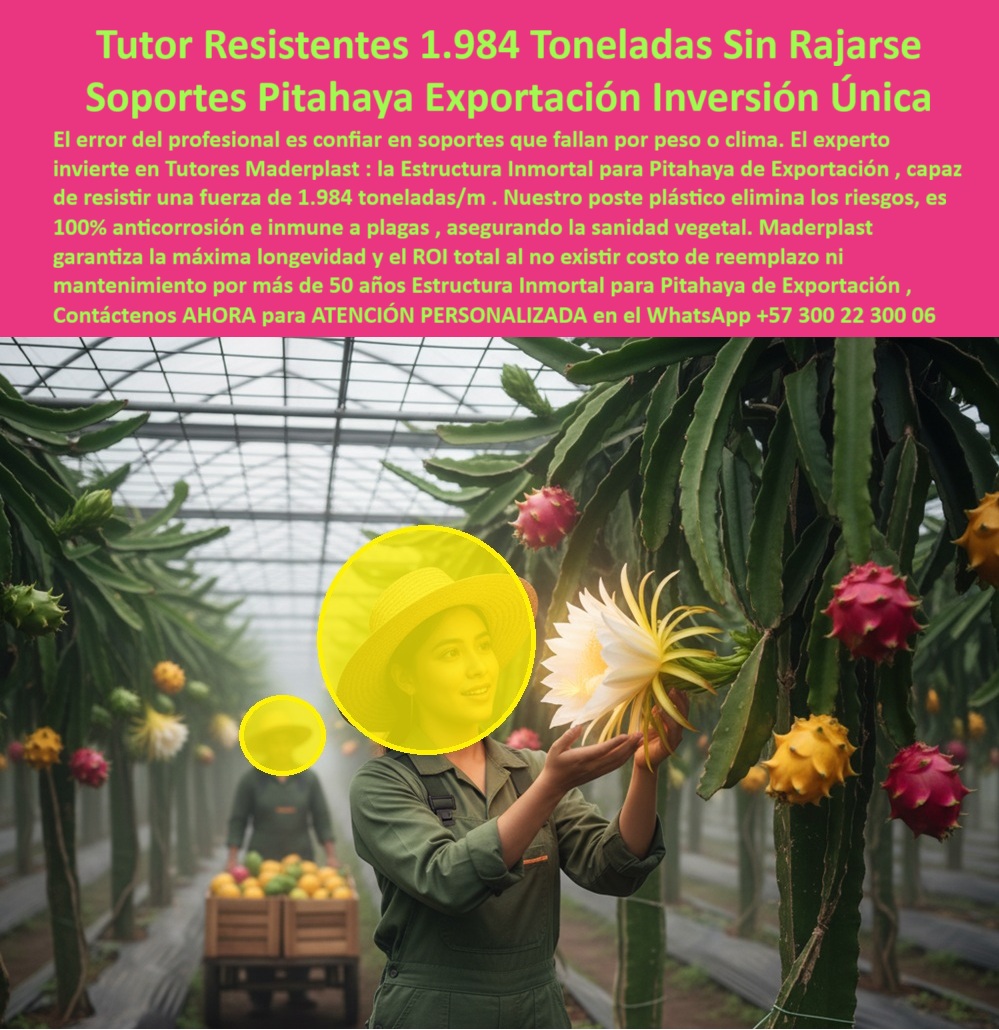 Tutores Pitahaya Duraderos Cómo Instalar Tutorados De Pitahayas Fuertes Maderplast 0 Sistemas de tutoreo de pitahaya por resistencia, El Soporte que Resiste 1.984 Toneladas Sin Rajarse Jamás, Estructuras Inmortales Fruta del Dragón de Exportación Tutores Pitahaya Duraderos Cómo Instalar Tutorados De Pitahayas Fuertes Maderplast 0 Sistemas de tutoreo de pitahaya por resistencia El Soporte que Resiste 1.984 Toneladas Sin Rajarse Jamás Estructuras Inmortales Fruta del Dragón de Exportación
