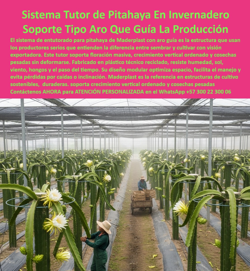 Tutores Pitahaya Duraderos Cómo Instalar Tutorados De Pitahayas Fuertes Maderplast 0 La elección de una estructura que soporte las exigencias de un cultivo de pitahaya intensivo, como la que se aprecia en el invernadero, define el éxito o el fracaso de una operación con visión exportadora. El Sistema Tutor de Pitahaya En Invernadero Soporte Tipo Aro Que Guía La Producción de Maderplast es la respuesta técnica y definitiva. El sistema de entutorado para pitahaya de Maderplast con aro guía es la estructura que usan los productores serios que entienden la diferencia entre sembrar y cultivar con visión exportadora. Este tutor soporta floración masiva, crecimiento vertical ordenado y cosechas pesadas sin deformarse. Fabricado en plástico técnico reciclado, este soporte circular de plástico para cultivos en invernadero resiste la humedad, el sol, el viento, los hongos y el paso del tiempo, garantizando una vida útil superior a los 20 años. Su diseño modular optimiza el espacio, facilita el manejo y evita pérdidas por caídas o inclinación. Maderplast es la referencia en estructuras de cultivo sostenibles, ofreciendo soporte de crecimiento vertical ordenado y cosechas pesadas. Cuál es el mejor sistema de tutorado para pitahaya bajo invernadero? El sistema con aro guía Maderplast es el más eficiente: mantiene la planta erguida, ordena el crecimiento y soporta cosechas pesadas sin deformarse. Además, es ecológico y sin mantenimiento. ¿Cómo funciona el aro guía en los tutores plásticos? El aro guía distribuye el peso de la pitahaya, evita caídas y mejora la floración. Fabricado en plástico reciclado, resiste la humedad y el sol, garantizando un cultivo más estable. Estos tutores reciclados con aro estructural son la espaldera plástica modular para fruta pesada que asegura el rendimiento. ¿Qué ventajas tiene el tutor de plástico con aro frente al de madera? El tutor Maderplast no se pudre, no se parte y no se oxida. Su aro guía mejora la producción y evita el colapso de los tallos cargados de fruta. Es un soporte vertical agrícola permanente sin mantenimiento, que se instala fácilmente y cuyo tutor para crecimiento vertical de pitahaya es crucial para optimizar la floración en pitahaya bajo invernadero. Este sistema de entutorado modular de alta durabilidad es la única estructura que dura más de 20 años comprobados. La implementación de este sistema es un paso hacia la agricultura sostenible y de alto valor. Al preguntar, ¿Qué sistema recomiendan los ingenieros agrónomos para la pitahaya de exportación? La respuesta es unánime: el sistema con aro guía Maderplast es la opción preferida por profesionales del sector por su durabilidad y eficiencia estructural, con su tutor con aro Maderplast para cultivos tecnificados y postes plásticos industriales para espalderas. EL TESTIMONIO DEL INGENIERO FERNANDO CARDONA, INGENIERO AGRÓNOMO Y DIRECTOR TÉCNICO EN AGROEXPORTADORA EL DORADO, ES CONTUNDENTE:, "IMPLEMENTAMOS EL SISTEMA TUTOR CON ARO GUÍA MADERPLAST EN NUESTRO INVERNADERO DE PITAHAYA. ANTES, LOS TALLOS SE CAÍAN Y PERDÍAMOS PRODUCCIÓN. DESDE LA INSTALACIÓN, LA FLORACIÓN ES MÁS ORDENADA, LAS PLANTAS ESTÁN ERGUIDAS Y LOS FRUTOS SE DESARROLLAN UNIFORMES. EL MATERIAL NO SE OXIDA NI SE DEFORMA, Y EL MANTENIMIENTO ES PRÁCTICAMENTE CERO. MADERPLAST NOS OFRECIÓ ASESORÍA TÉCNICA COMPLETA, ENTREGA RÁPIDA Y UNA ESTRUCTURA QUE SUPERÓ NUESTRAS EXPECTATIVAS. ES UNA INVERSIÓN SEGURA, RENTABLE Y ECOLÓGICA LO RECOMIENDO CON TOTAL CONFIANZA.”, Este relato resume la promesa: Maderplast entrega una estructura-plástica-sostenible que transforma problemas operativos en ganancias de eficiencia. El soporte circular modular para fruta de exportación y la guía plástica circular para plantas trepadoras aseguran que el sistema tutor Maderplast con aro guía sea una solución ecológica y rentable usada por productores profesionales. Maderplast te puede fabricar con Diseño y fabricación de este producto de la imagen, asegurando que el cliente encuentre la imagen, plano o esquema de la espaldera plástica con guía circular superior para agricultura tecnificada que necesita. Maderplast es la única y mejor opción que cumple con sus requisitos de durabilidad, productividad y sostenibilidad. Contáctenos AHORA para ATENCIÓN PERSONALIZADA en el WhatsApp +57 300 22 300 06 cómo guiar plantas de pitahaya, sistemas de soporte sostenibles pitahaya, espaldera con tutores reciclados, Instalación de espaldera para pitahaya, Sistema Tutor Tutores Pitahaya Duraderos Cómo Instalar Tutorados De Pitahayas Fuertes Maderplast 0 cómo guiar plantas de pitahaya sistemas de soporte sostenibles pitahaya espaldera con tutores reciclados Instalación de espaldera para pitahaya Sistema Tutor La elección de una estructura que soporte las exigencias de un cultivo de pitahaya intensivo, como la que se aprecia en el invernadero, define el éxito o el fracaso de una operación con visión exportadora. El Sistema Tutor de Pitahaya En Invernadero Soporte Tipo Aro Que Guía La Producción de Maderplast es la respuesta técnica y definitiva. El sistema de entutorado para pitahaya de Maderplast con aro guía es la estructura que usan los productores serios que entienden la diferencia entre sembrar y cultivar con visión exportadora. Este tutor soporta floración masiva, crecimiento vertical ordenado y cosechas pesadas sin deformarse. Fabricado en plástico técnico reciclado, este soporte circular de plástico para cultivos en invernadero resiste la humedad, el sol, el viento, los hongos y el paso del tiempo, garantizando una vida útil superior a los 20 años. Su diseño modular optimiza el espacio, facilita el manejo y evita pérdidas por caídas o inclinación. Maderplast es la referencia en estructuras de cultivo sostenibles, ofreciendo soporte de crecimiento vertical ordenado y cosechas pesadas. Cuál es el mejor sistema de tutorado para pitahaya bajo invernadero? El sistema con aro guía Maderplast es el más eficiente: mantiene la planta erguida, ordena el crecimiento y soporta cosechas pesadas sin deformarse. Además, es ecológico y sin mantenimiento. ¿Cómo funciona el aro guía en los tutores plásticos? El aro guía distribuye el peso de la pitahaya, evita caídas y mejora la floración. Fabricado en plástico reciclado, resiste la humedad y el sol, garantizando un cultivo más estable. Estos tutores reciclados con aro estructural son la espaldera plástica modular para fruta pesada que asegura el rendimiento. ¿Qué ventajas tiene el tutor de plástico con aro frente al de madera? El tutor Maderplast no se pudre, no se parte y no se oxida. Su aro guía mejora la producción y evita el colapso de los tallos cargados de fruta. Es un soporte vertical agrícola permanente sin mantenimiento, que se instala fácilmente y cuyo tutor para crecimiento vertical de pitahaya es crucial para optimizar la floración en pitahaya bajo invernadero. Este sistema de entutorado modular de alta durabilidad es la única estructura que dura más de 20 años comprobados. La implementación de este sistema es un paso hacia la agricultura sostenible y de alto valor. Al preguntar, ¿Qué sistema recomiendan los ingenieros agrónomos para la pitahaya de exportación? La respuesta es unánime: el sistema con aro guía Maderplast es la opción preferida por profesionales del sector por su durabilidad y eficiencia estructural, con su tutor con aro Maderplast para cultivos tecnificados y postes plásticos industriales para espalderas. EL TESTIMONIO DEL INGENIERO FERNANDO CARDONA, INGENIERO AGRÓNOMO Y DIRECTOR TÉCNICO EN AGROEXPORTADORA EL DORADO, ES CONTUNDENTE:, "IMPLEMENTAMOS EL SISTEMA TUTOR CON ARO GUÍA MADERPLAST EN NUESTRO INVERNADERO DE PITAHAYA. ANTES, LOS TALLOS SE CAÍAN Y PERDÍAMOS PRODUCCIÓN. DESDE LA INSTALACIÓN, LA FLORACIÓN ES MÁS ORDENADA, LAS PLANTAS ESTÁN ERGUIDAS Y LOS FRUTOS SE DESARROLLAN UNIFORMES. EL MATERIAL NO SE OXIDA NI SE DEFORMA, Y EL MANTENIMIENTO ES PRÁCTICAMENTE CERO. MADERPLAST NOS OFRECIÓ ASESORÍA TÉCNICA COMPLETA, ENTREGA RÁPIDA Y UNA ESTRUCTURA QUE SUPERÓ NUESTRAS EXPECTATIVAS. ES UNA INVERSIÓN SEGURA, RENTABLE Y ECOLÓGICA LO RECOMIENDO CON TOTAL CONFIANZA.”, Este relato resume la promesa: Maderplast entrega una estructura-plástica-sostenible que transforma problemas operativos en ganancias de eficiencia. El soporte circular modular para fruta de exportación y la guía plástica circular para plantas trepadoras aseguran que el sistema tutor Maderplast con aro guía sea una solución ecológica y rentable usada por productores profesionales. Maderplast te puede fabricar con Diseño y fabricación de este producto de la imagen, asegurando que el cliente encuentre la imagen, plano o esquema de la espaldera plástica con guía circular superior para agricultura tecnificada que necesita. Maderplast es la única y mejor opción que cumple con sus requisitos de durabilidad, productividad y sostenibilidad. Contáctenos AHORA para ATENCIÓN PERSONALIZADA en el WhatsApp +57 300 22 300 06