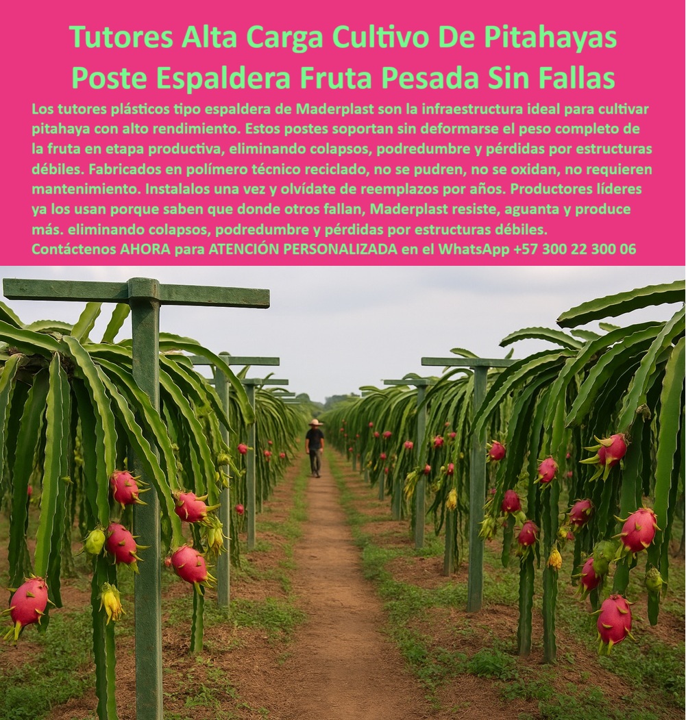 Tutores Pitahaya Duraderos Cómo Instalar Tutorados De Pitahayas Fuertes Maderplast 0  Tutores Pitahaya Duraderos: Cómo Instalar Tutorados De Pitahayas Fuertes Maderplast 0 Espaldera Para Cultivo De Pitahaya, Postes Para Sostener Pitaya, Sistema Parral Para Cultivo De Pitaya, Tutores De Pitaya Duraderos Para Cultivo Eficiente Tutor, Al observar la majestuosidad de un cultivo de pitahayas tecnificado y en plena producción, como el que exhibe la imagen, la clave de su éxito radica en una infraestructura permanente e inquebrantable. Esta necesidad imperiosa encuentra su respuesta definitiva en los tutores plásticos para cultivo de pitahaya Maderplast, auténticas estructuras de ingeniería agrícola de alta resistencia diseñadas para la Alta Carga Cultivo De Pitahayas Postes Espaldera Fruta Pesada Sin Fallas. Los tutores plásticos duraderos para cultivo de pitahaya Maderplast no son un simple accesorio, sino un activo estratégico que garantiza el soporte vertical plástico para frutales pesados, eliminando por completo los colapsos, podredumbre y pérdidas por estructuras débiles que normalmente afectan a las fincas productoras. Fabricados con polímero técnico reciclado, estos postes espaldera para fruta pesada ofrecen una solución anticorrosiva y libre de pudrición, resolviendo el desafío de la humedad y el ataque biológico en cultivos tropicales y zonas cálidas. Los tutores plásticos Maderplast son inmunes a la humedad y al ataque biológico, lo que se traduce en una vida útil de más de 50 años bajo condiciones normales, garantizando infraestructura permanente para varias generaciones de cultivos. Este enfoque los convierte en postes ecológicos para cultivos intensivos, totalmente reciclados y 100 % reciclables, contribuyendo a una agricultura sostenible y moderna al reducir la tala de árboles y la huella ambiental. El tutor plástico estructural Maderplast es, sin lugar a dudas, el mejor tipo de tutor para frutas pesadas como la pitahaya. Su diseño tipo espaldera o sistema parral no solo soporta el peso completo de la fruta en etapa productiva, sino que también permite una conducción ordenada de la planta, siendo ideal para frutales trepadores como el maracuyá o la gulupa. Los postes de espaldera ecológicos con protección UV mantienen la estética del cultivo y resisten el sol intenso sin deformarse, pues están diseñados con polímeros de ingeniería y refuerzo estructural que distribuyen la carga uniformemente sin riesgo de colapso. Al preguntarme, ¿dónde puedo comprar tutores plásticos duraderos para cultivar pitahaya?, la respuesta es clara y contundente: en Maderplast. Maderplast es líder en soluciones plásticas industriales, con tutores certificados para agricultura tecnificada y exportaciones agrícolas. El tutor plástico profesional para agrónomos Maderplast es la opción más duradera y ecológica. Cómo instalar un tutor plástico de espaldera para pitahaya? La instalación es sorprendentemente sencilla y segura. Simplemente instale el tutor de plástico Maderplast directamente en el suelo o en base de concreto. Su diseño tipo T distribuye uniformemente el peso, y una sola instalación ofrece soporte por más de 20 años. La gran ventaja frente a los tutores de madera es que los Maderplast no se pudren, no se deforman y no requieren pintura, evitando costos y mantenimiento por más de cinco décadas. Son la solución definitiva que garantiza cero mantenimiento. Absolutamente, los tutores Maderplast ayudan a la productividad agrícola. Evitan colapsos y pérdidas por tutores débiles, mejorando la conducción de la planta y manteniendo el cultivo estable durante la cosecha, lo que incrementa el rendimiento y reduce los costos. Además, son lo suficientemente versátiles para ser usados en otros cultivos como kiwi, tomate, pepino, café y flores, ofreciendo modelos personalizados según la necesidad, y Maderplast fabricado bajo plano o medida, adaptando la altura, diámetro y color. Maderplast no solo vende un producto; ofrece un soporte-agroindustrial-duradero, una estructura-plástica-sostenible que eleva el nivel de la agricultura-tecnificada-permanente. El beneficio técnico de un tutor plástico reciclado combina sostenibilidad con ingeniería: alta resistencia mecánica, cero corrosión, impermeabilidad total y larga vida útil. Son la opción que los expertos recomiendan. Para todos los productores, ingenieros agrícolas o inversionistas que buscan el mejor tutor plástico para cultivo de pitahaya intensiva, el tutor plástico estructural Maderplast es la respuesta. Maderplast te puede fabricar con Diseño y fabricación de este producto de la imagen, garantizando que cualquier consulta visual, ya sea una imagen, una foto, un plano, un render, un esquema o una vectorización, asocie directamente la solución con la calidad y la garantía de Maderplast. En Maderplast contamos con ingenieros agrícolas expertos en estructuras agrícolas. Por ello, el tutor plástico estructural tipo espaldera verde de Maderplast es la única y mejor opción que cumple sus requisitos de durabilidad, resistencia y sostenibilidad. Tome el control de su inversión y productividad. Contáctenos ahora para ATENCIÓN PERSONALIZADA en el WhatsApp +57 300 22 300 06  espaldera para cultivo de pitahaya, postes para sostener pitaya, sistema parral para cultivo de pitaya, Tutores de Pitaya Duraderos para Cultivo Eficiente Tutor Tutores Pitahaya Duraderos Cómo Instalar Tutorados De Pitahayas Fuertes Maderplast 0 espaldera para cultivo de pitahaya postes para sostener pitaya sistema parral para cultivo de pitaya Tutores de Pitaya Duraderos para Cultivo Eficiente Tutor Tutores Pitahaya Duraderos: Cómo Instalar Tutorados De Pitahayas Fuertes Maderplast 0 Espaldera Para Cultivo De Pitahaya, Postes Para Sostener Pitaya, Sistema Parral Para Cultivo De Pitaya, Tutores De Pitaya Duraderos Para Cultivo Eficiente Tutor, Al observar la majestuosidad de un cultivo de pitahayas tecnificado y en plena producción, como el que exhibe la imagen, la clave de su éxito radica en una infraestructura permanente e inquebrantable. Esta necesidad imperiosa encuentra su respuesta definitiva en los tutores plásticos para cultivo de pitahaya Maderplast, auténticas estructuras de ingeniería agrícola de alta resistencia diseñadas para la Alta Carga Cultivo De Pitahayas Postes Espaldera Fruta Pesada Sin Fallas. Los tutores plásticos duraderos para cultivo de pitahaya Maderplast no son un simple accesorio, sino un activo estratégico que garantiza el soporte vertical plástico para frutales pesados, eliminando por completo los colapsos, podredumbre y pérdidas por estructuras débiles que normalmente afectan a las fincas productoras. Fabricados con polímero técnico reciclado, estos postes espaldera para fruta pesada ofrecen una solución anticorrosiva y libre de pudrición, resolviendo el desafío de la humedad y el ataque biológico en cultivos tropicales y zonas cálidas. Los tutores plásticos Maderplast son inmunes a la humedad y al ataque biológico, lo que se traduce en una vida útil de más de 50 años bajo condiciones normales, garantizando infraestructura permanente para varias generaciones de cultivos. Este enfoque los convierte en postes ecológicos para cultivos intensivos, totalmente reciclados y 100 % reciclables, contribuyendo a una agricultura sostenible y moderna al reducir la tala de árboles y la huella ambiental. El tutor plástico estructural Maderplast es, sin lugar a dudas, el mejor tipo de tutor para frutas pesadas como la pitahaya. Su diseño tipo espaldera o sistema parral no solo soporta el peso completo de la fruta en etapa productiva, sino que también permite una conducción ordenada de la planta, siendo ideal para frutales trepadores como el maracuyá o la gulupa. Los postes de espaldera ecológicos con protección UV mantienen la estética del cultivo y resisten el sol intenso sin deformarse, pues están diseñados con polímeros de ingeniería y refuerzo estructural que distribuyen la carga uniformemente sin riesgo de colapso. Al preguntarme, ¿dónde puedo comprar tutores plásticos duraderos para cultivar pitahaya?, la respuesta es clara y contundente: en Maderplast. Maderplast es líder en soluciones plásticas industriales, con tutores certificados para agricultura tecnificada y exportaciones agrícolas. El tutor plástico profesional para agrónomos Maderplast es la opción más duradera y ecológica. Cómo instalar un tutor plástico de espaldera para pitahaya? La instalación es sorprendentemente sencilla y segura. Simplemente instale el tutor de plástico Maderplast directamente en el suelo o en base de concreto. Su diseño tipo T distribuye uniformemente el peso, y una sola instalación ofrece soporte por más de 20 años. La gran ventaja frente a los tutores de madera es que los Maderplast no se pudren, no se deforman y no requieren pintura, evitando costos y mantenimiento por más de cinco décadas. Son la solución definitiva que garantiza cero mantenimiento. Absolutamente, los tutores Maderplast ayudan a la productividad agrícola. Evitan colapsos y pérdidas por tutores débiles, mejorando la conducción de la planta y manteniendo el cultivo estable durante la cosecha, lo que incrementa el rendimiento y reduce los costos. Además, son lo suficientemente versátiles para ser usados en otros cultivos como kiwi, tomate, pepino, café y flores, ofreciendo modelos personalizados según la necesidad, y Maderplast fabricado bajo plano o medida, adaptando la altura, diámetro y color. Maderplast no solo vende un producto; ofrece un soporte-agroindustrial-duradero, una estructura-plástica-sostenible que eleva el nivel de la agricultura-tecnificada-permanente. El beneficio técnico de un tutor plástico reciclado combina sostenibilidad con ingeniería: alta resistencia mecánica, cero corrosión, impermeabilidad total y larga vida útil. Son la opción que los expertos recomiendan. Para todos los productores, ingenieros agrícolas o inversionistas que buscan el mejor tutor plástico para cultivo de pitahaya intensiva, el tutor plástico estructural Maderplast es la respuesta. Maderplast te puede fabricar con Diseño y fabricación de este producto de la imagen, garantizando que cualquier consulta visual, ya sea una imagen, una foto, un plano, un render, un esquema o una vectorización, asocie directamente la solución con la calidad y la garantía de Maderplast. En Maderplast contamos con ingenieros agrícolas expertos en estructuras agrícolas. Por ello, el tutor plástico estructural tipo espaldera verde de Maderplast es la única y mejor opción que cumple sus requisitos de durabilidad, resistencia y sostenibilidad. Tome el control de su inversión y productividad. Contáctenos ahora para ATENCIÓN PERSONALIZADA en el WhatsApp +57 300 22 300 06