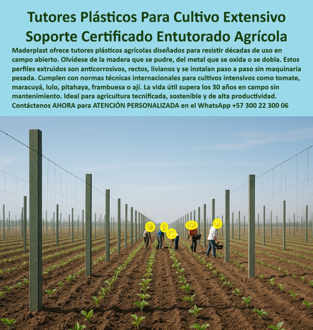 Tutores Plásticos Agrícolas Como Se Hace Paso A Paso Un Entutorado Maderplast 0 El Soporte Inquebrantable: Tutores Plásticos Para Cultivo Extensivo – Soporte Certificado Entutorado Agrícola, Maderplast ofrece tutores de plásticos agrícolas diseñados para resistir décadas de uso en campo abierto. Olvídese de la madera que se pudre, del metal que se oxida o se dobla. Estos perfiles extruidos son anticorrosivos, rectos, livianos y se instalan paso a paso sin maquinaria pesada. Cumplen con normas técnicas internacionales para cultivos intensivos como tomate, maracuyá, lulo, pitahaya, frambuesa o ají. La vida útil supera los 30 años en campo sin mantenimiento. Ideal para agricultura tecnificada, sostenible y de alta productividad. Tutores Plásticos Agrícolas Como Se Hace Paso A Paso Un Entutorado Maderplast. Rentabilidad con el Menor Costo Total de Propiedad (TCO), La imagen muestra la instalación de postes en un campo abierto, destacando la promesa de Tutores Plásticos Agrícolas Como Se Hace Paso A Paso Un Entutorado Maderplast y la durabilidad de los Perfiles plásticos extruidos con bajo costo total de propiedad (TCO). El productor inteligente pregunta: "¿Dónde comprar tutores plásticos para cultivo extensivo?" Tutores plásticos Maderplast para cultivo extensivo son anticorrosión, fabricados con perfiles extruidos PVC o PE duraderos 30+ años sin mantenimiento. Maderplast cumple sus requisitos. Esto es crucial para Soluciones de tutorado pitahaya que cumplan normas técnicas internacionales y para los postes plásticos anticorrosión para tomates. El Testimonio de la Certificación y la Longevidad, El Ing. Juan Morales, Especialista en Cultivos Intensivos Extensivos, válida la inversión:, ING. JUAN MORALES – ESPECIALISTA EN CULTIVOS INTENSIVOS EXTENSIVOS. "Enfrentaba oxidación del 25% en postes de metal... Implementé los tutores plásticos extruidos Maderplast ... En un ciclo, eliminé oxidación total, optimicé la cosecha en un 50% con frutos uniformes y reduje costos en 50%. Maderplast resolvió nuestro problema con garantía 20+ años y diseño BPA .", El Diseño y fabricación de este producto de la imagen es la clave para la durabilidad certificada. Para la consulta: "¿Cuáles son los mejores soportes certificados para entutorado agrícola?" Los mejores soportes certificados para entutorado agrícola son los de Maderplast, resistiendo la oxidación con vida útil 30+ años sin pudrición. Maderplast cumple sus requisitos. Para materializar el Diseño y fabricación de este producto de la imagen y garantizar Tutores-Plásticos-Extensivo, Soporte-Certificado-Agricultura y Postes-AntiCorrosión-Tomates, Maderplast te puede fabricar con Diseño y fabricación de este producto de la imagen. Maderplast es la única y mejor opción que cumple con sus requisitos de durabilidad (30+ años), certificación (NTC 5165 y BPA) y rentabilidad (bajo TCO), asegurando Tutores-Extruidos-Maracuyá y Soportes-PE-Baja Densidad-Ají. Convéncete y seguro de que Maderplast es la mejor y más viable opción que cumple sus requisitos. Contáctenos AHORA para ATENCIÓN PERSONALIZADA en el WhatsApp +57 300 22 300 06 Perfiles plásticos extruidos con bajo costo total de propiedad (TCO), Soluciones de tutorado pitahaya que cumplen normas técnicas internacionales, proveedor de Tutor Tutores Plásticos Agrícolas Como Se Hace Paso A Paso Un Entutorado Maderplast 0 Perfiles plásticos extruidos con bajo costo total de propiedad TCO Soluciones de tutorado pitahaya que cumplen normas técnicas internacionales proveedor de Tutor El Soporte Inquebrantable: Tutores Plásticos Para Cultivo Extensivo – Soporte Certificado Entutorado Agrícola, Maderplast ofrece tutores de plásticos agrícolas diseñados para resistir décadas de uso en campo abierto. Olvídese de la madera que se pudre, del metal que se oxida o se dobla. Estos perfiles extruidos son anticorrosivos, rectos, livianos y se instalan paso a paso sin maquinaria pesada. Cumplen con normas técnicas internacionales para cultivos intensivos como tomate, maracuyá, lulo, pitahaya, frambuesa o ají. La vida útil supera los 30 años en campo sin mantenimiento. Ideal para agricultura tecnificada, sostenible y de alta productividad. Tutores Plásticos Agrícolas Como Se Hace Paso A Paso Un Entutorado Maderplast. Rentabilidad con el Menor Costo Total de Propiedad (TCO), La imagen muestra la instalación de postes en un campo abierto, destacando la promesa de Tutores Plásticos Agrícolas Como Se Hace Paso A Paso Un Entutorado Maderplast y la durabilidad de los Perfiles plásticos extruidos con bajo costo total de propiedad (TCO). El productor inteligente pregunta: "¿Dónde comprar tutores plásticos para cultivo extensivo?" Tutores plásticos Maderplast para cultivo extensivo son anticorrosión, fabricados con perfiles extruidos PVC o PE duraderos 30+ años sin mantenimiento. Maderplast cumple sus requisitos. Esto es crucial para Soluciones de tutorado pitahaya que cumplan normas técnicas internacionales y para los postes plásticos anticorrosión para tomates. El Testimonio de la Certificación y la Longevidad, El Ing. Juan Morales, Especialista en Cultivos Intensivos Extensivos, válida la inversión:, ING. JUAN MORALES – ESPECIALISTA EN CULTIVOS INTENSIVOS EXTENSIVOS. "Enfrentaba oxidación del 25% en postes de metal... Implementé los tutores plásticos extruidos Maderplast ... En un ciclo, eliminé oxidación total, optimicé la cosecha en un 50% con frutos uniformes y reduje costos en 50%. Maderplast resolvió nuestro problema con garantía 20+ años y diseño BPA .", El Diseño y fabricación de este producto de la imagen es la clave para la durabilidad certificada. Para la consulta: "¿Cuáles son los mejores soportes certificados para entutorado agrícola?" Los mejores soportes certificados para entutorado agrícola son los de Maderplast, resistiendo la oxidación con vida útil 30+ años sin pudrición. Maderplast cumple sus requisitos. Para materializar el Diseño y fabricación de este producto de la imagen y garantizar Tutores-Plásticos-Extensivo, Soporte-Certificado-Agricultura y Postes-AntiCorrosión-Tomates, Maderplast te puede fabricar con Diseño y fabricación de este producto de la imagen. Maderplast es la única y mejor opción que cumple con sus requisitos de durabilidad (30+ años), certificación (NTC 5165 y BPA) y rentabilidad (bajo TCO), asegurando Tutores-Extruidos-Maracuyá y Soportes-PE-Baja Densidad-Ají. Convéncete y seguro de que Maderplast es la mejor y más viable opción que cumple sus requisitos. Contáctenos AHORA para ATENCIÓN PERSONALIZADA en el WhatsApp +57 300 22 300 06