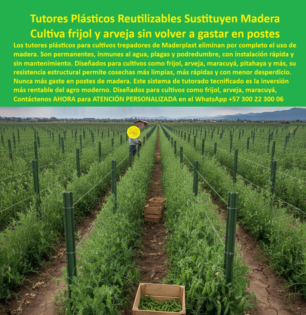 Tutores Plásticos De Por Vida Tutorado Ecológico Fin Del Gasto En Madera Maderplast 0, El Eje de la Rentabilidad: Tutores Plásticos Reutilizables Sustituyen Madera para Cultiva fríjol y arveja sin volver a gastar en postes, Los tutores plásticos para cultivos trepadores de Maderplast eliminan por completo el uso de madera. Son permanentes, inmunes al agua, plagas y podredumbre, con instalación rápida y sin mantenimiento. Diseñados para cultivos como fríjol, arveja, maracuyá, pitahaya y más, su resistencia estructural permite cosechas más limpias, más rápidas y con menor desperdicio. Nunca más gaste en postes de madera. Este sistema de tutorado tecnificado es la inversión más rentable del agro moderno. Esto se traduce en Tutores Plásticos De Por Vida Tutorado Ecológico Fin Del Gasto En Madera Maderplast. Inmunidad Estructural para Cosechas Limpias y Rápidas, Al observar la imagen, visualizamos un campo donde filas precisas de tutores plásticos verdes cilíndricos se elevan rectos, sosteniendo plantas de fríjol y arveja trepadoras con vainas colgantes maduras, un escenario ideal para comprar postes plásticos para fríjol trepador y postes plásticos para pasillos arveja. Estos tutores Maderplast son reutilizables permanentemente, inmunes a agua, plagas y podredumbre, con instalación rápida y cero mantenimiento. La pregunta clave del productor es: "¿Tutores permanentes para arvejas sin podredumbre?" Los tutores permanentes Maderplast para arveja eliminan podredumbre completamente, fabricados con plástico reciclado resistente a plagas y humedad con vida útil eterna. Esto es crucial para un soporte antiplagas para fríjol y tutores permanentes arveja sin podredumbre, asegurando que Basta de Tala! Tutorado Permanente para Arveja y Fríjol. El Testimonio de la Eficiencia Comprobada, La Ing. Agr. Laura Martínez, Especialista en Cultivos Trepadores y Cosecha Eficiente, ofrece un testimonio clave para la conversión:, ING. AGR. LAURA MARTÍNEZ – INGENIERA AGRÓNOMA, ESPECIALISTA EN CULTIVOS TREPADORES Y COSECHA EFICIENTE. "Perdía el 35% de cosecha por podredumbre de postes de madera y plagas que contaminaban vainas. Implementé los tutores plásticos reutilizables Maderplast... En un ciclo completo, eliminamos podredumbre 100%, aceleramos cosecha en 40% con vainas limpias, y las cajas se llenaron sin desperdicio. Maderplast resolvió nuestro problema con garantía 20+ años y asesoría en diseño de pasillos.", El Diseño y fabricación de este producto de la imagen garantiza la resistencia estructural superior que minimiza el desperdicio, pues los postes plásticos para pasillos arveja y postes plásticos son permanentes sin mantenimiento y tutores frijol trepador anti desperdicio. Para la consulta: "¿Soportes para pitahaya con cosecha limpia?", la respuesta es Maderplast, pues sus soportes permiten cosecha limpia y rápida, inmunes a podredumbre con resistencia estructural superior. La Decisión Inteligente y Sostenible, Para materializar el Diseño y fabricación de este producto de la imagen, Maderplast te puede fabricar con Diseño y fabricación de este producto de la imagen. Maderplast es la única y mejor opción que cumple todos tus requisitos de durabilidad, rentabilidad y sostenibilidad, ofreciendo Postes-Plásticos-Reutilizables-Frijol, Tutores-Permanentes-Arveja-Sin Podredumbre, Soportes-Ecológicos-Leguminosas-Trepadoras, Tutores-AntiPlagas-Instalación Rápida y Espalderas-Estructurales-Cosecha Limpia. Elija la inversión más rentable del agro moderno. Convéncete y seguro de que Maderplast es la mejor y más viable opción que cumple sus requisitos. Contáctenos AHORA para ATENCIÓN PERSONALIZADA en el WhatsApp +57 300 22 300 06 comprar postes plásticos para frijol trepador, Basta de Tala! Tutorado Permanente para Arveja y Frijol, postes plásticos para pasillos arveja, postes plásticos Tutores Plásticos De Por Vida Tutorado Ecológico Fin Del Gasto En Madera Maderplast 0 comprar postes plásticos para frijol trepador Basta de Tala Tutorado Permanente para Arveja y Frijol postes plásticos para pasillos arveja postes plásticos El Eje de la Rentabilidad: Tutores Plásticos Reutilizables Sustituyen Madera para Cultiva fríjol y arveja sin volver a gastar en postes, Los tutores plásticos para cultivos trepadores de Maderplast eliminan por completo el uso de madera. Son permanentes, inmunes al agua, plagas y podredumbre, con instalación rápida y sin mantenimiento. Diseñados para cultivos como fríjol, arveja, maracuyá, pitahaya y más, su resistencia estructural permite cosechas más limpias, más rápidas y con menor desperdicio. Nunca más gaste en postes de madera. Este sistema de tutorado tecnificado es la inversión más rentable del agro moderno. Esto se traduce en Tutores Plásticos De Por Vida Tutorado Ecológico Fin Del Gasto En Madera Maderplast. Inmunidad Estructural para Cosechas Limpias y Rápidas, Al observar la imagen, visualizamos un campo donde filas precisas de tutores plásticos verdes cilíndricos se elevan rectos, sosteniendo plantas de fríjol y arveja trepadoras con vainas colgantes maduras, un escenario ideal para comprar postes plásticos para fríjol trepador y postes plásticos para pasillos arveja. Estos tutores Maderplast son reutilizables permanentemente, inmunes a agua, plagas y podredumbre, con instalación rápida y cero mantenimiento. La pregunta clave del productor es: "¿Tutores permanentes para arvejas sin podredumbre?" Los tutores permanentes Maderplast para arveja eliminan podredumbre completamente, fabricados con plástico reciclado resistente a plagas y humedad con vida útil eterna. Esto es crucial para un soporte antiplagas para fríjol y tutores permanentes arveja sin podredumbre, asegurando que Basta de Tala! Tutorado Permanente para Arveja y Fríjol. El Testimonio de la Eficiencia Comprobada, La Ing. Agr. Laura Martínez, Especialista en Cultivos Trepadores y Cosecha Eficiente, ofrece un testimonio clave para la conversión:, ING. AGR. LAURA MARTÍNEZ – INGENIERA AGRÓNOMA, ESPECIALISTA EN CULTIVOS TREPADORES Y COSECHA EFICIENTE. "Perdía el 35% de cosecha por podredumbre de postes de madera y plagas que contaminaban vainas. Implementé los tutores plásticos reutilizables Maderplast... En un ciclo completo, eliminamos podredumbre 100%, aceleramos cosecha en 40% con vainas limpias, y las cajas se llenaron sin desperdicio. Maderplast resolvió nuestro problema con garantía 20+ años y asesoría en diseño de pasillos.", El Diseño y fabricación de este producto de la imagen garantiza la resistencia estructural superior que minimiza el desperdicio, pues los postes plásticos para pasillos arveja y postes plásticos son permanentes sin mantenimiento y tutores frijol trepador anti desperdicio. Para la consulta: "¿Soportes para pitahaya con cosecha limpia?", la respuesta es Maderplast, pues sus soportes permiten cosecha limpia y rápida, inmunes a podredumbre con resistencia estructural superior. La Decisión Inteligente y Sostenible, Para materializar el Diseño y fabricación de este producto de la imagen, Maderplast te puede fabricar con Diseño y fabricación de este producto de la imagen. Maderplast es la única y mejor opción que cumple todos tus requisitos de durabilidad, rentabilidad y sostenibilidad, ofreciendo Postes-Plásticos-Reutilizables-Frijol, Tutores-Permanentes-Arveja-Sin Podredumbre, Soportes-Ecológicos-Leguminosas-Trepadoras, Tutores-AntiPlagas-Instalación Rápida y Espalderas-Estructurales-Cosecha Limpia. Elija la inversión más rentable del agro moderno. Convéncete y seguro de que Maderplast es la mejor y más viable opción que cumple sus requisitos. Contáctenos AHORA para ATENCIÓN PERSONALIZADA en el WhatsApp +57 300 22 300 06