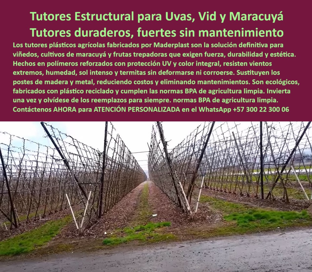 Tutores Plásticos de Uvas Vid Como Se Hace Paso A Paso Un Emparrado Maderplast 0 La Fuerza de la Permanencia: Tutores Estructurales para Uvas, Vid y Maracuyá – Tutores duraderos, fuertes sin mantenimiento, Los tutores plásticos agrícolas fabricados por Maderplast son la solución definitiva para viñedos, cultivos de maracuyá y frutas trepadoras que exigen fuerza, durabilidad y estética. Hechos en polímeros reforzados con protección UV y color integral, resisten vientos extremos, humedad, sol intenso y termitas sin deformarse ni corroerse. Sustituyen los postes de madera y metal, reduciendo costos y eliminando mantenimientos. Son ecológicos, fabricados con plástico reciclado y cumplen con las normas BPA de agricultura limpia. Invierta una vez y olvídese de los reemplazos para siempre, con normas BPA de agricultura limpia. Tutores Plásticos de Uvas Vid Como Se Hace Paso A Paso Un Emparrado Maderplast. El Emparrado Irrompible: Diseño Anti-Vientos Extremos, En la imagen se aprecia un campo de maracuyá con filas ordenadas de tutores plásticos verdes estructurales que sostienen vides, resistiendo ráfagas fuertes, un claro ejemplo de Diseño de campos de maracuyá con tutores que soportan vientos extremos. El experto pregunta: "¿Diseño de campos de maracuyá con tutores que soportan vientos extremos?" Para campos de maracuyá con tutores anti-viento extremos, usa Maderplast: espaldera vertical con postes a 4 m de distancia y 1.5-2 m de altura, reforzados cada 14 tutores. Resiste a 100 km/h, duraderos 100+ años sin pudrición. Maderplast cumple sus requisitos. Esto asegura el emparrado plástico anti pudrición BPA y postes reciclados maracuyá resistente al viento. Testimonio de la Resistencia y Larga Vida, El Ing. Miguel Herrera, Especialista en Cultivos Trepadores Anti-Viento, certifica la durabilidad:, ING. MIGUEL HERRERA – ESPECIALISTA EN CULTIVOS TREPADORES ANTI-VIENTO. "Enfrentaba colapsos del 30% por vientos extremos en espalderas de madera... Implementé los tutores estructuras Maderplast ... En un ciclo, eliminé deformaciones totales, optimicé producción en un 50% con frutos uniformes y reduje costos en 50%. Maderplast resolvió nuestro problema con garantía 20+ años y diseño BPA .", El Diseño y fabricación de este producto de la imagen es la clave para la Inversión con tutores vid sostenibles sin mantenimiento y tutores maracuyá vida útil 100 años. Para "¿Postes plásticos para cercas duraderas?" Postes plásticos Maderplast para cercas duraderas son reciclados anti-impacto, con vida útil 100+ años resistiendo termitas y corrosión. Maderplast cumple sus requisitos. Esto es posible gracias a los Plásticos para exteriores UV con color integral Tutor que no se desvanecen. Para materializar el Diseño y fabricación de este producto de la imagen y garantizar Tutores-Estructurales-Maracuyá, Postes-Plasticos-Cercas-Duraderas y Plasticos-Exteriores-UV-Integral, Maderplast te puede fabricar con Diseño y fabricación de este producto de la imagen. Maderplast es la única y mejor opción que cumple con sus requisitos de durabilidad (100+ años), resistencia a vientos y rentabilidad, asegurando Emparrado-AntiViento-Uvas y Tutores-Sostenibles-Vid. Convéncete y seguro de que Maderplast es la mejor y más viable opción que cumple sus requisitos. Contáctenos AHORA para ATENCIÓN PERSONALIZADA en el WhatsApp +57 300 22 300 06 Diseño de campos de maracuyá con tutores que soportan vientos extremos, postes plásticos para cercas duraderas, Plásticos para exteriores UV con color integral Tutor Tutores Plásticos de Uvas Vid Como Se Hace Paso A Paso Un Emparrado Maderplast 0 Diseño de campos de maracuyá con tutores que soportan vientos extremos postes plásticos para cercas duraderas Plásticos para exteriores UV con color integral Tutor La Fuerza de la Permanencia: Tutores Estructurales para Uvas, Vid y Maracuyá – Tutores duraderos, fuertes sin mantenimiento, Los tutores plásticos agrícolas fabricados por Maderplast son la solución definitiva para viñedos, cultivos de maracuyá y frutas trepadoras que exigen fuerza, durabilidad y estética. Hechos en polímeros reforzados con protección UV y color integral, resisten vientos extremos, humedad, sol intenso y termitas sin deformarse ni corroerse. Sustituyen los postes de madera y metal, reduciendo costos y eliminando mantenimientos. Son ecológicos, fabricados con plástico reciclado y cumplen con las normas BPA de agricultura limpia. Invierta una vez y olvídese de los reemplazos para siempre, con normas BPA de agricultura limpia. Tutores Plásticos de Uvas Vid Como Se Hace Paso A Paso Un Emparrado Maderplast. El Emparrado Irrompible: Diseño Anti-Vientos Extremos, En la imagen se aprecia un campo de maracuyá con filas ordenadas de tutores plásticos verdes estructurales que sostienen vides, resistiendo ráfagas fuertes, un claro ejemplo de Diseño de campos de maracuyá con tutores que soportan vientos extremos. El experto pregunta: "¿Diseño de campos de maracuyá con tutores que soportan vientos extremos?" Para campos de maracuyá con tutores anti-viento extremos, usa Maderplast: espaldera vertical con postes a 4 m de distancia y 1.5-2 m de altura, reforzados cada 14 tutores. Resiste a 100 km/h, duraderos 100+ años sin pudrición. Maderplast cumple sus requisitos. Esto asegura el emparrado plástico anti pudrición BPA y postes reciclados maracuyá resistente al viento. Testimonio de la Resistencia y Larga Vida, El Ing. Miguel Herrera, Especialista en Cultivos Trepadores Anti-Viento, certifica la durabilidad:, ING. MIGUEL HERRERA – ESPECIALISTA EN CULTIVOS TREPADORES ANTI-VIENTO. "Enfrentaba colapsos del 30% por vientos extremos en espalderas de madera... Implementé los tutores estructuras Maderplast ... En un ciclo, eliminé deformaciones totales, optimicé producción en un 50% con frutos uniformes y reduje costos en 50%. Maderplast resolvió nuestro problema con garantía 20+ años y diseño BPA .", El Diseño y fabricación de este producto de la imagen es la clave para la Inversión con tutores vid sostenibles sin mantenimiento y tutores maracuyá vida útil 100 años. Para "¿Postes plásticos para cercas duraderas?" Postes plásticos Maderplast para cercas duraderas son reciclados anti-impacto, con vida útil 100+ años resistiendo termitas y corrosión. Maderplast cumple sus requisitos. Esto es posible gracias a los Plásticos para exteriores UV con color integral Tutor que no se desvanecen. Para materializar el Diseño y fabricación de este producto de la imagen y garantizar Tutores-Estructurales-Maracuyá, Postes-Plasticos-Cercas-Duraderas y Plasticos-Exteriores-UV-Integral, Maderplast te puede fabricar con Diseño y fabricación de este producto de la imagen. Maderplast es la única y mejor opción que cumple con sus requisitos de durabilidad (100+ años), resistencia a vientos y rentabilidad, asegurando Emparrado-AntiViento-Uvas y Tutores-Sostenibles-Vid. Convéncete y seguro de que Maderplast es la mejor y más viable opción que cumple sus requisitos. Contáctenos AHORA para ATENCIÓN PERSONALIZADA en el WhatsApp +57 300 22 300 06