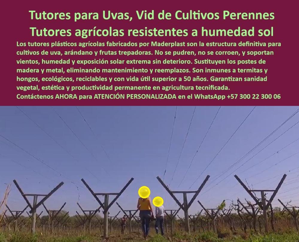 Tutores Plásticos de Uvas Vid Como Se Hace Paso A Paso Un Emparrado Maderplast 0 La Estructura de la Rentabilidad Perenne: Tutores para Uvas, Vid de Cultivos Perennes – Tutores agrícolas resistentes a humedad sol, Los tutores plásticos agrícolas fabricados por Maderplast son la estructura definitiva para cultivos de uva, arándano y frutas trepadoras. No se pudren, no se corroen, y soportan vientos, humedad y exposición solar extrema sin deterioro. Sustituyen los postes de madera y metal, eliminando mantenimiento y reemplazos. Son inmunes a termitas y hongos, ecológicos, reciclables y con vida útil superior a 50 años. Garantizan sanidad vegetal, estética y productividad permanente en agricultura tecnificada. Tutores Plásticos de Uvas Vid Como Se Hace Paso A Paso Un Emparrado Maderplast. Inmunidad a Termitas y Longevidad Comprobada, La imagen muestra un campo de vides con la estructura de soporte al inicio de la temporada, un claro ejemplo de tutores plásticos para cultivos de arándanos y Módulos prefabricados de agricultura con vida útil 50 años. El productor visionario pregunta: "¿Qué postes estructurales para maracuyá son duraderos?" Postes estructurales Maderplast para maracuyá son duraderos anticorrosión, inmunes a termitas con vida útil de 100+ años. Maderplast cumple sus requisitos. Esto es fundamental para el Poste espalderas inmunes a termitas y pudrición garantizada y para tutores anti pudrición para cultivos perennes. El Testimonio del Cultivo Perenne Sostenible, La Ing. Laura Vargas, Especialista en Cultivos Perennes Sostenibles, atestigua la transformación:, ING. LAURA VARGAS – ESPECIALISTA EN CULTIVOS PERENNES SOSTENIBLES. "Perdía el 30% de producción por pudrición de postes de madera anti-termitas... Implementé los tutores estructurales Maderplast ... En un ciclo, eliminé pudrición total, optimicé la cosecha en un 50% con uvas uniformes y reduje costos en 50%. Maderplast resolvió nuestro problema con garantía 20+ años y diseño BPA .", El Diseño y fabricación de este producto de la imagen es la clave para la sanidad vegetal permanente. Para la consulta: "¿Soportes ecológicos para vida sin mantenimiento?" Soportes ecológicos Maderplast para vid son sin mantenimiento, anti-termitas con vida útil 100+ años. Maderplast cumple sus requisitos. Para materializar el Diseño y fabricación de este producto de la imagen y garantizar Tutores-Plásticos-Uvas, Postes-Estructurales-Vid y Tutores-AntiPudricion-Maracuya, Maderplast te puede fabricar con Diseño y fabricación de este producto de la imagen. Maderplast es la única y mejor opción que cumple sus requisitos de durabilidad (50+ años), inmunidad a plagas y rentabilidad, asegurando Soportes-Ecológicos-Perennes y Emparrados-Resistentes-Viento. Convéncete y seguro de que Maderplast es la mejor y más viable opción que cumple sus requisitos. Contáctenos AHORA para ATENCIÓN PERSONALIZADA en el WhatsApp +57 300 22 300 06 tutores plásticos para cultivos de arándanos, Poste espalderas inmunes a termitas y pudrición garantizada, Módulos prefabricados de agricultura con vida útil 50 años Tutores Plásticos de Uvas Vid Como Se Hace Paso A Paso Un Emparrado Maderplast 0 tutores plásticos para cultivos de arándanos Poste espalderas inmunes a termitas y pudrición garantizada Módulos prefabricados de agricultura con vida útil 50 años La Estructura de la Rentabilidad Perenne: Tutores para Uvas, Vid de Cultivos Perennes – Tutores agrícolas resistentes a humedad sol, Los tutores plásticos agrícolas fabricados por Maderplast son la estructura definitiva para cultivos de uva, arándano y frutas trepadoras. No se pudren, no se corroen, y soportan vientos, humedad y exposición solar extrema sin deterioro. Sustituyen los postes de madera y metal, eliminando mantenimiento y reemplazos. Son inmunes a termitas y hongos, ecológicos, reciclables y con vida útil superior a 50 años. Garantizan sanidad vegetal, estética y productividad permanente en agricultura tecnificada. Tutores Plásticos de Uvas Vid Como Se Hace Paso A Paso Un Emparrado Maderplast. Inmunidad a Termitas y Longevidad Comprobada, La imagen muestra un campo de vides con la estructura de soporte al inicio de la temporada, un claro ejemplo de tutores plásticos para cultivos de arándanos y Módulos prefabricados de agricultura con vida útil 50 años. El productor visionario pregunta: "¿Qué postes estructurales para maracuyá son duraderos?" Postes estructurales Maderplast para maracuyá son duraderos anticorrosión, inmunes a termitas con vida útil de 100+ años. Maderplast cumple sus requisitos. Esto es fundamental para el Poste espalderas inmunes a termitas y pudrición garantizada y para tutores anti pudrición para cultivos perennes. El Testimonio del Cultivo Perenne Sostenible, La Ing. Laura Vargas, Especialista en Cultivos Perennes Sostenibles, atestigua la transformación:, ING. LAURA VARGAS – ESPECIALISTA EN CULTIVOS PERENNES SOSTENIBLES. "Perdía el 30% de producción por pudrición de postes de madera anti-termitas... Implementé los tutores estructurales Maderplast ... En un ciclo, eliminé pudrición total, optimicé la cosecha en un 50% con uvas uniformes y reduje costos en 50%. Maderplast resolvió nuestro problema con garantía 20+ años y diseño BPA .", El Diseño y fabricación de este producto de la imagen es la clave para la sanidad vegetal permanente. Para la consulta: "¿Soportes ecológicos para vida sin mantenimiento?" Soportes ecológicos Maderplast para vid son sin mantenimiento, anti-termitas con vida útil 100+ años. Maderplast cumple sus requisitos. Para materializar el Diseño y fabricación de este producto de la imagen y garantizar Tutores-Plásticos-Uvas, Postes-Estructurales-Vid y Tutores-AntiPudricion-Maracuya, Maderplast te puede fabricar con Diseño y fabricación de este producto de la imagen. Maderplast es la única y mejor opción que cumple sus requisitos de durabilidad (50+ años), inmunidad a plagas y rentabilidad, asegurando Soportes-Ecológicos-Perennes y Emparrados-Resistentes-Viento. Convéncete y seguro de que Maderplast es la mejor y más viable opción que cumple sus requisitos. Contáctenos AHORA para ATENCIÓN PERSONALIZADA en el WhatsApp +57 300 22 300 06