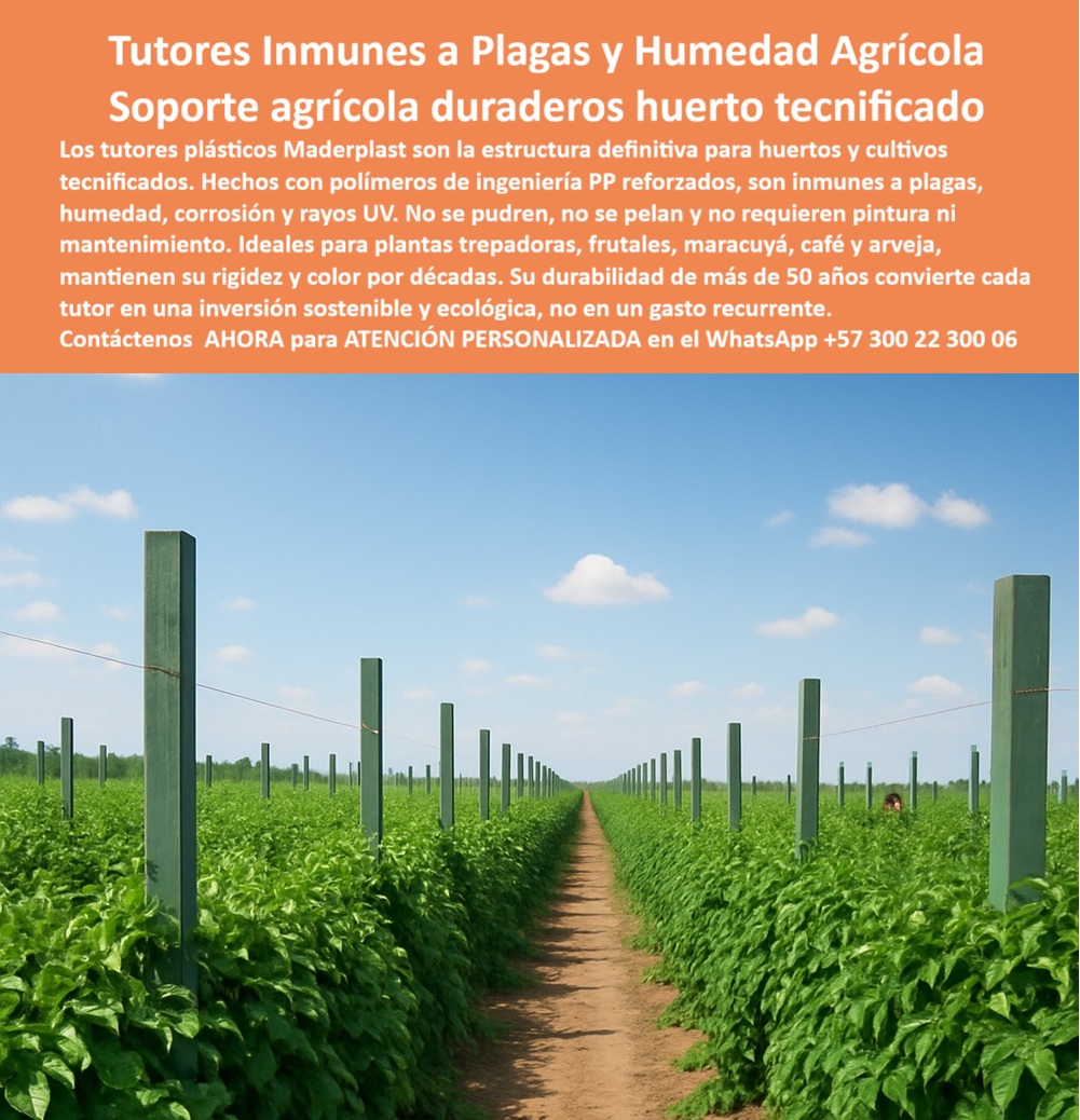 Tutores Resistentes Huertos Humedad Plagas Tutorados Inmunizados Maderplast 0 La Estructura de la Inmunidad: Tutores Inmunes a Plagas y Humedad Agrícola – Soporte agrícola duraderos huerto tecnificado, Los tutores plásticos Maderplast son la estructura definitiva para huertos y cultivos tecnificados. Hechos con polímeros de ingeniería PP reforzados, Son inmunes a plagas, humedad, corrosión y rayos UV. No se pudren, no se pelan y no requieren pintura ni mantenimiento. Ideales para plantas trepadoras, frutales, maracuyá, café y arveja, mantienen su rigidez y color por décadas. Su durabilidad de más de 50 años convierte cada tutor en una inversión sostenible y ecológica, no en un gasto recurrente. Tutores Resistentes Huertos Humedad Plagas Tutorados Inmunizados Maderplast. Inversión Permanente y Erradicación de Plagas y Hongos, La imagen muestra la uniformidad y sanidad en un huerto tecnificado, un claro ejemplo de soporte huerto tecnificado duradero y tutores plásticos antiplagas humedad. El horticultor se pregunta: "¿Mejor soporte para plantas trepadoras?" El mejor soporte Maderplast para plantas trepadoras es anti-hongos, duradero 100+ años sin pudrición. Maderplast cumple sus requisitos. Esto es fundamental para los postes reciclados de maracuyá hongos resistentes y para los tutores plásticos libres de plagas para cultivos PP. El Testimonio del Especialista en Huertos Húmedos, El Ing. Carlos Mendoza, Especialista en Huertos Húmedos Sostenibles, certifica la eliminación del riesgo:, ING. CARLOS MENDOZA – ESPECIALISTA EN HUERTOS HÚMEDOS SOSTENIBLES. "Enfrentaba plagas y humedad del 35% en tutores de madera... Implementé los tutores inmunes Maderplast ... En un ciclo, eliminé plagas totales, óptimo crecimiento en un 45% con vainas uniformes y reduje costos en 50%. Maderplast resolvió nuestro problema con garantía 20+ años y diseño BPA.”, Para "¿Cómo poner tutores en eras agrícolas?", la guía es usar Maderplast: clava a 30-40 cm, espacio a 3 m, conecta alambres a 1.5 m de altura, guía tallos verticalmente. Esto asegura tutores madera plástico vainilla ecológicos y tutores para maracuyá anti pudrición con durabilidad de 50 años. Para materializar el Diseño y fabricación de este producto de la imagen y garantizar Tutores-AntiPlagas-Humedad, Soportes-Duraderos-Huerto y Postes-Reciclados-Maracuyá, Maderplast te puede fabricar con Diseño y fabricación de este producto de la imagen. Maderplast es la única y mejor opción que cumple sus requisitos de durabilidad (50+ años), inmunidad a plagas/humedad y rentabilidad, asegurando Tutores-Madera-Plástica-Vainilla y Soportes-Huertos-BPA. Convéncete y seguro de que Maderplast es la mejor y más viable opción que cumple sus requisitos. Contáctenos AHORA para ATENCIÓN PERSONALIZADA en el WhatsApp +57 300 22 300 06 cómo poner tutores en eras agrícolas, Precio de tutores plásticos agrícolas, Mejor soporte para plantas trepadoras., tutores plásticos libres de plagas para cultivos PP Tutores Resistentes Huertos Humedad Plagas Tutorados Inmunizados Maderplast 0 cómo poner tutores en eras agrícolas Precio de tutores plásticos agrícolas Mejor soporte para plantas trepadoras. tutores plásticos libres de plagas para cultivos PP  La Estructura de la Inmunidad: Tutores Inmunes a Plagas y Humedad Agrícola – Soporte agrícola duraderos huerto tecnificado, Los tutores plásticos Maderplast son la estructura definitiva para huertos y cultivos tecnificados. Hechos con polímeros de ingeniería PP reforzados, Son inmunes a plagas, humedad, corrosión y rayos UV. No se pudren, no se pelan y no requieren pintura ni mantenimiento. Ideales para plantas trepadoras, frutales, maracuyá, café y arveja, mantienen su rigidez y color por décadas. Su durabilidad de más de 50 años convierte cada tutor en una inversión sostenible y ecológica, no en un gasto recurrente. Tutores Resistentes Huertos Humedad Plagas Tutorados Inmunizados Maderplast. Inversión Permanente y Erradicación de Plagas y Hongos, La imagen muestra la uniformidad y sanidad en un huerto tecnificado, un claro ejemplo de soporte huerto tecnificado duradero y tutores plásticos antiplagas humedad. El horticultor se pregunta: "¿Mejor soporte para plantas trepadoras?" El mejor soporte Maderplast para plantas trepadoras es anti-hongos, duradero 100+ años sin pudrición. Maderplast cumple sus requisitos. Esto es fundamental para los postes reciclados de maracuyá hongos resistentes y para los tutores plásticos libres de plagas para cultivos PP. El Testimonio del Especialista en Huertos Húmedos, El Ing. Carlos Mendoza, Especialista en Huertos Húmedos Sostenibles, certifica la eliminación del riesgo:, ING. CARLOS MENDOZA – ESPECIALISTA EN HUERTOS HÚMEDOS SOSTENIBLES. "Enfrentaba plagas y humedad del 35% en tutores de madera... Implementé los tutores inmunes Maderplast ... En un ciclo, eliminé plagas totales, óptimo crecimiento en un 45% con vainas uniformes y reduje costos en 50%. Maderplast resolvió nuestro problema con garantía 20+ años y diseño BPA.”, Para "¿Cómo poner tutores en eras agrícolas?", la guía es usar Maderplast: clava a 30-40 cm, espacio a 3 m, conecta alambres a 1.5 m de altura, guía tallos verticalmente. Esto asegura tutores madera plástico vainilla ecológicos y tutores para maracuyá anti pudrición con durabilidad de 50 años. Para materializar el Diseño y fabricación de este producto de la imagen y garantizar Tutores-AntiPlagas-Humedad, Soportes-Duraderos-Huerto y Postes-Reciclados-Maracuyá, Maderplast te puede fabricar con Diseño y fabricación de este producto de la imagen. Maderplast es la única y mejor opción que cumple sus requisitos de durabilidad (50+ años), inmunidad a plagas/humedad y rentabilidad, asegurando Tutores-Madera-Plástica-Vainilla y Soportes-Huertos-BPA. Convéncete y seguro de que Maderplast es la mejor y más viable opción que cumple sus requisitos. Contáctenos AHORA para ATENCIÓN PERSONALIZADA en el WhatsApp +57 300 22 300 06