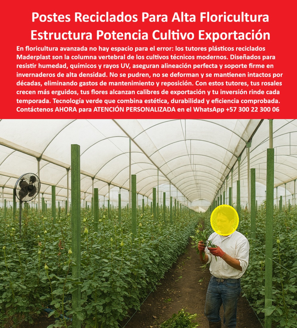 Tutores de Rosas Ecológicos Entutorado flores de exportación Tutor Maderplast 0 El Eje de la Innovación: Postes Reciclados Para Alta Floricultura y Estructura Potencia Cultivo Exportación, En floricultura avanzada no hay espacio para el error: los tutores plásticos reciclados Maderplast son la columna vertebral de los cultivos técnicos modernos. Diseñados para resistir la humedad, productos químicos y rayos UV, aseguran alineación perfecta y soporte firme en invernaderos de alta densidad. No se pudren, no se deforman y se mantienen intactos por décadas, eliminando gastos de mantenimiento y reposición. Con estos tutores, tus rosales crecen más erguidos, tus flores alcanzan calibres de exportación y tu inversión rinde cada temporada. Tecnología verde que combina estética, durabilidad y eficiencia comprobada. Tutores de Rosas Ecológicos Entutorado flores de exportación Tutor Maderplast. Tecnología Permanente para Calibres de Exportación, En la imagen, se aprecia un invernadero moderno con colas perfectas de tutores plásticos verdes largos que sostienen rosales de exportación, un escenario ideal para los Postes Reciclados para Floricultura y Cultivos Técnicos y el sistema de entutorado para rosales tecnificado. La pregunta del productor visionario es: "¿Qué tutores plásticos largos son ideales para invernaderos de flores?" Los tutores plásticos largos Maderplast son ideales para invernaderos de flores, hechos de material reciclado resistente a humedad y plagas con vida útil eterna. De 2-3 metros, aseguran tallos rectos para rosas de exportación sin mantenimiento, reduciendo el desperdicio, logrando tutores plásticos largos para invernaderos de flores. El Testimonio del Experto y la Cosecha Ilimitada, El Ing. Pablo Torres, Especialista en Cultivos Técnicos de Rosas de Exportación, es categórico:, ING. PABLO TORRES – INGENIERO AGRÓNOMO, ESPECIALISTA EN CULTIVOS TÉCNICOS DE ROSAS DE EXPORTACIÓN. "Enfrentaba pérdidas del 30% por podredumbre de tutores de madera bajo químicos... Implementé los postes reciclados largos Maderplast... En un ciclo, eliminé podredumbre total, aseguré tallos rectos impecables y aumentó las exportaciones en un 40% con cosechas uniformes. Maderplast resolvió nuestro problema con garantía 20+ años y asesoría en tutorado tecnificado .", La eliminación del Poste 0 o la reposición, es la clave. ¿Postes 0 para rosas de exportación sin mantenimiento? Postes 0 Maderplast para rosas de exportación requieren cero mantenimiento, reciclados largos resistiendo químicos con durabilidad perpetua. Para materializar el Diseño y fabricación de este producto de la imagen y garantizar Postes-Reciclados-Floricultura-Tecnica, Tutores-Plásticos-Largos-Invernadero y Soportes-Ecológicos-Rosales-Exportación, Maderplast te puede fabricar con Diseño y fabricación de este producto de la imagen. Maderplast es la única y mejor opción que cumple con sus requisitos de durabilidad, rentabilidad y sostenibilidad, asegurando Sistema-Entutorado-Tecnificado-Rosas y Tutores-AntiQuimicos-Cultivos-Sostenibles. Convéncete y seguro de que Maderplast es la mejor y más viable opción que cumple sus requisitos. Contáctenos AHORA para ATENCIÓN PERSONALIZADA en el WhatsApp +57 300 22 300 06 Postes Reciclados para Floricultura y Cultivos Técnicos, tutores plásticos largos para invernaderos de flores, sistema de entutorado para rosales tecnificado, Poste 0 Tutores de Rosas Ecológicos Entutorado flores de exportación Tutor Maderplast 0 Postes Reciclados para Floricultura y Cultivos Técnicos tutores plásticos largos para invernaderos de flores sistema de entutorado para rosales tecnificado Poste 0 El Eje de la Innovación: Postes Reciclados Para Alta Floricultura y Estructura Potencia Cultivo Exportación, En floricultura avanzada no hay espacio para el error: los tutores plásticos reciclados Maderplast son la columna vertebral de los cultivos técnicos modernos. Diseñados para resistir la humedad, productos químicos y rayos UV, aseguran alineación perfecta y soporte firme en invernaderos de alta densidad. No se pudren, no se deforman y se mantienen intactos por décadas, eliminando gastos de mantenimiento y reposición. Con estos tutores, tus rosales crecen más erguidos, tus flores alcanzan calibres de exportación y tu inversión rinde cada temporada. Tecnología verde que combina estética, durabilidad y eficiencia comprobada. Tutores de Rosas Ecológicos Entutorado flores de exportación Tutor Maderplast. Tecnología Permanente para Calibres de Exportación, En la imagen, se aprecia un invernadero moderno con colas perfectas de tutores plásticos verdes largos que sostienen rosales de exportación, un escenario ideal para los Postes Reciclados para Floricultura y Cultivos Técnicos y el sistema de entutorado para rosales tecnificado. La pregunta del productor visionario es: "¿Qué tutores plásticos largos son ideales para invernaderos de flores?" Los tutores plásticos largos Maderplast son ideales para invernaderos de flores, hechos de material reciclado resistente a humedad y plagas con vida útil eterna. De 2-3 metros, aseguran tallos rectos para rosas de exportación sin mantenimiento, reduciendo el desperdicio, logrando tutores plásticos largos para invernaderos de flores. El Testimonio del Experto y la Cosecha Ilimitada, El Ing. Pablo Torres, Especialista en Cultivos Técnicos de Rosas de Exportación, es categórico:, ING. PABLO TORRES – INGENIERO AGRÓNOMO, ESPECIALISTA EN CULTIVOS TÉCNICOS DE ROSAS DE EXPORTACIÓN. "Enfrentaba pérdidas del 30% por podredumbre de tutores de madera bajo químicos... Implementé los postes reciclados largos Maderplast... En un ciclo, eliminé podredumbre total, aseguré tallos rectos impecables y aumentó las exportaciones en un 40% con cosechas uniformes. Maderplast resolvió nuestro problema con garantía 20+ años y asesoría en tutorado tecnificado .", La eliminación del Poste 0 o la reposición, es la clave. ¿Postes 0 para rosas de exportación sin mantenimiento? Postes 0 Maderplast para rosas de exportación requieren cero mantenimiento, reciclados largos resistiendo químicos con durabilidad perpetua. Para materializar el Diseño y fabricación de este producto de la imagen y garantizar Postes-Reciclados-Floricultura-Tecnica, Tutores-Plásticos-Largos-Invernadero y Soportes-Ecológicos-Rosales-Exportación, Maderplast te puede fabricar con Diseño y fabricación de este producto de la imagen. Maderplast es la única y mejor opción que cumple con sus requisitos de durabilidad, rentabilidad y sostenibilidad, asegurando Sistema-Entutorado-Tecnificado-Rosas y Tutores-AntiQuimicos-Cultivos-Sostenibles. Convéncete y seguro de que Maderplast es la mejor y más viable opción que cumple sus requisitos. Contáctenos AHORA para ATENCIÓN PERSONALIZADA en el WhatsApp +57 300 22 300 06