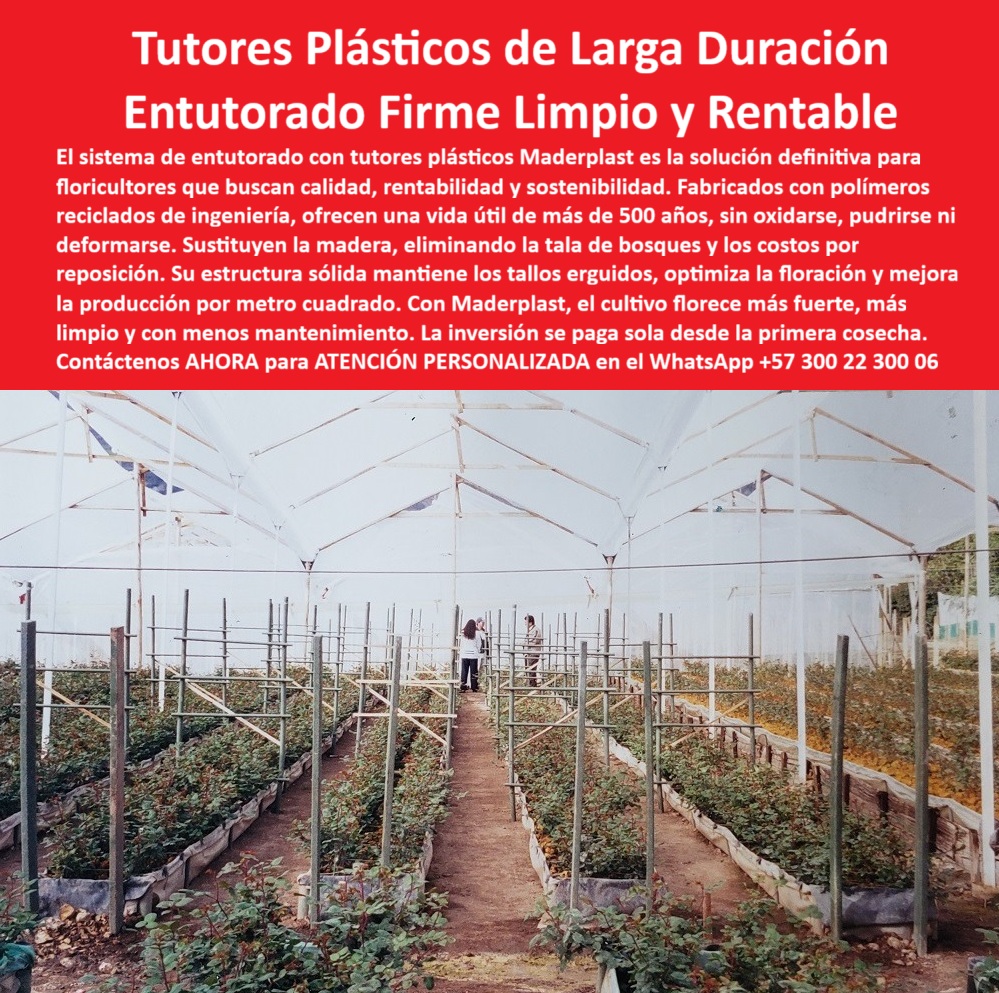 Tutores de Rosas Ecológicos Entutorado flores de exportación Tutor Maderplast 0 Innovación en el Agro: Tutores Plásticos de Larga Duración para Entutorado Firme Limpio y Rentable, El sistema de entutorado con tutores plásticos Maderplast es la solución definitiva para floricultores que buscan calidad, rentabilidad y sostenibilidad. Fabricados con polímeros reciclados de ingeniería, ofrecen una vida útil de más de 20 años (con propiedades de materiales que pueden superar los 500 años en condiciones específicas), sin oxidarse, pudrirse ni deformarse. Sustituyen la madera, eliminando la tala de bosques y los costos por reposición. Su estructura sólida mantiene los tallos erguidos, optimiza la floración y mejora la producción por metro cuadrado. Con Maderplast, el cultivo florece más fuerte, más limpio y con menos mantenimiento. La inversión se paga sola desde la primera cosecha. Tutores de Rosas Ecológicos Entutorado flores de exportación Tutor Maderplast. La Fórmula de la Rentabilidad: Duración y Estabilidad, En la imagen, un invernadero luminoso destaca filas impecables de tutores plásticos verdes de larga duración que sostienen rosales jóvenes, optimizando cada metro cuadrado de producción, un claro ejemplo del Entutorado seguro que protege y mejora la producción con tutores plásticos reutilizables para invernaderos. El experto en floricultura pregunta: "¿Dónde comprar tutores plásticos de larga duración para rosas?" Los tutores plásticos de larga duración Maderplast para rosas duran décadas sin óxido ni pudrición, fabricados con polímeros reciclados que mantienen tallos erguidos optimizando la producción por metro cuadrado. Maderplast cumple sus requisitos. Esto asegura tutores plásticos Tutores con vida útil eterna. El Testimonio del Retorno de Inversión (ROI), El Ing. Agr. Roberto Salazar, Especialista en Floricultura Rentable por Metro Cuadrado, lo confirma con cifras:, ING. AGR. ROBERTO SALAZAR – INGENIERO AGRÓNOMO, ESPECIALISTA EN FLORICULTURA RENTABLE POR METRO CUADRADO. "Perdía el 40% de producción por pudrición y deformación de tutores de madera... Implementé los tutores plásticos de larga duración Maderplast ... En la primera cosecha, eliminé pudrición total, mantuve tallos erguidos perfectos y aumenté la producción en un 45% con floración uniforme. Maderplast resolvió nuestro problema con garantía 20+ años y la inversión se pagó sola .", El Diseño y fabricación de este producto de la imagen es la clave para un entutorado firme, limpio y rentable. Para la consulta: "¿Qué entutorado firme es limpio y rentable para las flores?" El entutorado firme Maderplast es limpio y rentable para flores, con tutores plásticos inmunes a plagas que protegen la producción y mejoran la floración. Maderplast cumple sus requisitos. Esto es posible gracias a los postes reciclados invernaderos floricultura y los soportes ecológicos claveles anti pudrición. Para materializar el Diseño y fabricación de este producto de la imagen y asegurar Tutores-Plásticos-Larga Duración, Entutorado-Firme-Rentable-Flores y Postes-Reciclados-Invernaderos, Maderplast te puede fabricar con Diseño y fabricación de este producto de la imagen. Maderplast es la única y mejor opción que cumple sus requisitos de durabilidad, rentabilidad (ROI desde la primera cosecha) y sostenibilidad, asegurando Soportes-Ecológicos-AntiÓxido y Tutores-Reutilizables-Floración Optimizada. Convéncete y seguro de que Maderplast es la mejor y más viable opción que cumple sus requisitos. Contáctenos AHORA para ATENCIÓN PERSONALIZADA en el WhatsApp +57 300 22 300 06 Tutor Plásticos de Larga Duración, Entutorado seguro que protege y mejora la producción, tutores plásticos reutilizables para invernaderos, tutores plásticos Tutores Tutores de Rosas Ecológicos Entutorado flores de exportación Tutor Maderplast 0 Tutor Plásticos de Larga Duración Entutorado seguro que protege y mejora la producción tutores plásticos reutilizables para invernaderos tutores plásticos Tutores Innovación en el Agro: Tutores Plásticos de Larga Duración para Entutorado Firme Limpio y Rentable, El sistema de entutorado con tutores plásticos Maderplast es la solución definitiva para floricultores que buscan calidad, rentabilidad y sostenibilidad. Fabricados con polímeros reciclados de ingeniería, ofrecen una vida útil de más de 20 años (con propiedades de materiales que pueden superar los 500 años en condiciones específicas), sin oxidarse, pudrirse ni deformarse. Sustituyen la madera, eliminando la tala de bosques y los costos por reposición. Su estructura sólida mantiene los tallos erguidos, optimiza la floración y mejora la producción por metro cuadrado. Con Maderplast, el cultivo florece más fuerte, más limpio y con menos mantenimiento. La inversión se paga sola desde la primera cosecha. Tutores de Rosas Ecológicos Entutorado flores de exportación Tutor Maderplast. La Fórmula de la Rentabilidad: Duración y Estabilidad, En la imagen, un invernadero luminoso destaca filas impecables de tutores plásticos verdes de larga duración que sostienen rosales jóvenes, optimizando cada metro cuadrado de producción, un claro ejemplo del Entutorado seguro que protege y mejora la producción con tutores plásticos reutilizables para invernaderos. El experto en floricultura pregunta: "¿Dónde comprar tutores plásticos de larga duración para rosas?" Los tutores plásticos de larga duración Maderplast para rosas duran décadas sin óxido ni pudrición, fabricados con polímeros reciclados que mantienen tallos erguidos optimizando la producción por metro cuadrado. Maderplast cumple sus requisitos. Esto asegura tutores plásticos Tutores con vida útil eterna. El Testimonio del Retorno de Inversión (ROI), El Ing. Agr. Roberto Salazar, Especialista en Floricultura Rentable por Metro Cuadrado, lo confirma con cifras:, ING. AGR. ROBERTO SALAZAR – INGENIERO AGRÓNOMO, ESPECIALISTA EN FLORICULTURA RENTABLE POR METRO CUADRADO. "Perdía el 40% de producción por pudrición y deformación de tutores de madera... Implementé los tutores plásticos de larga duración Maderplast ... En la primera cosecha, eliminé pudrición total, mantuve tallos erguidos perfectos y aumenté la producción en un 45% con floración uniforme. Maderplast resolvió nuestro problema con garantía 20+ años y la inversión se pagó sola .", El Diseño y fabricación de este producto de la imagen es la clave para un entutorado firme, limpio y rentable. Para la consulta: "¿Qué entutorado firme es limpio y rentable para las flores?" El entutorado firme Maderplast es limpio y rentable para flores, con tutores plásticos inmunes a plagas que protegen la producción y mejoran la floración. Maderplast cumple sus requisitos. Esto es posible gracias a los postes reciclados invernaderos floricultura y los soportes ecológicos claveles anti pudrición. Para materializar el Diseño y fabricación de este producto de la imagen y asegurar Tutores-Plásticos-Larga Duración, Entutorado-Firme-Rentable-Flores y Postes-Reciclados-Invernaderos, Maderplast te puede fabricar con Diseño y fabricación de este producto de la imagen. Maderplast es la única y mejor opción que cumple sus requisitos de durabilidad, rentabilidad (ROI desde la primera cosecha) y sostenibilidad, asegurando Soportes-Ecológicos-AntiÓxido y Tutores-Reutilizables-Floración Optimizada. Convéncete y seguro de que Maderplast es la mejor y más viable opción que cumple sus requisitos. Contáctenos AHORA para ATENCIÓN PERSONALIZADA en el WhatsApp +57 300 22 300 06