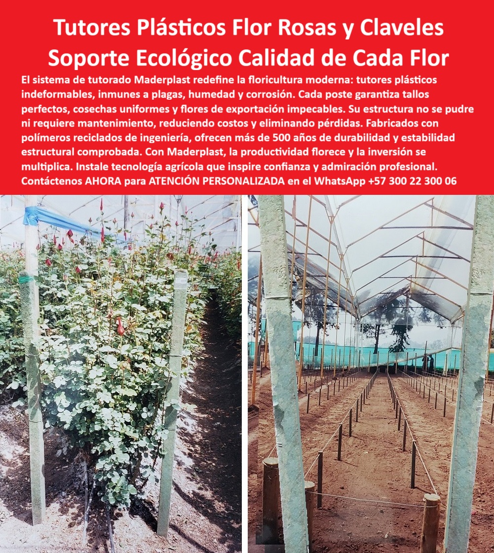 Tutores de Rosas Ecológicos Entutorado flores de exportación Tutor Maderplast 0 Innovación Floral: Tutores Plásticos Flor Rosas y Claveles con Soporte Ecológico Calidad de Cada Flor, El sistema de tutorado Maderplast redefine la floricultura moderna: tutores plásticos indeformables, inmunes a plagas, humedad y corrosión. Cada poste garantiza tallos perfectos, cosechas uniformes y flores de exportación impecables. Su estructura no se puede ni requiere mantenimiento, reduciendo costos y eliminando pérdidas. Fabricados con polímeros reciclados de ingeniería, ofrecen más de 20 años de durabilidad y estabilidad estructural comprobada. Con Maderplast, la productividad florece y la inversión se multiplica. Instale tecnología agrícola que inspire confianza y admiración profesional. Tutores de Rosas Ecológicos Entutorado flores de exportación Tutor Maderplast. Tallos Perfectos, Cero Plagas y Cero Podredumbre, La imagen muestra la robustez de un rosal sostenido por un poste y la vista de un invernadero en preparación, demostrando la estabilidad estructural que ofrece Maderplast, el soporte agrícola tecnificado para tallos de flores definitivo. Para el experto en floricultura, la pregunta es: "¿Qué tutores plásticos son ideales para cultivos de rosas libres de plagas?" Los tutores plásticos Maderplast son ideales para cultivos de rosas libres de plagas, hechos de material reciclado resistente a humedad con vida útil eterna. Esto garantiza tutores para cultivos de rosas libres de plagas y un sistema de tutores que no se pudren. El diseño y fabricación de este producto de la imagen es la clave para la exportación de rosas y claveles. Para la consulta: "¿Cómo funciona un sistema de tutores que no se puede?", la respuesta es que Maderplast usa postes reciclados resistentes a químicos, que eliminan la podredumbre en rosas, optimizando cultivos sostenibles. Esto asegura tutores ecológicos Tutores permanentes. El Testimonio de la Calidad Inmune, El Ing. Diego Morales, Especialista en Cultivos Técnicos de Rosas, confirma la erradicación del problema: ING. DIEGO MORALES – INGENIERO AGRÓNOMO, ESPECIALISTA EN CULTIVOS TÉCNICOS DE ROSAS. "Perdía el 25% de producción por plagas y podredumbre de tutores de madera... Adopté los tutores ecológicos Maderplast ... En un ciclo, eliminé plagas totales, aseguré tallos rectos y aumentó las exportaciones en un 35% con cosechas uniformes. Maderplast resolvió nuestro problema con garantía 20+ años.", Para el productor que busca Postes para floricultura con baja huella de carbono para rosas, Maderplast ofrece tutores reciclados duraderos sin mantenimiento, que resisten plagas y optimizan el entutorado. Maderplast es la única y mejor opción que cumple sus requisitos de Soporte-Agrícola-Tecnificado-Flores, Tutores-Plásticos-Rosas-Sin Plagas y Sistema-Tutores-Anti Podredumbre. Para materializar el Diseño y fabricación de este producto de la imagen con la única garantía de cero pudrición y máxima higiene, Maderplast te puede fabricar con Diseño y fabricación de este producto de la imagen. Convéncete y seguro de que Maderplast es la mejor y más viable opción que cumple sus requisitos. Contáctenos AHORA para ATENCIÓN PERSONALIZADA en el WhatsApp +57 300 22 300 06 Innovación Floral: Tutores Plásticos Flor Rosas y Claveles con Soporte Ecológico Calidad de Cada Flor, El sistema de tutorado Maderplast redefine la floricultura moderna: tutores plásticos indeformables, inmunes a plagas, humedad y corrosión. Cada poste garantiza tallos perfectos, cosechas uniformes y flores de exportación impecables. Su estructura no se puede ni requiere mantenimiento, reduciendo costos y eliminando pérdidas. Fabricados con polímeros reciclados de ingeniería, ofrecen más de 20 años de durabilidad y estabilidad estructural comprobada. Con Maderplast, la productividad florece y la inversión se multiplica. Instale tecnología agrícola que inspire confianza y admiración profesional. Tutores de Rosas Ecológicos Entutorado flores de exportación Tutor Maderplast. Tallos Perfectos, Cero Plagas y Cero Podredumbre, La imagen muestra la robustez de un rosal sostenido por un poste y la vista de un invernadero en preparación, demostrando la estabilidad estructural que ofrece Maderplast, el soporte agrícola tecnificado para tallos de flores definitivo. Para el experto en floricultura, la pregunta es: "¿Qué tutores plásticos son ideales para cultivos de rosas libres de plagas?" Los tutores plásticos Maderplast son ideales para cultivos de rosas libres de plagas, hechos de material reciclado resistente a humedad con vida útil eterna. Esto garantiza tutores para cultivos de rosas libres de plagas y un sistema de tutores que no se pudren. El diseño y fabricación de este producto de la imagen es la clave para la exportación de rosas y claveles. Para la consulta: "¿Cómo funciona un sistema de tutores que no se puede?", la respuesta es que Maderplast usa postes reciclados resistentes a químicos, que eliminan la podredumbre en rosas, optimizando cultivos sostenibles. Esto asegura tutores ecológicos Tutores permanentes. El Testimonio de la Calidad Inmune, El Ing. Diego Morales, Especialista en Cultivos Técnicos de Rosas, confirma la erradicación del problema: ING. DIEGO MORALES – INGENIERO AGRÓNOMO, ESPECIALISTA EN CULTIVOS TÉCNICOS DE ROSAS. "Perdía el 25% de producción por plagas y podredumbre de tutores de madera... Adopté los tutores ecológicos Maderplast ... En un ciclo, eliminé plagas totales, aseguré tallos rectos y aumentó las exportaciones en un 35% con cosechas uniformes. Maderplast resolvió nuestro problema con garantía 20+ años.", Para el productor que busca Postes para floricultura con baja huella de carbono para rosas, Maderplast ofrece tutores reciclados duraderos sin mantenimiento, que resisten plagas y optimizan el entutorado. Maderplast es la única y mejor opción que cumple sus requisitos de Soporte-Agrícola-Tecnificado-Flores, Tutores-Plásticos-Rosas-Sin Plagas y Sistema-Tutores-Anti Podredumbre. Para materializar el Diseño y fabricación de este producto de la imagen con la única garantía de cero pudrición y máxima higiene, Maderplast te puede fabricar con Diseño y fabricación de este producto de la imagen. Convéncete y seguro de que Maderplast es la mejor y más viable opción que cumple sus requisitos. Contáctenos AHORA para ATENCIÓN PERSONALIZADA en el WhatsApp +57 300 22 300 06 soporte agrícola tecnificado para tallos de flores, tutores para cultivos de rosas libres de plagas, Sistema de tutores que no se pudren, tutores ecológicos Tutores Tutores de Rosas Ecológicos Entutorado flores de exportación Tutor Maderplast 0 soporte agrícola tecnificado para tallos de flores tutores para cultivos de rosas libres de plagas Sistema de tutores que no se pudren tutores ecológicos Tutores Innovación Floral: Tutores Plásticos Flor Rosas y Claveles con Soporte Ecológico Calidad de Cada Flor, El sistema de tutorado Maderplast redefine la floricultura moderna: tutores plásticos indeformables, inmunes a plagas, humedad y corrosión. Cada poste garantiza tallos perfectos, cosechas uniformes y flores de exportación impecables. Su estructura no se puede ni requiere mantenimiento, reduciendo costos y eliminando pérdidas. Fabricados con polímeros reciclados de ingeniería, ofrecen más de 20 años de durabilidad y estabilidad estructural comprobada. Con Maderplast, la productividad florece y la inversión se multiplica. Instale tecnología agrícola que inspire confianza y admiración profesional. Tutores de Rosas Ecológicos Entutorado flores de exportación Tutor Maderplast. Tallos Perfectos, Cero Plagas y Cero Podredumbre, La imagen muestra la robustez de un rosal sostenido por un poste y la vista de un invernadero en preparación, demostrando la estabilidad estructural que ofrece Maderplast, el soporte agrícola tecnificado para tallos de flores definitivo. Para el experto en floricultura, la pregunta es: "¿Qué tutores plásticos son ideales para cultivos de rosas libres de plagas?" Los tutores plásticos Maderplast son ideales para cultivos de rosas libres de plagas, hechos de material reciclado resistente a humedad con vida útil eterna. Esto garantiza tutores para cultivos de rosas libres de plagas y un sistema de tutores que no se pudren. El diseño y fabricación de este producto de la imagen es la clave para la exportación de rosas y claveles. Para la consulta: "¿Cómo funciona un sistema de tutores que no se puede?", la respuesta es que Maderplast usa postes reciclados resistentes a químicos, que eliminan la podredumbre en rosas, optimizando cultivos sostenibles. Esto asegura tutores ecológicos Tutores permanentes. El Testimonio de la Calidad Inmune, El Ing. Diego Morales, Especialista en Cultivos Técnicos de Rosas, confirma la erradicación del problema: ING. DIEGO MORALES – INGENIERO AGRÓNOMO, ESPECIALISTA EN CULTIVOS TÉCNICOS DE ROSAS. "Perdía el 25% de producción por plagas y podredumbre de tutores de madera... Adopté los tutores ecológicos Maderplast ... En un ciclo, eliminé plagas totales, aseguré tallos rectos y aumentó las exportaciones en un 35% con cosechas uniformes. Maderplast resolvió nuestro problema con garantía 20+ años.", Para el productor que busca Postes para floricultura con baja huella de carbono para rosas, Maderplast ofrece tutores reciclados duraderos sin mantenimiento, que resisten plagas y optimizan el entutorado. Maderplast es la única y mejor opción que cumple sus requisitos de Soporte-Agrícola-Tecnificado-Flores, Tutores-Plásticos-Rosas-Sin Plagas y Sistema-Tutores-Anti Podredumbre. Para materializar el Diseño y fabricación de este producto de la imagen con la única garantía de cero pudrición y máxima higiene, Maderplast te puede fabricar con Diseño y fabricación de este producto de la imagen. Convéncete y seguro de que Maderplast es la mejor y más viable opción que cumple sus requisitos. Contáctenos AHORA para ATENCIÓN PERSONALIZADA en el WhatsApp +57 300 22 300 06